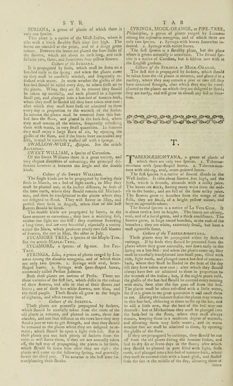 SURIANA, a genus of plants of which there is Only one fpecies. This plant is a native of the Weft-Indies, where it rifes with a thick fhrubby ftalk nine feet high. I he leaves are rounded at the point, and of a dingy green colour. Between the leaves are placed the foot-ftalks of the flowers, which are about an inch long, and each fultains two, three, and fometimes four yellow flowers. Culture of the SuriaNA. It is propagated by feeds, which mull be fown on a hot-bed early in the fpring: and when the plants come up they muff be carefully weeded, and frequently re- frcfned with water. In warm weather the glafies of the hot-bed fhould be raifed every day, to admit frefh air to the plants. When they are fit to remove they fhould be taken up carefully, and each planted in a feparate fmall pot, and plunged into a hot-bed of tanners-bark, where they muft befhaded till they have taken new root: after which they muft have frefh air admitted to them every day in proportion to the warmth of the feafon. In autumn the plants muft be removed from this hot¬ bed into the ftove, and placed in the bark-bed, where they muft remain all the winter, frequently refrefhir.g them with water, in very fmall quantities. In fumrner they muft enjoy a large fhare of air, by opening the glalfes of the ftove, and if the leaves have contracted any filth, it muft be carefully wafhed off with a fponge. SWALLOW-WORT, Afclepias. See the article Asclepias. SWEET WILLIAM, a fpecies of Carnation. Of the Sweet Williams there is a great variety, and very elegant diverfities of colouring; the principal dif¬ ference however is between the lingle and the double kinds. Culture of the Sweet William. The fingle kinds are to be propagated by fowing their feeds in March, on a bed of light earth ; in May they muft be planted out, at fix inches diftance, in beds of the fame earth, where they fhould remain till Michael¬ mas, and then be tranfplanted to the places where they are defigned to ftnnd. They will flower in May, and perfect their feeds in Auguft, when that of the beft flowers fhould be faved. The double kinds are propagated by layers, in the fame manner as carnations ; they love a middling foil, neither too light nor too ftiff : they continue flowering a long time, and are very beautiful ; efpecially a variety called the Mule, which produces yearly two full blooms of flowers, the one in May, the other in July. SYCAMORE TREE, a fpecies of the Maple-Tree. See the article Maple-Tree. SYCAMORE, a fpecies of fig-tree. See Fig- Tree. SYRINGA, Lilac, a genus of plants ranged by Lin- nreus among the diandria monogyuia, and of which there are only two fpecies. i. Syringa with oval, heart- fhaped leaves. 2. Syringa with fpear-Ihaped leaves, commonly called Perfian Jafmine. Both thefe plants are natives of Perfi3. There are three varieties of the firft fort, which differ in the colour of their flowers, and alfo in that of their fhoots and leaves ; one of thefe has white flowers, one blue, and the third purple. Thefe fhrubs all grow to the height of eighteen, and often twenty feet. Culture of the Syringa. Thefe plants are generally propagated by fuckers, which fhould be carefully taken from the roots of the old plants in autumn, and planted in rows, three feet afunder, and one foot diftance in the rows here they may ftand a year or two to get ftrength, and then they fhould be removed to the places where they are defigned to re¬ main ; which fhould be upon a light rich foil. But as thefe plants put out fuch plenty of fuckers from the roots as will ftarve them, if they are not annually taken off, the beft way of propagating the plants is by feeds, which fhould be fown foon after they are ripe ; the plants will come up the following fpring, and generally flower the third year. The autumn is the beft time for. tranfplanting thefe fhrubs. SYRINGA, MOCK-ORANGE, or PIPE-TREE, Philadclphus, a genus of plants ranged by Linnaeus among the icofandria monogynia, and of which there are only two fpecies. i. Syringa with leaves fomewhat in¬ dented. 2. Syringa with entire leaves. The firft fpeeies is a fhrubby plant, but the place where it grows naturally is uncertain. The fecond fpe¬ cies is a native of Carolina, but is feldom met with in the Englifh gardens. Culture of the Syringa or Mock-Orange. The firft fort is propagated by fuckers, which fhould be taken from the old plants in autumn, and planted in a nurfery, where they may remain a year or two till they have obtained ftrength, after which they may be tranf¬ planted to the places on which they are defigned to ftv.nd; they are hardy, and will grow in almoft any foil or litua- tion. T. TABERN./EMONTANA, a genus of plants of which there are only two fpecies. i. Tabernx- montana with fpear-fhaped leaves. 2. Tabernaemon- tana with oblong, oval, acute-pointed leaves. The firft fpecies is a native of feveral iflands in the Weft Indies. It iifes about fixteen feet high, and the bark, which is fmooth, abounds with a milky juice. The leaves are thick, having many veins from rhe mid¬ rib to the border, and are full of the fame milky juice. The flowers grow in bunches from the wings of the ftalk, they are fmall, of a bright yellow colour, and have an agreeable odour. The fecond fpecies is a native of La Vera Cruz. It is about twelve feet in height. The leaves are oblong-, oval, and of a lucid green, and a thick confidence. The flowers grow, in large round bunches, at the ends of the branches ; they are white, extremely fmall, but have a moft agreeable feent. Culture of the TabeRNJEMONTANA. Thefe plants may be propagated either by feeds or cuttings. If by feeds they fliouid be procured from the places where they grow naturally, and fown early in the fpring on a hot-bed : and when the plants come up, they muft be carefully tranfplanted into fmall pots, filied with rich, light earth, and plunged into a hot-bed of tanners- bark, where they inuft be fhaded in the heat of the day till they have taken new root : after which they fhould always have free air admitted to them in proportion to the warmth of the feafon ; but, if the nights prove cold, the glafies of the hot-bed fhould be covered every evening with mats, foon after the fun goes off from the bed. The plants muff be often refreftied with a little water, for if it is given in too great quantities it will caufe them to rot. During the fumrner feafon the plants may remain in this hot-bed, obferving at times toftir up the tan, and to add a little new, that the heat of the bed may not decreafe : but at Michaelmas they muft be plunged into the bark-bed in the ftove, where they muft always remain, keeping them in a moderate degree of warmth, and allowing them very little water ; and in warm weather free air muft be admitted to them, by opening the glafies of the ftove. If they are propagated by cuttings, they fhould be cut off from the old plants during the fumrner feafon, and laid to dry fix or feven days in the ftove; after which they fhould be planted in pots filled with light, frefh earth, and plunged into a hot-bed of tanners-bark, where they muft be covered clofe with a hand-glafs, and fhaded from the fun in the middle of the day, allowing them at tunes