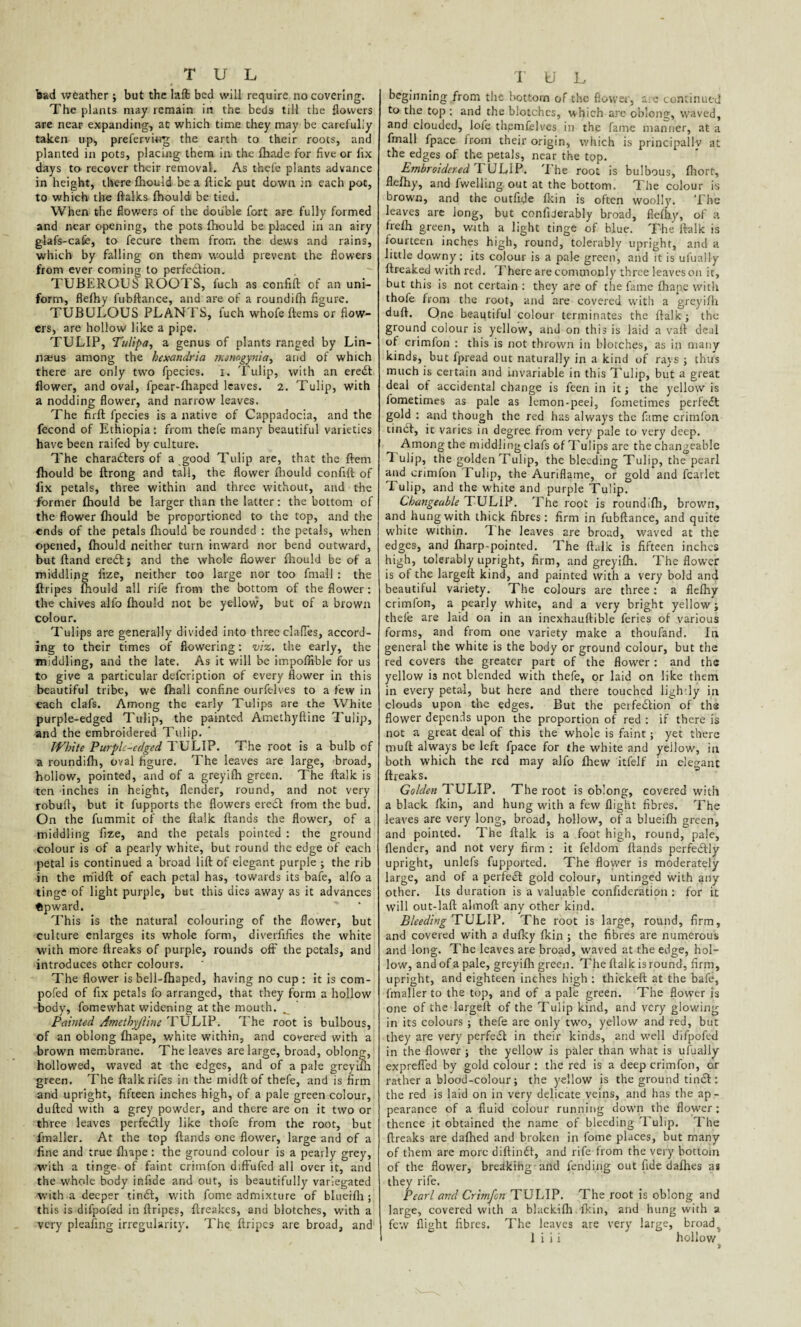i . bad weather; but the Iaffc bed will require no covering. The plants may remain in the beds till the flowers are near expanding, at which time they may be carefully taken up, preferviwg the earth to their roots, and planted in pots, placing them in the fhade for five or fix days to recover their removal. As thefe plants advance in height, there fhould be a flick put down in each pot, to which the flaiks fhould be tied. When the flowers of the double fort are fully formed and near opening, the pots fhould be placed in an airy glafs-cafe, to fecure them from the dews and rains, which by falling on them would prevent the flowers from ever coming to perfection. TUBEROUS ROOTS, fuch as confift of an uni¬ form, flefhy fubflance, and are of a roundifh figure. TUBULOUS PLANTS, fuch whofeftems or flow¬ ers, are hollow like a pipe. TULIP, Tulipa, a genus of plants ranged by Lin¬ naeus among the hexandria tnonogynia, and of which there are only two fpecies. i. Tulip, with an erect flower, and oval, fpear-fhaped leaves. 2. Tulip, with a nodding flower, and narrow leaves. The firft fpecies is a native of Cappadocia, and the fecond of Ethiopia: from thefe many beautiful varieties have been raifed by culture. The characters of a good Tulip are, that the Item fhould be flrong and tall, the flower fhould confift of fix petals, three within and three without, and the former fhould be larger than the latter: the bottom of the flower fhould be proportioned to the top, and the ends of the petals fhould be rounded : the petals, when opened, fhould neither turn inward nor bend outward, but ftand eredtj and the whole flower fhould be of a middling fize, neither too large nor too finall : the ftripes fhould all rife from the bottom of the flower: the chives alfo fhould not be yellow, but of a brown colour. Tulips are generally divided into three clafTes, accord¬ ing to their times of flowering: viz. the early, the middling, and the late. As it will be impoffible for us to give a particular delcription of every flower in this beautiful tribe, we {hall confine ourfelves to a few in each clafs. Among the early Tulips are the White purple-edged Tulip, the painted Amethyftine Tulip, and the embroidered Tulip. White Purplc-cdged TULIP. The root is a bulb of a roundifh, oval figure. The leaves are large, broad, hollow, pointed, and of a greyifh green. The ftalk is ten inches in height, flender, round, and not very robuft, but it fupports the flowers erecSl from the bud. On the fummit of the ftalk flanas the flower, of a middling fize, and the petals pointed : the ground colour is of a pearly white, but round the edge of each petal is continued a broad lift of elegant purple ; the rib in the rnidft of each petal has, towards its bafe, alfo a tinge of light purple, but this dies away as it advances Upward. This is the natural colouring of the flower, but culture enlarges its whole form, diverfifies the white with more ftreaks of purple, rounds oft the petals, and introduces other colours. The flower is bell-fhaped, having no cup : it is com- pofed of fix petals fo arranged, that they form a hollow body, fomewhat widening at the mouth. w Painted Amethyjiine TULIP. The root is bulbous, of an oblong fhape, white within, and covered with a brown membrane. The leaves are large, broad, oblong, hollowed, waved at the edges, and of a pale greyifh green. The ftalk rifes in the rnidft of thefe, and is firm and upright, fifteen inches high, of a pale green colour, dufted with a grey powder, and there are on it two or three leaves perfectly like thofe from the root, but fmaller. At the top Hands one flower, large and of a fine and true fhape : the ground colour is a pearly grey, with a tinge of faint crimfon diffufed all over it, and the whole body ir.fide and out, is beautifully variegated with a deeper tinfit, with fome admixture of blueifh ; this is difpofed in ftripes, ftreakes, and blotches, with a very pleafing irregularity. The ftripes are broad, and T U L beginning from the bottom of the flower, a.e continued to the top : and the blotches, which are oblong, waved, and clouded, lofe themfelves in the fame manner, at a fmall fpace from their origin, which is principally at the edges of the petals, near the top. Embroidered I UL1P. 'I he root is bulbous, fhort, flefhy, and fwelling out at the bottom. The colour is brown, and the outfide fkin is often woolly. The leaves are long, but confijerably broad, flefhy, of a frefh green, with a light tinge of blue. The ftalk is fourteen inches high, round, tolerably upright, and a little downy : its colour is a pale green, and it is ufually ftreaked with red. There are commonly three leaves on it, but this is not certain : they are of the fame fhape with thofe from the root, and are covered with a greyifh duft. One beautiful colour terminates the ftalk; the ground colour is yellow, and on this is laid a vaft deal of crimfon : this is not thrown in blotches, as in many kinds, but fpread out naturally in a kind of rays j thus much is certain and invariable in this Tulip, but a great deal of accidental change is feen in it; the yellow is fometimes as pale as lemon-peel, fometimes perfect gold : and though the red has always the fame crimfon tincl, it varies in degree from very pale to very deep. Among the middling clafs of Tulips are the changeable 1 ulip, the golden Tulip, the bleeding Tulip, the pearl and crimfon Tulip, the Auriflame, or gold and fcarlet Tulip, and the white and purple Tulip. Changeable TULIP. The root is roundifh, brown, and hung with thick fibres: firm in fubflance, and quite white within. '1 he leaves are broad, waved at the edges, and fharp-pointed. The ftalk is fifteen inches high, tolerably upright, firm, and greyifh. The flower is of the largelt kind, and painted with a very bold and beautiful variety. The colours are three: a flefhy crimfon, a pearly white, and a very bright yellow j thele are laid on in an inexhauftible feries of various forms, and from one variety make a thoufand. In general the white is the body or ground colour, but the red covers the greater part of the flower : and the yellow is not blended with thefe, or laid on like them in every petal, but here and there touched lightly in clouds upon the edges. But the perfedlion of the flower depends upon the proportion of red : if there is not a great deal of this the whole is faint ; yet there muft always be left fpace for the white and yellow, in both which the red may alfo fhew itfelf in elegant ftreaks. Golden TULIP. The root is oblong, covered with a black fkin, and hung with a few flight fibres. The leaves are very long, broad, hollow, of a blueifh green, and pointed. The ftalk is a foot high, round, pale, flender, and not very firm : it feldom flands perfectly upright, unlefs fupported. The flower is moderately large, and of a perfedl gold colour, untinged with any other. Its duration is a valuable confideration : for it will out-lafl almoft any other kind. Bleeding TULIP. The root is large, round, firm, and covered with a dufky fkin ; the fibres are numerous and long. The leaves are broad, waved at the edge, hol¬ low, and of a pale, greyifh green. The ftalk is round, firm, upright, and eighteen inches high : thickeft at the bafe, fmaller to the top, and of a pale green. The flower is one of the largeft of the Tulip kind, and very glowing in its colours ; thefe are only two, yellow and red, but they are very perfedt in their kinds, and well difpofed in the flower ; the yellow is paler than what is ufually exprefled by gold colour : the red is a deep crimfon, or rather a blood-colour; the yellow is the ground tincl: the red is laid on in very delicate veins, and has the ap¬ pearance of a fluid colour running down the flower; thence it obtained the name of bleeding Tulip. The ftreaks are dafhed and broken in fome places, but many of them are more diftindt, and rife from the very bottom of the flower, breaking and fending out fide dafhes as they rife. Pearl and Crimfon TULIP. The root is oblong and large, covered with a blackifh fkin, and hung with a few flight fibres. The leaves are very large, broad^