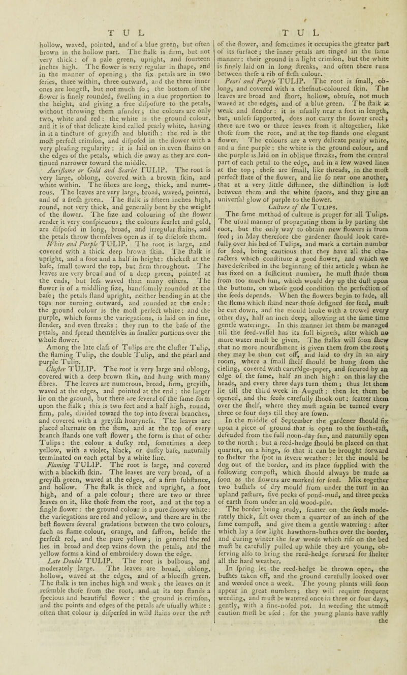 hollow, waved, pointed, and of a blue green, but often brown in the hollow part. The ftalk is firm, but not very thick : of a pale green, upright, and fourteen inches high. The flower is very regular in fhape, and in the manner of opening ; the fix petals are in two feries, three within, three outward, and the three inner ones arc longed, but not much fo ; the bottom ot the flower is finely rounded, fvvelling in a due proportion to the height, and giving a free difpofure to the petals, without throwing them afunder; the colours are only two, white and red : the white is the ground colour, and it is of that delicate kind called pearly white, having in it a tindlure of greyifh and blueilh: the red is the moft perfedl crimfon, and difpofed in the flower with a very pleafing regularity : it is laid on in even ftains on the edges of the petals, which die away as they are con¬ tinued narrower toward the middle. Auriflame or Gold and Scarlet TULIP. The root is very large, oblong, covered with a brown fkin, and white within. The fibres are long, thick, and nume¬ rous. The leaves are very large, broad, waved, pointed, and of a frefh green. The fialk is fifteen inches high, round, not very thick, and generally bent by the weight of the flower. The fize and colouring of the flower render it very confpicuous; the colours l'carlet and gold, are difpofed in long, broad, and irregular ftains, and the petals throw themfelves open as if to dilclofe them. White and Purple TULIP. The root is large, and covered with a thick deep brown (kin. The ftalk is upright, and a foot and a half in height: thickeft at the bale, fmall toward the top, but firm throughout. The leaves are very broad and of a deep green, pointed at the ends, but lefs waved than many others. The flower is of a middling fize, handfomely rounded at the bafej the petals ftand upright, neither bending in at the tops nor turning outward, and rounded at the ends : the ground colour is the moft perfedl white: and the purple, which forms the variegations, is laid on in fine, (lender, and even ftreaks : they run to the bafe of the petals, and fpread themfelves in fmaller portions over the whole flower. Among the late clafs of Tulips are the clufter Tulip, the flaming Tulip, the double Tulip, and the pearl and purple Tulip. Clujler TULIP. The root is very large and oblong, covered with a deep brown (kin, and hung with many fibres. The leaves are numerous, broad, firm, greyifh, waved at the edges, and pointed at the end : the larger lie on the ground, but there are feveral of the fame form upon the ftalk ; this is two feet and a half high, round, firm, pale, divided toward the top into feveral branches, and covered with a greyifh hoarynefs. The leaves are placed alternate on the ftem, and at the top of every branch (lands one vaft flower ; the form is that of other Tulips: the colour a dufky red, fometimes a deep yellow, with a violet, black, or dufky bafe, naturally terminated on each petal by a white line. Flaming TULIP. The root is large, and covered with a blackifh fkin. The leaves are very broad, of a greyifh green, waved at the edges, of a firm fubftance, and hollow. The ftalk is thick and upright, a foot high, and of a pale colour; there are two or three leaves on it, like thole from the root, and at the top a Angle flower : the ground colour is a pure fnowy white: the variegations are red and yellow, and there are in the beft flowers feveral gradations between the two colours, fuch as flame colour, orange, and faffron, befide the perfedt red, and the pure yellow; in general the red lies in broad and deep veins down the petals, and the yellow forms a kind of embroidery down the edge. Late Double TULIP. The root is bulbous, and moderately large. The leaves are broad, oblong, hollow, waved at the edges, and of a blueifh green. The ftalk is ten inches high and weak ; the leaves on it refemble thofe from the root, and at its top Hands a fpecious and beautiful flower : the ground is crimfon, and the points and edges of the petals are ufually white : often that colour is difperfed in wild ftains over the reft of the flower, and fometimes it occupies the greater part of its furface ; the inner petals are tinged in the fame manner: their ground is a light crimfon, but the white is finely laid on in long ftreaks, and often there runs between thefe a rib of flefh colour. Pearl and Purple TULIP. The root is fmall, ob¬ long, and covered with a chefnut-coloured fkin. The leaves are broad and ftiort, hollow, obtufe, not much waved at the edges, and of a blue green. The ftalk is weak and flender : it is ufually near a foot in length, but, unlefs fupported, does not carry the flower erect ; there are two or three leaves from it altogether, like thofe from the root, and at the top Hands one elegant flower. The colours are a very delicate pearly white, and a fine purple : the white is the ground colour, and the purple is laid on in oblique ftreaks, from the central part of each petal to the edge, and in a few waved lines at the top ; thefe are fmall, like threads, in the moft perfedl ftate of the flower, and lie fo near one another, that at a very little diftance, the diftindtion is loft between them and the white fpaces, and they give an univerfal glow of purple to the flower. Culture of the Tulips. The fame method of culture is proper for all Tulips. The ufual manner of propagating them is by parting the root, but the only way to obtain new flowers is from feed ; in May therefore the gardener (hould look care¬ fully over his bed of Tulips, and mark a certain number for feed, being cautious that they have all the cha- radlers which conftitute a good flower, and which we have deferibed in the beo-inninc of this article ; when he has fixed on a fufficient number, he muft (hade them from too much lun, which would dry up the dull upon the buttons, on whole good condition the perfedtion of the feeds depends. When the flowers begin to fade, all the Hems which ftand near thofe defigned for feed, muft be cut down, and the mould broke with a trowel every other day, half an inch deep, allowing at the fame time gentle waterings. In this manner let them be managed till the feed-veflbl has its full bignefs, after which no more water muft be given. The ltalks will foon (hew that no more nourifhment is given them from the rootj they may be then cut ofty and laid to dry in an airy room, where a fmall flielf (hould be hung from the cieling, covered with cartridge-paper, and fecured by an edge of the lame, halt an inch high : on this lay the heads, and every three days turn them ; thus let them lie till the third week in Auguft : then let them be opened, and the feeds carefully (hook out: icatter them over the (helf, where they muft again be turned every three or four days till they are fown. In the middle of September the gardener (hould fix upon a piece of ground that is open to the fouth-eaft, defended from the lull noon-day fun, and naturally open to the north : but a reed-hedge (hould be placed on that quarter, on a hinge, fo that it can be brought forward to (helter the fpot in fevere weather : let the mould be dug out of the border, and its place fupplied with the following compoft, which (hould always be made as foon as the flowers are marked for feed. Mix together two bulhels of dry mould from under the turf in an upland palture, five pecks of pond-mud, and three pecks of earth from under an old wood-pile. The border being ready, fcatter on the feeds mode¬ rately thick, fift over them a quarter of an inch of the fame compoft, and give them a gentle watering : after which lay a few light hawthorn-bulhcs over the border, and during winter the few weeds which rife on the bed muft be carefully pulled up while they aie young, ob- ferving alfo to bring the reed-hedge forward for (helter all the hard weather. In fpring let the reed-hedge be thrown open, the bufhes taken off, and the ground carefully looked over and weeded once a week. The young plants will foon appear in great numbers; they will require frequent weeding, and muft be watered once in three or four days, gently, with a fine-nofed pot. In weeding the utmoll caution muft be ufed : for the young plants have vaftly the