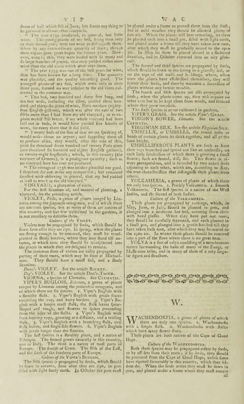 ftorm of hail which fell in June, left fcarce 2ny thing to be gathered in all our other vineyards. “ The year 4754 produced, in general, but little wine. The young plants of my bed, bhng then only in their fecond year, were too weak to dift'nguifh them- felves by any extraordinary quantity of fru't ; though their vigour gave great hopes for future years. How¬ ever, even in this, they were loaded with fo many and fo large bunches of grapes, that they yielded rather more wine than the old vines which were next them. “ The year 1755 was one of the beft years tor wine, that has been known for a long time. I he quantity was plentiful, and the quality exceedirg good. The youngeft plants of my bed, which were only in their third year. Teemed no way inferior to the old vines cul¬ tivated in the common way. “ This bed, two hundred and forty feet long, and ten feet wide, including the alley, yielded three hun¬ dred and thirty-fix pints of wine, Paris meafure (eighty- four Engliih gallons), which was after the rate of two fifths more than I had from my old vineyard ; or to ex¬ plain myfelf ft ill better, if my whole vineyard had been laid out in beds, it would have yielded five barrels of wine, for every three that it did yield. “ Twenty beds of the fize of that we are fpeaking of, would make about an arpent ; and fuppofing them all to produce alike, they would, after the rate of this, yield fix thoufand feven hundred and twenty Paris pints (one thoufand fix hundred and eighty Engliih gallons), or twenty-eight hogfheads ; which, in this country (the territory of Geneva), is a prodigious quantity; fuch as no vineyard here has ever yet produced. “ The vintage of 1756 was neither plentiful nor good. I therefore did not make any comparifon ; but remained fatisfied with obferving in general, that my bed yielded at lead as much as the old vineyard.” VINEYARD, a plantation of vines. For the beft iituation of, and manner of planting, a vineyard, fee the preceding article. VIOLET, Viola? a genus of plants ranged by Lin¬ naeus among the fyngenefa mmogamia, and of which there are nineteen Ipecies, hut as many of them are natives of this country, and but few cultivated in the gardens, it is not neceiiary to deferibe them. Culture of the Violet. Violets may be propagated by feeds, which fhou’d be fown foon after they are ripe. In fpring, when the plants are ftrong enough to be removed, they muft be tranf- planted in fhady borders, where they may ftand till au¬ tumn, at which time they fhould be tranfplanted into the places in which they are defigned to remain.- The common forts of violets aie eafily propagated by parting of their roots, which may be done at Michael¬ mas. They fhould have a moift foil, and a fhady fituation. Dame's VIOLET. See the article Rocket. Dog's VIOLET. See the article Dog’s-Tooth. VIORNA, a fpecies of Clematis. See Clematis.' VIPER’S BUGLOSS, Eeh.num, a genus of plants ranged by Linnaeus among the pentandria monogynia, and of which there are fix Ipecies. 1. Viper’s Buglols with a fhrubby Italic. 2. Viper’s Buglcfs with petals fcarce exceeding the cup, and hairy borders. 3. Viper’s Bu- glofs with a fimple eredt ftalk, the ftalk leaves fpear- fhaped and rough, and flowers in fpikes proceeding from the fides of the ftalks. 4. Viper’s Buglofs with fruit-bearing-cups, growing at a diftance, and a trailing ftalk. 5. Viper’s Buglofs with a branching ftalk, oval ft ilk leaves, and fingle fide flowers. 6. Viper’s Buglofs with petals longer than the ftamina. The fir ft fpecies is a fhrubby plant, and a native of Ethiopia. The fecond grows naturally in this country, ana in Italy. The third is a native of moft parts of Europe. The fourth of Crete. The fifth of the Eaft, and the fixth of the lbuthern parts of Europe. Culture -of the Viper’s Bugloss. The fifth fpecies is propagated by feeds, which fhould he fown in autumn, foon after they are ripe, in pots filled w ith light l'andy earth. Jn October the pots muft be placed under a frame to protect them from the froft ; but in mild weather they ihotiid be allowed plenty of free air. When the plants will bear removing, let them .be planted each into a Email pot, filled with light earth, and placed under a frame till they have taken new root, after which they muft be gradually inured to the open air. In May let them be placed abroad in a fhcltered -fituation, and in Oclober removed into an airy glafs- cafe. The fecond and third fpecies are propagated by feeds, which fhould be fown in the fpring in a gravelly foil, or on the tops of old walls and b iddings, where, when once the plants have eftablifhed themfelves, they will fcatter their feeds, and thereby maintain a fuccelfion of plants without any farther trouble. The fourth and fifth fpecies are alfo propagated by feeds ; when the plants come up, they will require no other care but to be kept clean from weeds, and thinned where they grow too cloi'e. The fixth fpecies is never cultivated in gardens. VJPER’S GRASS. See the article Viper's Grass. VIRGIN’S BOWER, Clematis. See tbe aitiele Clematis. VIRGINIAN SILK. See the article Virginian Silk. UMBELLA), or UMBELLS, the round tufts or heads of certain plants fet thick together, and all of the fame height. UMBELLIFEROUS PLANTS are fuch as have their tops branched and fpread out like an umbrella; on each little fubdivifion of which there is growing a finall flower; fuch are fennel, dill, Sic. This flower is al¬ ways pentapetalous, and is fucceded by two naked feeds adjoining to each other, which are, according to Rav, the true characleriftics that diftinguifh thefe plants from others. VOLKAMER1A, a genus of plants of which there are only two fpecies. 1. Prickly Volkameria. 2. Smooth Volkameria. The firft fpecies is a native of the Well Indies, and the fecond of both Indies. Culture of the Volkameria. Thefe plants are propagated by cuttings, which, in May, June, or July, fhould be planted m pots, and plunged into a moderate hot bed, covering them dole with hand glafles. When they have put out roots, they fhould be carefully feparated, and each planted in a fmall pot, and plunged into a gentle hot-bed till they have taken frefh root, after which they may be inured to the open air. In winter thefe plants fhould be removed into a part of the ftove where there is no great heat. VOLVA is a fort of calyx confiftingof a membranous matter furrounding the bales of many of the Fungi, or Muftroom tribe, and in many of them of a very fingu- !ar figure.and flrudlure. w. WACHENDORFIA, a genus of plants of which there are only two Ipecies. 1. Wachendorfia with a fimple ftalk. 2. Wachendorfia with ftalks which have rcany flower ftctns. Thefe plants are both natives of the Cape of Good Hope. Culture of the Wachendorfia. Both thefe fpecies may be propagated either by feeds, or by ofF-fets from their roots ; if by feeds, they fhould be procured from the Cape of Good Hope, unlefs fome have ripened favourably in this country, which thev fel- dom do. When the feeds arrive they muft be fown in pots, ami placed under a frame where they muft remain ail
