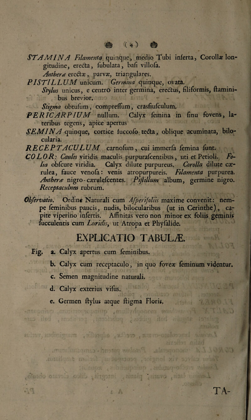 gitudine, eredta, Tubulata, bafi villofa. Antker<e eredtae, parvae, triangulares. PISTILLUM unicum. Germina quinque, ovata. Stylus unicus, e centro inter germina, eredtus, filiformis, flamini¬ bus brevior, - • Stigma obtufum, comprefium, crasfiufculum. PERICARPIUM nullum. Calyx femina in finu fovens, la¬ teribus tegens, apice apertus SEMINA quinque, cortice luccofo tedla, oblique acuminata, bilo- cularia. RECEPTACULUM carnofiim, cui immerfa femina funt. COLOR: Caulis viridis maculis purpurafcentibus, uti et Petioli. Fo¬ lia obfcure viridia. Calyx dilute purpureus. Corolla dilute cae¬ rulea, fauce venofa: venis atropurpureis. Filamenta purpurea. Anthera nigro - caeruiefcentes. Pifiillum album, germine nigro. Receptaculum rubrum. . - *■ i < s r — r r ■'1 •» * . >, r V U \ %■ ■- \ t Obfervatio. Ordine Naturali cum Afperifoliis maxime convenit: nem¬ pe feminibus paucis, nudis, bilocularibus (ut in Cerinthe), ca¬ pite viperino infertis. Affinitas vero non minor ex foliis geminis iucculentis cum Luridis, ut Atropa et Phyfalide. EXPLICATIO TABUL/E. w • ? » • f | ♦ ,, I y, r < *f Fig. a. Calyx apertus cum feminibus. b. Calyx cum receptaculo, in quo foveae feminum videntur, c. Semen magnitudine naturali. d. Calyx exterius vifus. • - ■ * ■ t > • « • * . j ^ * • , e. Germen flylus atque fligma Floris, i. l 4 TA-