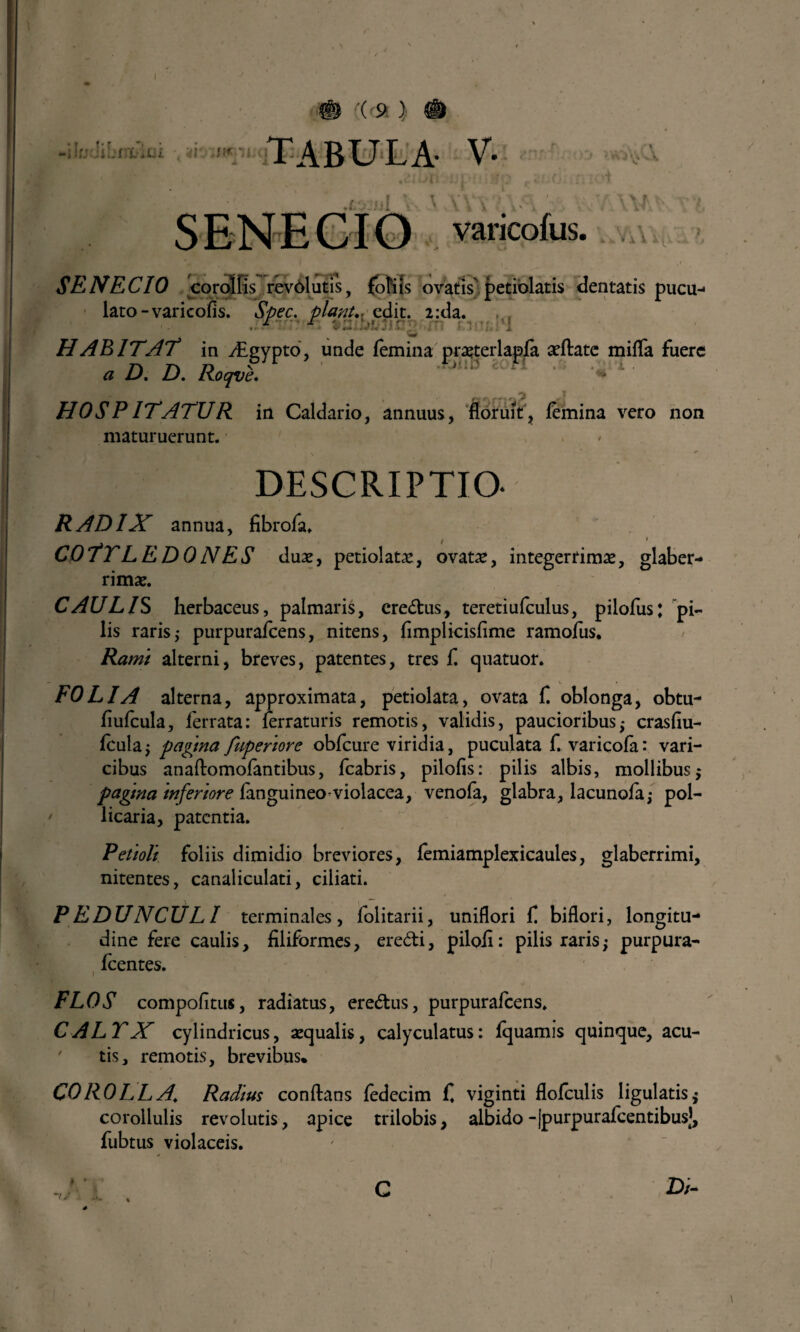 I (9 ) -i h Iibfsilui i , ai ft* TABULA- V- ; > r j. ...I . \ V\ , %iS\ ' , varicofus. i l SENECIO corollis revolutis, foliis ovatis' petiolatis dentatis pucu- lato - varicofis. Spec. piant.- edit. 2:da. . r r ' ; •: ; ’i — , W HABITAT in y£gypto, unde femina pra?terlapfa aeflate miffa fuere a D. D. Roqve. M‘  1 HOSPITATUR in Caldario, annuus, floruit, femina vero non maturuerunt. ' > DESCRIPTIO. RADIX annua, fibrofa. COTYLEDONES duae, petiolatx, ovata*, integerrimae, glaber¬ rimae. CAULIS herbaceus, palmaris, credus, teretiufculus, pilofiis; pi¬ lis raris; purpurafcens, nitens, fimplicisfime ramofus. Rami alterni, breves, patentes, tres f cjuatuor. FOLIA alterna, approximata, petiolata, ovata f oblonga, obtu- fiufcula, ferrata: ferraturis remotis, validis, paucioribusi crasfiu- fculaj pagina fuperiore obfcure viridia, puculata f. varicofa: vari¬ cibus anaflomofantibus, fcabris, pilofis: pilis albis, mollibus $ pagina inferiore fanguineo-violacea, venofa, glabra, lacunofa,* pol¬ licaria, patentia. Petioli foliis dimidio breviores, femiamplexicaules, glaberrimi, nitentes, canaliculati, ciliati. P E DUNCULI terminales , folitarii, uniflori C biflori, longitu¬ dine fere caulis, filiformes, eredi, piloii: pilis raris^ purpura- fcentes. FLOS compofitus, radiatus, eredus, purpurafcens. CALYX cylindricus, aequalis, calyculatus: fquamis quinque, acu¬ tis, remotis, brevibus» COROLLA. Radius conflans fedecim f. viginti flofculis ligulatis,- corollulis revolutis, apice trilobis, albido-(purpurafcentibusj, fubtus violaceis. # » D/- C