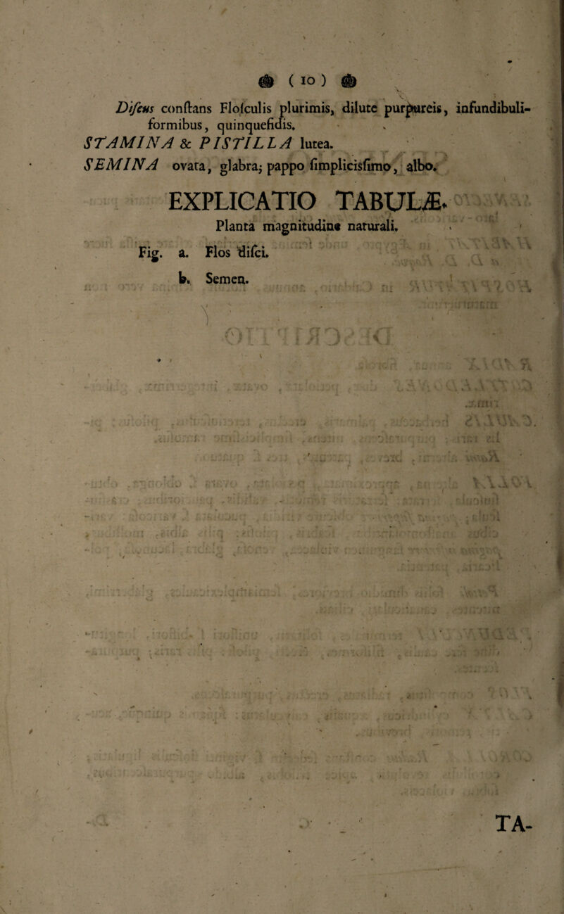 / ( IO ) / \ ■*» ” Difcus conflans Flofculis plurimis, dilute purpureis, infundibuli- formibus, quinquefidis. STAMINA & PISTILLA lutea. v . . 'f /,■ ■ ■ r > SEMINA ovata, glabra$ pappo fimplicisfimo, albo. EXPLICATIO TABULA Planta magnitudine naturali. Fig. a. Flos difeu b. Semen. UMOrrrf; ; om: , Ii -It ; . r •Qi*. ■■ • • * * ■ TIt tu ' SJi: r>\, ■ lo lv .. * 'A u A * i v . . uu . , ; V -» •. ilU * \ \ ' 4 t . X .i. -' v r i , n ; C ’ i f * y rii*/ « i V ■■■,{ « , w. : . v TA-