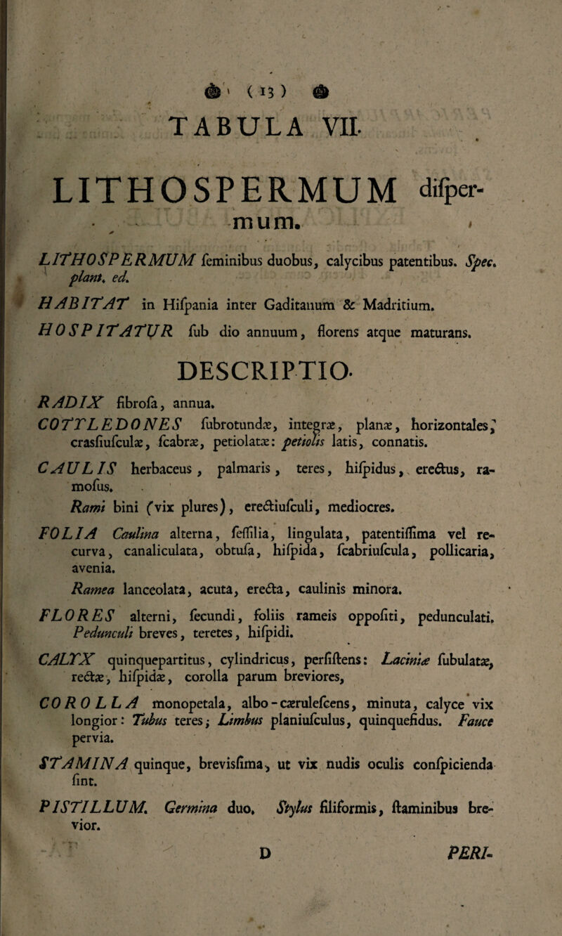 L .' j r - ' , _. c V 0 & > (13) & TABULA VII. LITHOSPERMUM difper- } , •* rj* «»•/ 4'’ ' v ‘ «r y •* *' ‘ m u m. * * . / „ , r , , _ '■ .•,i|. . • «r : f. - , , * y LITHOSPERMUM feminibus duobus, calycibus patentibus. Spec. piant. ecL HABITAT in Hifpania inter Gaditanum & Madritium. HOSPITATUR fub dio annuum, florens atque maturans. ■ * ■* ' * DESCRIPTIO. T * k. - » r RADIX fibrofa, annua. COTTLEDONES fubrotund#, integra», planae, horizontales,^ crasfiufculae, fcabrae, petiolatx: petiolis latis, connatis. CAULIS herbaceus, palmaris, teres, hilpidus,, eredus, ra- mofus. Rami bini (vix plures), erediufculi, mediocres. FOLIA Caulina alterna, feffilia, lingulata, patentiflima vel re¬ curva, canaliculata, obtufa, hilpida, fcabriufcula, pollicaria, avenia. Ramea lanceolata, acuta, ereda, caulinis minora. FLORES alterni, fecundi, foliis rameis oppoflti, pedunculati. Pedunculi breves, teretes, hifpidi. CALTX quinquepartitus, cylindricus, perfidens: Lacinia fubulatae, red#, hifpkhe, corolla parum breviores, COROLLA monopetala, albo - caerulefcens, minuta, calyce vix longior: Tubus teres; Limbus planiufculus, quinquefidus. Fauce pervia. STAMINA quinque, brevisfima, ut vix nudis oculis confpicienda fint. . , P1STILLUM. Germina duo. Stylus filiformis, flaminibus bre¬ vior. * PERI-
