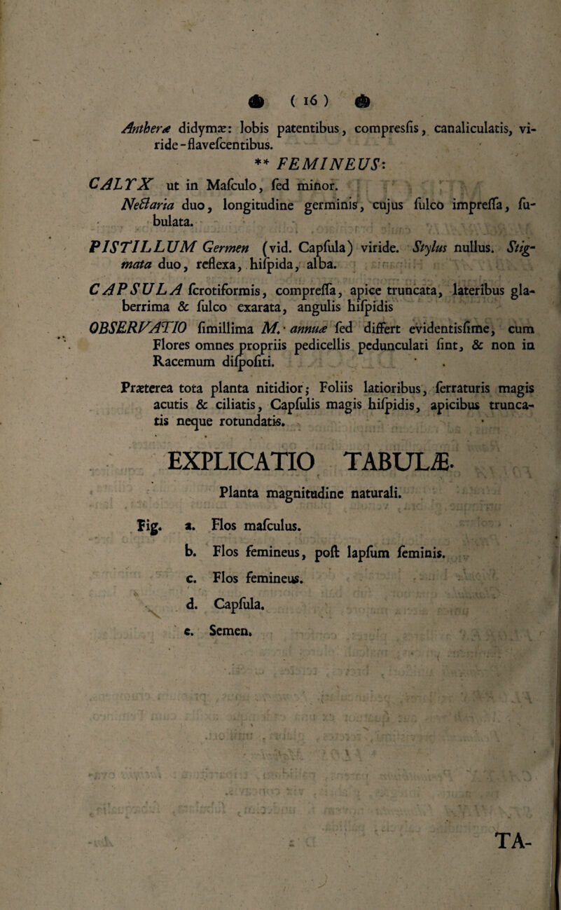 & ( 16 ) # Anthera didymae: lobis patentibus, compresfis, canaliculatis, vi¬ ride - flavefcentibus. ** FEMINEUS: CALYX ut in Mafculo, fed minor. Neftaria duo, longitudine germinis, cujus fulco imprefTa, Tu¬ bulata. • r ' ' 1 ■ > -* *> , . J - » t— —* + .w» * • > 1 0 J i . . ‘ . I • * ) ‘ j J_f, ,J ( i , PISTILLUM Germen (vid. Capfula) viride. Stylus nullus. Stig¬ mata duo, reflexa, hifpida, alba. CAPSULA fcrotifbrmis, compreffa, apice truncata, lateribus gla¬ berrima & fulco exarata, angulis hifpidis OBSERVATIO fimillima M. • annua fed differt evidentisfime, cum Flores omnes propriis pedicellis pedunculati fint, & non ia Racemum difpofiti. Praeterea tota planta nitidior,* Foliis latioribus, ferraturis magis acutis & ciliatis, Capfulis magis hifpidis, apicibus trunca¬ tis neque rotundatis. * • , EXPLICATIO TABULA. \ y K * * v *■ Planta magnitudine naturali. Fig. a. Flos mafculus. b. Flos femineus, poft lapfum feminis. c. Flos femineus. ' . ., ■ : d. Capfula. e. Semen. \ r