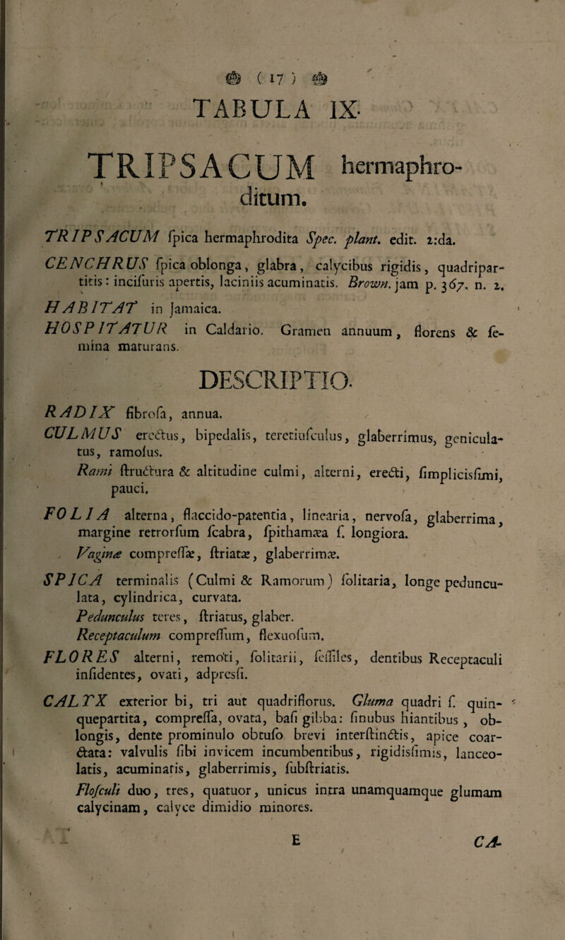TABULA IX- TRIPSACUM hermaphro- ditum. TRIP SACUM fpica hermaphrodita Spec. piant. edit. 2:da. CENCHRUS fpica oblonga, glabra, calycibus rigidis, quadripar¬ titis: incifuris apertis, laciniis acuminatis. Brown. jam p. 367. n. i. H A B IT AT in [amaica. HOSPITATUR in Caldario. Gramen annuum, florens & fe¬ mina maturans. DESCRIPTIO. RADIX fibrofa, annua. ^ CULMUS eredus, bipedalis, teretinfculus, glaberrimus, genicula¬ tus, ramolus. 1 Rami ftrudura & altitudine culmi, alterni, eredi, fimplicisflmi, pauci. FOLIA alterna, flaccido-patentia, linearia, nervofa, glaberrima, margine retrorfum fcabra, fpitham^a f. longiora. Vagina compreffae, faiata», glaberrima. SPICA terminalis (Culmi & Ramorum) folitaria, longe peduncu- lata, cylindrica, curvata. Pedunculus teres, flriatus, glaber. Receptaculum compreffum, flexuofum. FLORES alterni, remo'ti, folitarii, feffiles, dentibus Receptaculi infidentes, ovati, adpresfi. CALTX exterior bi, tri aut quadriflorus. Gluma quadri f quin- * quepartita, compreffa, ovata, bafi gibba: finubus hiantibus, ob¬ longis, dente prominulo obtufo brevi interfandis, apice coar- data: valvulis flbi invicem incumbentibus, rigidisfimis, lanceo- latis, acuminaris, glaberrimis, fubfaiatis. Flofculi duo, tres, quatuor, unicus intra unamquamque glumam calycinam, calyce dimidio minores. r \ ~ , • \ E CA- 1 , f • , ’ f t - • >