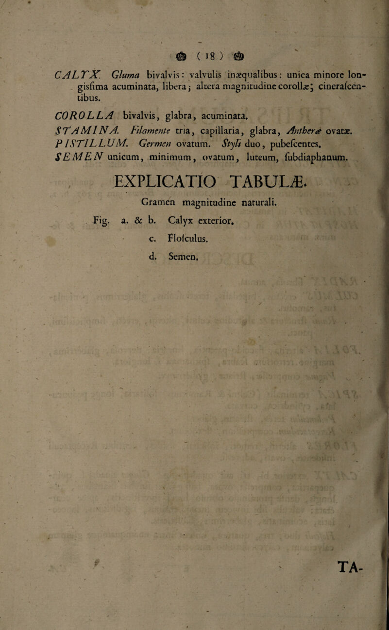 \ A ( 18 ) # CALYX. Gluma bivalvis: valvulis inaequalibus; unica minore lon* gisfima acuminata, libera; altera magnitudine corolla; cinerafcen- libus. COROLLA bivalvis, glabra, acuminata. STAMINA. Ftlamente tria, capillaria, glabra, Antber* ovatae. PISTILLUM. Germen ovatum. Styli duo, pubefeentes. SEMEN unicum, minimum, ovatum, luteum, fubdiaphanum. EXPLICATIO TABULAE. Gramen magnitudine naturali. Fig. a. & b. Calyx exterior. c. Flolculus. d. Semen. i u