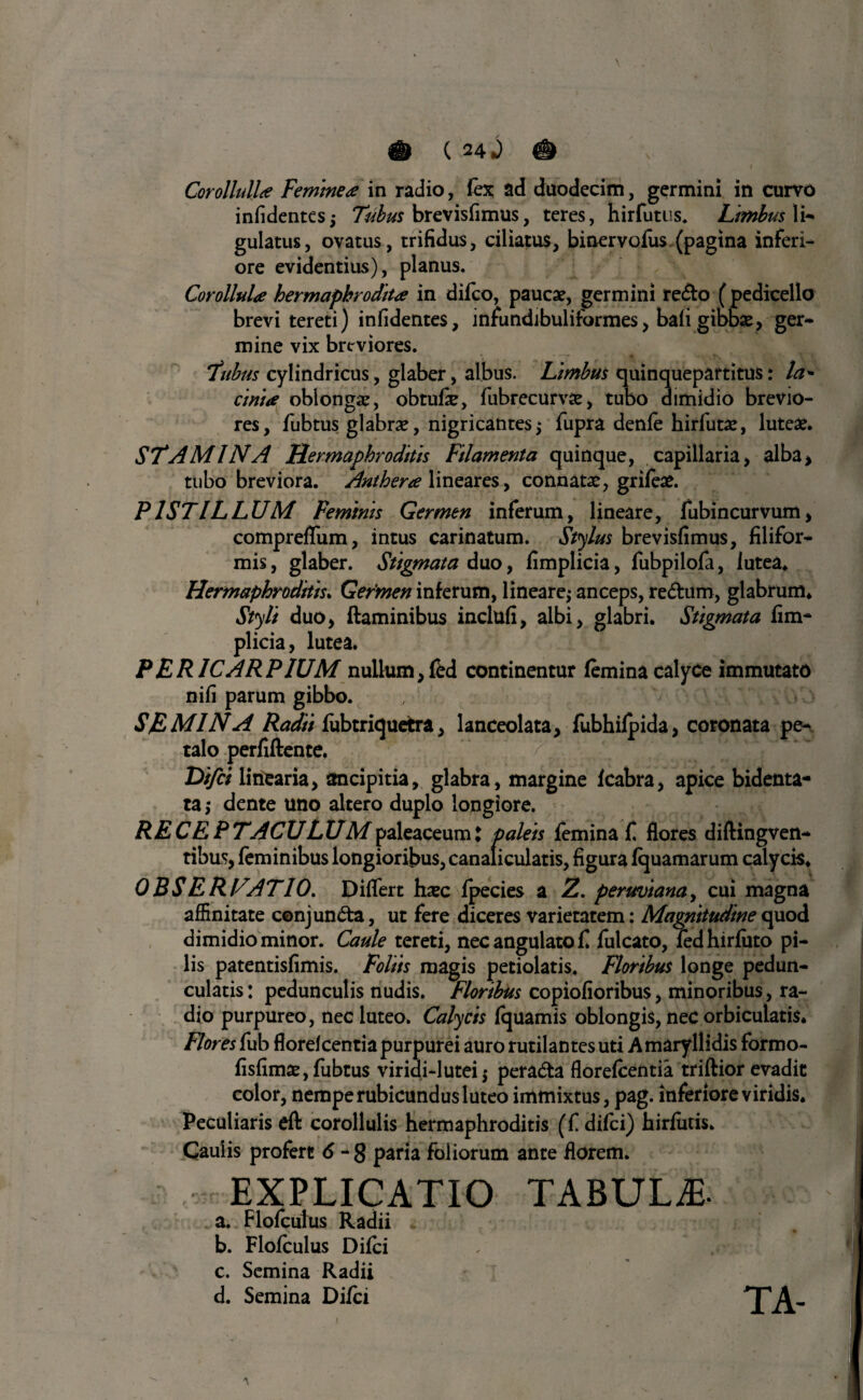 & ( 24J # Corolhdla Feminea in radio, fex; ad duodecim, germini in curvo infidentes; Tubus brevisfimus, teres, hirfutus. Limbus li- gulatus, ovatus, trifidus, ciliatus, binervofus (pagina inferi¬ ore evidentius), planus. Cor ollula hermaphrodita in difeo, pauca?, germini redo (pedicello brevi tereti) infidentes, infundibuliformes, bali gibbae, ger¬ mine vix breviores. Tubus cylindricus, glaber, albus. Limbus quinquepartitus t la* cima oblonga?, obtufie, fubrecurva?, tubo dimidio brevio¬ res, fubtus glabra?, nigricantes; fupra denfe hirfuta?, lutea?. STAMINA Hermaphroditis Filamenta quinque, capillaria, alba, tubo breviora. Anthera lineares, connata?, grifea?. PISTILLUM Feminis Germen inferum, lineare, fubincurvum, compreffum, intus carinatum. Stylus brevisfimus, filifor¬ mis , glaber. Stigmata duo, fimplicia, fubpilofa, lutea. Hermaphroditis. Germen inferum, lineare; anceps, re dum, glabrum. Styli duo, ftaminibus inclttfi, albi, glabri. Stigmata fim¬ plicia, lutea. PER ICAR PIUM nullum ,fed continentur femina calyce immutato nifi parum gibbo. SEMINA Radii fubtriquetra, lanceolata, fubhifpida, coronata pe¬ talo perfiftente. Difii linearia, ancipitia, glabra, margine fcabra, apice bidenta- ta; dente uno altero duplo longiore. RECEPTACULUMpaleaceumj paleis femina fi flores diftingven- tibus, feminibus longioribus, canaliculatis, figura fquamarum calycis. 0 BS ERLATIO. Differt hsec fpecies a 2. perw)tanay cui magna affinitate conjunda, ut fere diceres varietatem: Magnitudine quod dimidio minor. Caule tereti, nec angulato fi fulcato, fed hirfuto pi¬ lis patentisfimis. Foliis magis petiolatis. Floribus longe pedun- culatis: pedunculis nudis. Floribus copiofioribus, minoribus, ra¬ dio purpureo, nec luteo. Calycis fquamis oblongis, nec orbiculatis. Flores fub floreicentia purpurei auro rutilantes uti Amaryllidis formo- fisfima?, fubtus viridi-lutei; perada florefeentia triftior evadit color, nempe rubicundus luteo immixtus, pag. inferiore viridis. Peculiaris eft corollulis hermaphroditis (fi difici) hirfutis. Cauiis profert 6 - 8 paria foliorum ante florem. EXPLICATIO TABULiE- a. Floficulus Radii i i t ic; b. Flofculus Difci , * . ' c. Semina Radii d. Semina Difci TA-