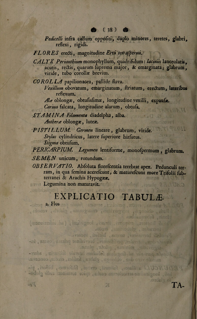 \ & ( 38 ) #• Pedicelli infra callum oppofiti, duplo minores, teretes, glabri, reflexi, rigidi. FLORES eredi, magnitudine Ervi tefrafpermi. -  ‘ _ | i' i * >, > J * CALTX Perianthium monophyllum, quadrifidum: laciniis lanceolatis, acutis, redis, quarum luprema major, & emarginataj glabrum, viride, tubo corolla? brevius. { ‘ ; ' ^ ^ ^ 4*, i . , « i J ' y> ' . I X* M COROLLA papilionacea, pallide flava. Vexillum obovatum, emarginatum, ftriatum, eredum, lateribus reflexum. Ala oblongae, obtufisfima?, longitudine vexilli, expanfie. Carina falcata, longitudine alarum, obtula. STAMINA Filamenta diadelpha, alba. Anthera oblongae, lutea?. P ISTILLUM. Germen lineare, glabrum, viride. Stylus cylindricus, latere fuperiore hirfutus. Stigma obtufum. PERICARPIUM. Legumen lentiforme, monofpermum, glabrum. SEMEN unicum, rotundum. OBSERVATIO. Abfoluta florefcentia terebrat apex. Pedunculi ter¬ ram, in qua femina accrefcunt, & maturefcunt more Trifolii fub- terranei & Arachis Hypoga?«, Legumina non maturavit. . ‘ . y . • .. . . rr , f EXPLICATIO TABULA a. Flos • :• «ii. - fiD » w