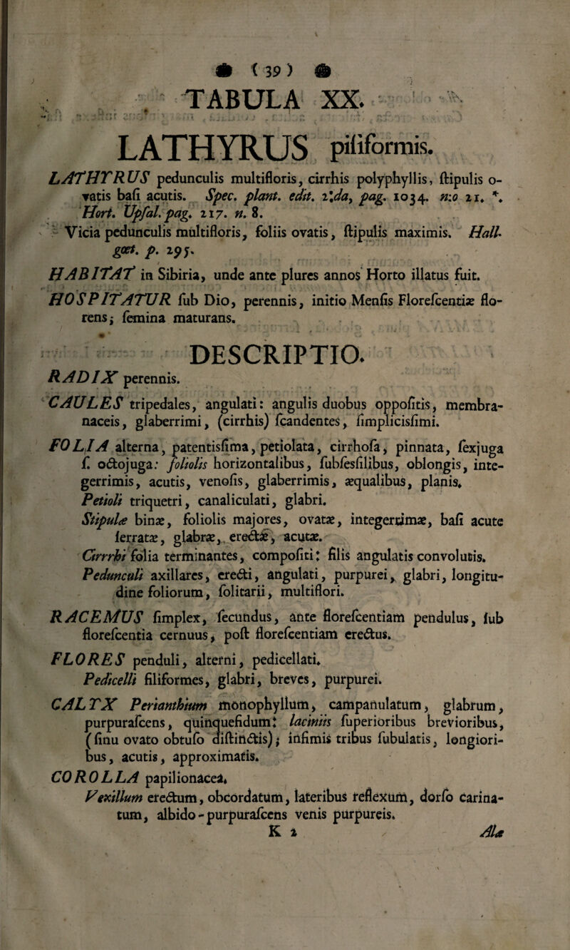 * i 19) TABULA XX. * s ; '• 'A\ X' -,-C LATHYRUS piliformk LATHTRUS pedunculis multifloris, cirrhis polyphyllis, ftipulis o- ▼atis bafi acutis. Spec. piant. edit. i\da> pag. 1034. n:o 21. \ Hort. UpfaL pag> 217. 8. ' Vicia pedunculis multifloris, foliis ovatis, ftipulis maximis. p. xpj. HABITAT in Sibiria, unde ante plures annos Horto illatus fuit. H0 S P ITATUR fub Dio, perennis, initio Menfis Florefcentix flo¬ rens i femina maturans. DESCRIPTIO. RADIX perennis. CAULES tripedales, angulati: angulis duobus oppofitis, membra¬ naceis, glaberrimi, (cirrhis) fcandentes, fimplicisfimi. FOLIA alterna, patentisfima, petiolata, cirrhofa, pinnata, fex juga £ odojuga: foliolis horizontalibus, fubfesfilibus, oblongis, inte¬ gerrimis, acutis, venofis, glaberrimis, aequalibus, planis* Petioli triquetri, canaliculati, glabri. Stipula bina», foliolis majores, ovata», integerrimae, bafi acute ferratae, glabrae, eremae, acutae. Cirrrht folia terminantes, compofiti: filis angulatis convolutis. Pedunculi axillares, credi, angulati, purpurei * glabri, longitu¬ dine foliorum, fblitarii, multiflori. RACEMUS fimplex, fecundus, ante florefcentiam pendulus, fub florefcentia cernuus, poft florefcentiam eredus» ^ *■ *v- *\ •* FLORES penduli, alterni, pedicellati* Pedicelli filiformes, glabri, breves, purpurei. CALTX Perianthium monophyllum, campanulatum, glabrum, purpurafcens, quinquefidumt laciniis fuperioribus brevioribus, ( finu ovato obtufo aiftindis); infimis tribus fabulatis, longiori¬ bus, acutis, approximatis. COROLLA papilionacea* V'exilium eredum, obcordatum, lateribus reflexum, dorfo carina¬ tum, albido - purpurafcens venis purpureis. K i / AU