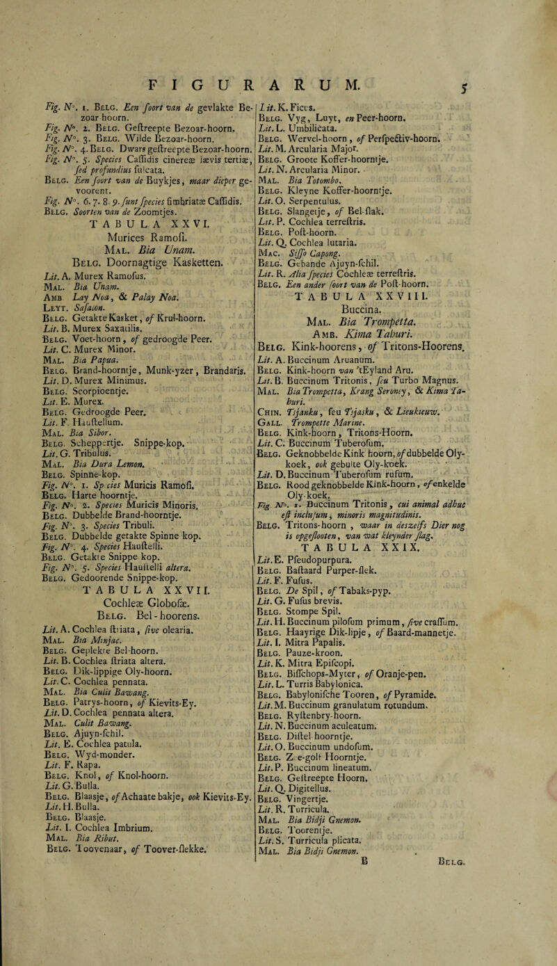 ? Fig. N\ i. Belg. Een foort van de gevlakte Be- zoar hoorn. Fig. N°. z. Belg. Geflreepte Bezoar-hoorn. Fig. N°. 3. Belg. Wilde Bezoar-hoorn. Fig. N°. 4. Belg. Dwars geflreepte Bezoar-hoorn. Fig. A°. 5. Species Callidis cinereae laevis tertiae, fed profundius filicata. Belg. Een foort van de Bnykjes, maar dicper ge- voorent. Fig. N°. 6.7.8 9. funt fpecies fimhriatae Caffidis. Belg. Soortcn van de Zoomtjes. TABULA XXVI. Murices Ramoli. Mal. Bia Unam. Belg. Doornagtige Kasketten. Lit. A. Murex Ramofus. Mal. Bia Unam. Amb Lay JNoa, & Palay Noa. Leyt. Safaion. Belg. GetakteKasket, of Krul-hoorn. Lit. B. Murex Saxatilis. Belg. Voet-hoorn , of gedroogde Peer. Lit. C. Murex Minor. Mal. Bia Papua. Belg. Brand-hoorntje, Munk-yzer, Brandaris. Lit. D. Murex Minimus. Belg. Scorpioentje. Lit. E. Murex. Belg. Gedroogde Peer. Lit. F. Hauflellum. Mal. Bia Sibor. Belg. Scheppertje. Snippe-kop. Lit. G. Tribulus. Mal. Bia Dura Lemon. Belg. Spinne-kop. Fig. /V°. 1. Sp cies Muricis Ramofi. Belg. Harte hoorntje. Fig. N°. 2. Species Muricis Minoris. Belg. Dubbelde Brand-hoorntje. Fig. N\ 3. Species Tribuli. Belg. Dubbelde getakte Spinne kop. Fig. N°. 4. Species Hauflelli. Belg. Getakte Snippe kop. Fig. 5. Species Hauitelli altera. I Belg. Gedoorende Snippe-kop. TABULA XXVII. Cochleae Globofae. Belg. Bel-hoorens. Lit. A. Cochlea flriata, ßve olearia. Mal. Bia Mmjac. Belg. Gepiekte Bel-hoorn. Lit. B. Cochlea flriata altera. Belg. Dik-lippige Oly-hoorn. Lit. C. Cochlea pennata. Mal. Bia Culit Bawang. Belg. Patrys-hoorn, of Kievits-Ey. Lit. D. Cochlea pennata altera. Mal. Culit Bawang. Belg. Ajuyn-fchil. Lit. E. Cochlea patula. Belg. Wyd-monder. Lit. F. Rapa. Belg. Knol, of Knol-hoorn. Lit. G. Bulla. Belg. Blaasje, 0/Achaatebakje, odk Kievits-Ey. Lit. H. Bulla. Belg. Blaasje. Lit. I. Cochlea Imbrium. Mal. Bia Ribut. Belg. 'loovenaar, of Toover-flekke. Lit.K. Ficus. Belg. Vyg, Luyt, en Peer-hoorn. Lit. L. Umbilidata. Belg. Wervel-hoorn , of Perfpedliv-hoorn. Lit. M. Arcularia Major. Belg. Groote Koffer-hoorntje. L/7. N. Arcularia Minor. Mal. Bia Totombo. Belg. Kleyne Koffer-hoorntje. Lit. O. Serpentulus. Belg. Slangetje, of Bel-flak. Lit. P. Cochlea terreflris. Belg. Pofl-hoorn. Lit. Q. Cochlea lutaria. Mac. Siffo Capong. Belg. Gcbande Ajuyn-fchil. Lit. R. Alia fpecies Cochleae terreflris. Belg. Een ander foort van de Pofl-hoorn. TABULA XXVIII. Buccina. Mal. Bia Trompetta. Amb. Kima Taburi. Belg. Kink-hoorens, of Tritons-Hoorens. Lit. A. Buccinum Aruanum. Belg. Kink-hoorn van 'tEyland Aru. Lit. B. Buccinum Tritonis, feu Turbo Magnus. Mal. Bia Trompetta, Kräng Seronty t öcKimaFa- buri. Chin. Tsjanku, feu Tsjasku , & Lieukieuw. Gall. Trompette Marine. Belg. Kink-hoorn, Tritons-Hoorn. Lit. C. Buccinum Tuberofum. Belg. GeknobbeldeKink hoorn, ö/dubbelde Oly- koek, ook gebuite Oly-kroelc. Lit. D. Buccinum Tuberofum rufum. Belg. Rood geknobbelde Kink-hoorn , 0/enkelde Olykoek. Fig at°. x. Buccinum Tritonis, cui animal adhuc efi inclujum, minoris magnitudinis. Belg. Tritons-hoorn , waar in deszelfs Dier nog is opgeßooten, van wat kieynder ßag. TABULA XXIX. Lit. E. Pfeudopurpura. Belg. Baflaard Purper-flek. Lit. F. Fufus. Belg. De SpiI, of Tabaks-pyp. Lit. G. Fufus brevis. Belg. Stompe Spil. Lit. H. Buccinum pilofum primum, ßve craffum. Belg. Haayrige Dik-lipje, of Baard-mannetje. Lit. I. Mitra Papalis. Belg. Pauze-kroon. Lit. K. Mitra Epifcopi. Belg. Biffchops-Myter, of Oranje-pen. Lit. L. Turris Babylonica. Belg. Babylonifche Tooren, of Pyramide. Lit.M.Buccinum granulatum rotundum. Belg. Ryitenbry-hoorn. Lit. N. Buccinum aculeatum. Belg. Diflel hoorntje. Lit. O. Buccinum undofum. Belg. Z e-golt- Hoorntje. Lit. P. Buccinum lineatum. Belg. Gelfreepte Hoorn. Lit. Q. Digitellus. Belg. Vingertje. Lit. R. Turricula. Mal. Bia Bidji Gnemon. Belg. Toorenije. Lit. S. Turricula plicata. Mal. Bia Bidji Gnemon.