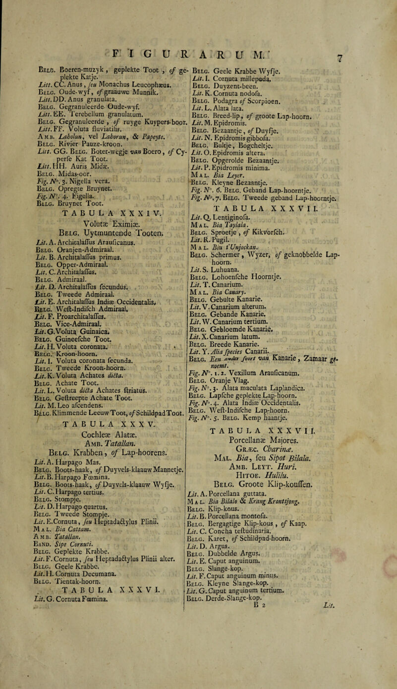 Belg, ßoeren-muzyk , gepiekte Toot , of piekte Katje. Litt. CC. Anus, Jeu Monachus Leucophaeus. Belg. Oude-wyf, of graauwe Munnik. Litt. DD. Anus grauulata. Belg. Gegranuleerde Oude-wyf. Litt. LE. Terebellum granulatum. Belg. Gegranuleerde , of ruyge Kuypers-boor. Litt. FF. Voluta fluviatilis. Amb. Laholun, vel Lahorun, & Papeyte. Belg. Rivier Pauze-kroon. Litt. GG. Belg. Boter-wegje van Boero, of Cy- perfe Kat Toot. Litt. HH. Auris Midae. Belg. Midas-oor. Fig. N°. 3. Nigella vera. Belg. Opregce Bruynet. Fig.N°. 4. Eigel la. Belg. Bruynet Toot. TABULA XXXIV. Volutae Eximiae. Belg. Uytmuntende Tooten. Lit. A. Architalaflus Arauficanus. Belg. Oranjen-Admiraal. Lit. B. Architalaflus primus. Belg. Opper-Admiraal. Lit. C. Architalaflus. Belg. Admiraal. Lit. D. Architalaflus fecundus. Belg. Tweede Admiraal. Lit. E. Architalaflus Indiae Occidentalis,. Belg. YVeft-Indifch Admiraal. Lit. F. Proarchitalaflus. Belg. Vice-Admiraal. Lir.G.Voluta Guinaica. Belg. Guineefche Toot. Lit. H. Voluta coronata. Belg. Kroon-hoorn. Lit. I. Voluta coronata fecunda. Belc. Tweede Kroon-hoorn. Lit. K. Voluta Achates difta. Belg. Achate Toot. Lit. L. Voluta dicta Achates ftriatus. Belg. Geflreepte Achate Toot. Lit. M. Leo afcendens. Belg. Klimmende LeeuwToot, o/SchildpadToot. TABULA XXXV. Cochleae Alatae. Amb. Tatallan. Belg. Krabben, of Lap-hoorens. Lit. A. Harpago Mas. Belg. Boots-haak, of Duyvels-klaauwMannetje. Lit. B. Harpago Fcemina. Belg. Boots-haak, o/Duyvds-klaauw Wyfje. Lit. C. Harpago tertius. Belg. Stompje. fit. D. Harpago quartus. Belg. Tweede Stompje. Lit. E.Cornuta, feu Heptada&ylus Plinii. Mal. Bia Cattam. Amb. Tatallan. Band. Sipe Cornuti. Belg. Gepiekte Krabbe. Lit. F. Cornuta, feu Heptada&ylus Plinii alter. Belg. Geele Krabbe. Lit. II. Cornuta Decumana. Belg. Tientak-hoorn. TABULA XXXVI. Lit. G. Cornuta Foemina. ge- Belg. Geele Krabbe Wyfje. i Lit. I. Cornuta millepeda. , Belg. Duyzent-been. Lit. K. Cornuta nodofa. Belg. Podagra of Scorpioen. Lit. L. Alata lata. I Belg. Breed-lip, of groote Lap-hoorn. Lit. M. Epidromis. Belg. Bezaantje, 0/Duyfje. Lit. N. Epidromis gibbofa. Belg. Bultje, Bogcheltje. Lit. O. Epidromis altera. Belg. Opgerolde Bezaantje. Lit. P. Epidromis minima. Mal. Bia Leyer. Belg. Kleyne Bezaantje. Fig.N°. 6. Belg. Geband Lap-hoorntje. Fig. N°. 7. Belg. Tweede geband Lap-hoorntje. TABULA XXXVII. Lit. Q. Lentiginofa. Mal. Bia Taylala. Belg. Sproetje , of Kikvorfch. Lit. R. Pugil. Mal. Biu t'Unjockan. Belg. Schermer, Wyzer, of geknobbelde Lap- hoorn. Lit. S. Luhuana. Belg. Lohoenfche Hoorntje. Lit. T. Canarium. Mal. Bia Canary. Belg. Gebulte Kanarie. Lit. V. Canarium alterum. Belg. Gebande Kanarie. Lit. W. Canarium tertium. Belg. Gebloemde Kanarie, Lit. X. Canarium latum. Belg. Breede Kanarie. Lit. Y. Alia fpecies Canarii. Belg. Een a*{isr fuort van Kanarie, Zamaar gt» noemt. Fig.N°. 1.2. Vexillum Arauficanum. Belg. Oranje Viag. Fig.N°. 3. Alata maculata Laplandica. Belg. Lapfche gepiekte Lap-hoorn. Fig. N°. 4. Alata Indiae Occidentalis. Belg. Weft-Indifche Lap-hoorn. Fig. N°. 5. Belg. Kemp haantje. TABULA XXXVII. Porcellanae Majores. Gr^ec. Charina. Mal. Bia, feu Sipot Bilala. Amb. Leyt. Huri. Hitoe. Hulilu. Belg. Groote Klip-kouflen. Lit. A. Porcellana guttata. Mal. Bia Bilalo & Kräng Krontsjong. Belg. Klip-kous. Lit. B. Porcellana montofa. Belg. Bergagtige Klip-kous , of Kaap. Lit. C. Concha teftudinaria. Belg. Karet, of Schildpad-hoorn. Lit. D. Argus. Belg. Dubbelde Argus. Lit. E. Caput anguinum. Belg. Slange-kop. Lit. F. Caput anguinum minus. Belg. Kleyne Slange-kop. Lit. G. Caput anguinum tertium. Belg. Derde-Slange-kop.