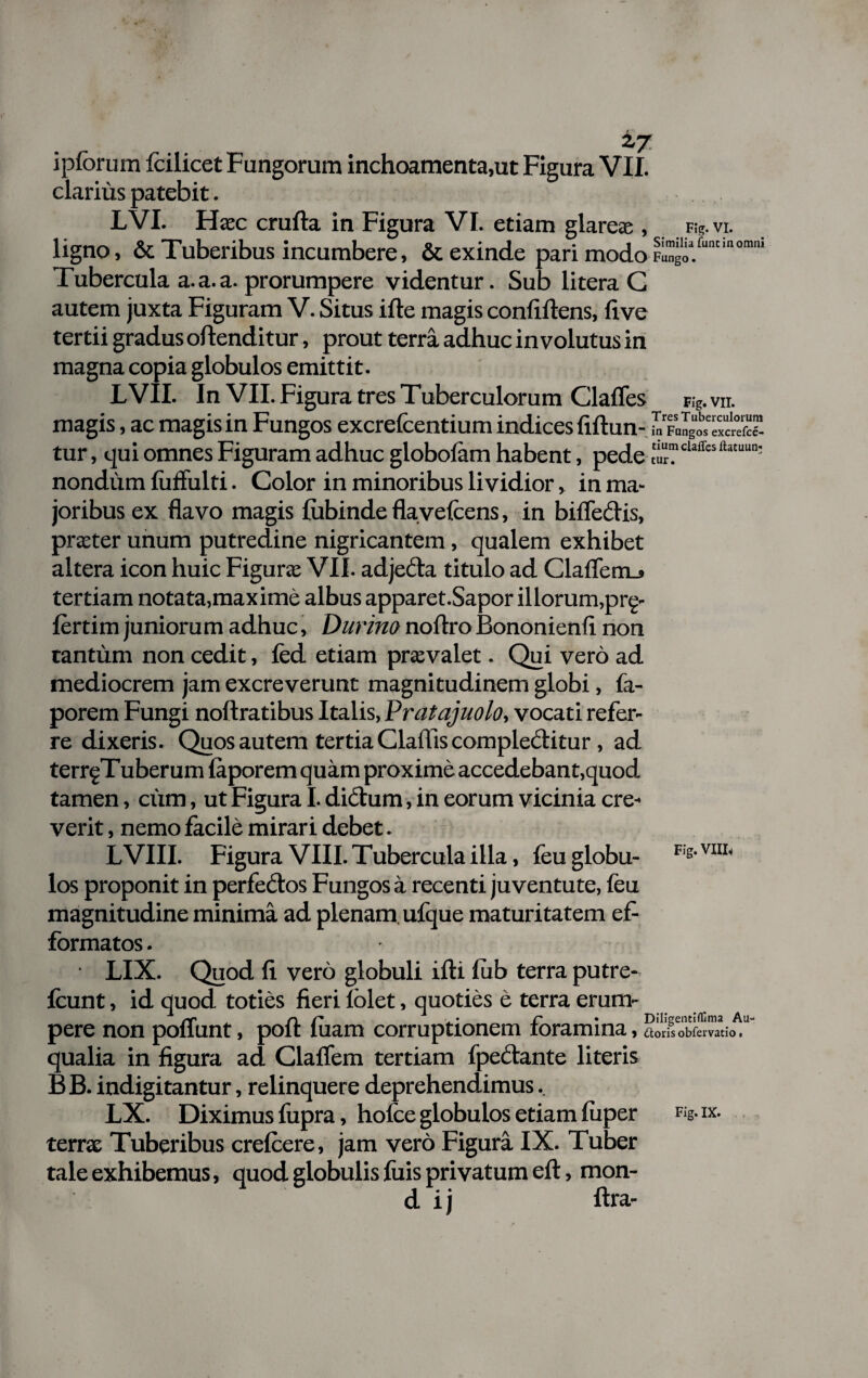 i/ iplorum fcilicet Fungorum inchoamenta.ut Figura VII. clarius patebit. LVI. Hasc crufta in Figura VI. etiam glareae , f*. vi. ligno, & Tuberibus incumbere, & exinde pari modo Tubercula a.a.a. prorumpere videntur. Sub litera G autem juxta Figuram V. Situs ifte magis confidens, live tertii gradus oftenditur, prout terra adhuc in volutus in magna copia globulos emittit. L VII. In VII. Figura tres Tuberculorum Clafles Kg. vn. magis, ac magis in Fungos excrefcentium indices fiftun- tur, qui omnes Figuram adhuc globofam habent, pede t'i“”claff£S ‘htu“n' nondum luffulti. Color in minoribus lividior, in ma¬ joribus ex flavo magis liibinde flavefcens, in bifiedis, praeter unum putredine nigricantem , qualem exhibet altera icon huic Figurae VII. adjeda titulo ad ClafTem_» tertiam notata,maxime albus apparet.Sapor illorum,prg- lertim juniorum adhuc, Durino noftroBononienfi non tantum non cedit, fed etiam praevalet. Qui vero ad mediocrem jam excreverunt magnitudinem globi, fa- porem Fungi noftratibus Italis, Pratajuolo, vocati refer¬ re dixeris. Quos autem tertia Claffis compleditur, ad terr^Tuberum laporem quam proxime accedebant,quod tamen, cum, ut Figura I. didum, in eorum vicinia cre¬ verit , nemo facile mirari debet. LVIII. Figura VIII. Tubercula illa, feuglobu- F!s'vni' los proponit in perfedos Fungos a recenti juventute, feu magnitudine minima ad plenam, ulque maturitatem ef- formatos. LIX. Quod fi vero globuli ifti fiib terra putre- fcunt, id quod toties fieri lolet, quoties e terra erum- rc . n f • r * DiliseiitifCma All- pere non ponunt, pou luam corruptionem ioramma > doris obfervatio. qualia in figura ad Claffem tertiam fpedante literis B B. indigitantur, relinquere deprehendimus. LX. Diximus fupra, holce globulos etiam fuper Rg-ix. terras Tuberibus crelcere, jam vero Figura IX. Tuber tale exhibemus, quod globulis luis privatum eft, mon- d ij ftra-