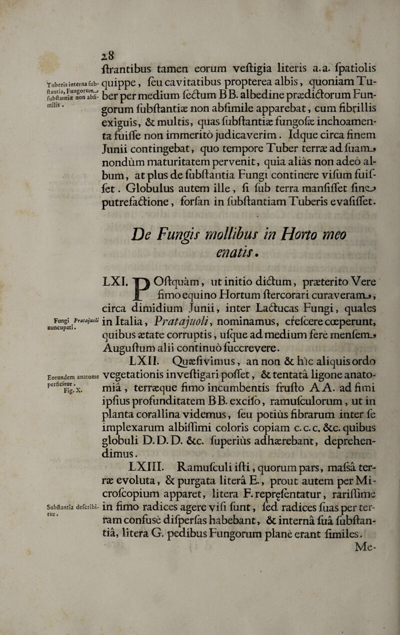 i 8 lirantibus tamea eorum veftigia literis a.a. fpatiolis Tuberis interna fub- quippe, leu cavitatibus propterea albis, quoniam Tu- SS* ber per medium lectum B B. albedine praididorum Fun- mihs' gorum lubftantise non ablimile apparebat, cum fibrillis exiguis, & multis, quas fubftantias fungofe inchoamen- ta fuilTe non immerito judicaverim. Idque circa finem Junii contingebat, quo tempore Tuber terrae ad fuam_» nondum maturitatem pervenit, quia alias non adeo al¬ bum , at plus de lubftantia Fungi continere vifum fuif- let. Globulus autem ille, fi fub terra manfilTet fine-» putrefactione, forfan in fubltantiam Tuberis e validet. De Fungis mollibus in Horto meo enatis, LXI. TH| Oftquam, ut initio didum, praeterito Vere JL fimo equino Hortum ftercorari curaveram_>, circa dimidium Junii, inter Laducas Fungi, quales Fungi in Italia, Pratajuoli, nominamus, cfelcere coeperunt, nuncupatu ^ r , r * r quibus aetate corruptis, ulque ad medium iere menlem_^ Auguftum alii continuo fuccrevere. LXII. Qusefivimus, an non & hic aliquis ordo Eonmdem anatome vegetationis inveftigari poffet, & tentata ligone anato- perficitur mia, terraeque fimo incumbentis frufto A A. ad fimi ipfius profunditatem B B. excilo, ramufculorum, ut in planta corallina videmus, feu potius fibrarum inter fe implexarum albiffimi coloris copiam c. c. c. &c. quibus globuli D. D. D. &c. fuperiiis adhaerebant, deprehen¬ dimus . LXIII. Ramufculi ifti, quorum pars, mafsa ter¬ rae evoluta, & purgata litera E., prout autem per Mi- crofcopium apparet, litera F. reprgfentatur, rarilTime Subftantia. defcribi- in fimo radices agere vifi funt, led radices fuas per ter¬ ram confuse difperlas habebant, & interna lua fubftan- tia, litera G. pedibus Fungorum plane erant fimiles. Me-