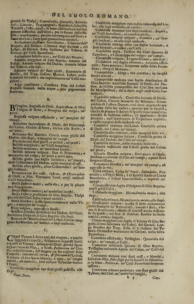 del suolo romano. generi ili Tlafpi, Convolvoli, Geranii, Ranun- coli, Linarie, Tragopogoni, Garofani, Lincidi, Tracelli, Cifti, quali, fe bene ciafcheduna nel fuo genere difFerifca dall’altra , per la forma della fo¬ glia , nondimeno, perche convengono nel fiore, e fame dovuto , fotto quel genere fono arrolati. Androfemo mafiìmo fruttifcente . Climenodell* Àngui 1. del Gefner. Climeno degl' Italiani , del Lobel. di Gerard. Erba Siciliana del Tabern. di Gefner. ne’Colli Farnefiani. Androfemo bifolio acro , ne’ Colli del Pineto ; Ammio maggiore di Gio: Beguin. Ammio del Fufch. Ammio volgare dei Dodon. Ammio felino del Tabern. alle ripe . Agerato volgare de» fiori gialli. Eupatorio di Mefue , del Trag. Gefner. Mattiol. Lobel. nella fommita del colle j ma copiofamente ne’ Colli ma¬ ritimi. Alga capillacea .Conferva PHn. del Lobel. Anguil. Gerard, nelle acque , che pigramente {corrono. r ° B. BOragine. Buglofla di Diofc. Euphmjtnon. di Piin^ Lingua di Bove , e Boragine del volgo, ne* prati. h camp?105* V°l2are officinale » ne* margini de» Buftalmo feniculaceo di Diofc. del Dalecamp. del Colon. Occhio di bove, vicino alle {tracie, e ne prati. Buftalmo del Mattiol. Cotula terza gialla del Dodon. alle fiepi, e margini de’campi. Blattaria con fiori gialli, e pallidi , ne’prati ; Bel lide maggiore , oe’Colli farnefiani. Bellidemezzana, ne’medefimi luoohi. Bellide minore volgare. Fior di Primavera,• e margarita del volgo , ne’prati a tutti nota. Bellide gialla con foglia laciniata, ne’campi. Cioè Crilantemo del Dodon. nelle margini di e {fi. Bellide altra gialla, -altroCrifantemo : ne’luo¬ ghi fuddetti. Bettonica con fior roflb. Ctftron, & Pfttorropbon di Diofc. e Plin. Vettonica Cord, negli ombrofi Colli farnefiani. Burfa Pa/loris ma\or, nelle vie, e per le piazze non frequentate. r Burfa Pafioris minnr, ne’medefimi luoghi. • BUrJa/^'ÌSr Ìerfolinta di Gio: Beguin. Tlafpi piccolo del Ciuf, fopra i muri antichi. Bieta filveftre : nafce fpontaneamente nelle Vi¬ gne , e margini de’ campi . Blito volgare, appresole ftrade. Braffica filveftre perfidiata del Dodon. del Cord. Perfidiata fihquofa di Gio: Beguin. alle fiepi. . Saccaie de* Monfpolienfidel Lobel. Coniza mag- gioie del Mattiol* ne5 bofchi* e fiepi ombrofe* c. CApel Venere è detto così dal tingere, e render leggiadri i capelli , fattamente fiippolli limili a quelli di Venere. Adianto di Diofc. perchè aquas refpuit fecondo Plin., e Teofr . Pollitricon dette¬ ci, e Galhtricon , dal tingere , e farcrefcere folti i capelli. Cincinttalis terra, &fontium de’Latini, ii truova di due fpecie bianco, e nero, ne’ Juo°hi «midi, ed ombrofi, fuol nafcere finanche dentro * Pozzi. ^Confonda maggiore con fiori gialli pallidi, alle Teat, Donz. 1 f maS&l°re con radice tuberofa del Lo- Del. alle fiepi Ombrofe, ed umide . mezzana con fiori turchini. Bapula , ne Colli farnefiani, ed umidi copiofa . Confolida minore volgare , Prunella , ne’ luo¬ ghi luddetti, ed alle fiepi ombrofe . Confolida minore altra con foglie laciniate, e fiori bianchi , o carnei ,ne’Colli . Confolida regia. Delfino del Ciuf. Sperone di Cavaliere, e Calcatrippa del volgo : ne’campi. Cinoglqfla volgare. Lingua dicane , alle fiepi ; Ciclamine con foglia ederacea , Artanita offici¬ nale . Pane porcino, frequente nella felva Farne- iiana , dettadi Madama . Cameptifide . Ajuga , Iva artetica , in luoghi fecchi arenoh. Cameptifide mofcata con foglie denticulate di Gioi Beguin. Antillide feconda di Diofc. del Do¬ don. Antillide cameptifide del Ciuf. Iva mofcata de’Monfpolienfi, del Lobell. negli aridi Colli Far¬ nefiani . Condrilla tuberofa . Condrilla feconda di Diofc; del Colon. Cicoria ftrumofa del Miconio. Emor¬ roidale di Cadore Durant. così detta non tanto per la forma della fua radica, quanto per la facoltà, che ha di placare il dolore di quelle vene tumefatte, contufa la fuddetta radica, ed applicata: Herba Stridula , nell’Amfiteatro di Vefpafiano copiofa, e nelle margini delle ombrofe vie . Condrilla viminea del Lobel. Condrilla prima di Diofc. del Colon . ne’ campi. Condrilla alta viminea , nelle margini delle vie . Condrilla maggiore incana . Condrilla prima di Diofc. del Dodon. del Ciuf, ne’ campi. Condrilla minore, nelle margini delle vie . Cicoria vefììcaria con il fiore giallo del Colon.' ne’ prati. Cicoria filveftre volgare. Serti picris di Diofc. Intìbum erratìcum di Plin. ne’campi, e prati tutti frequentiflìma. Cocomero filveftre , ne’margini de’campi, ed apprefto le vie. Calta volgare. Calta de’ Poeti. Calendula, Fior rancio , e d’ogni Mefe , è di facoltà limile al Cardo Benedetto, e li fiori fono cordiali, e capitali ne* campi. Clinopodio con foglie d’Origanodi Gio: Beguin.’ negli aridi Colli. Celidonia maggiore . Hirundinaria ma\or , alle fiepi. Celidonia minóre. Hirundinaria minori alle fiepi. Scrofularia minore: quella fi deve annoverare nella famiglia de’Ranuncoli, avendo i fiori, efe- me di Ranuncolo, eflendo di qualità anche diffimi- le da quelli $ nel fine di Febraro fiorifce infuolo umido, ovvero fangofo. Circea maggiore con foglie di Solatro di Gio: Be- gum-Circea lutetiana del Lobel,. del Gerard. Lap¬ pa filveftre del Trag. Erba di S. Stefano del Ta¬ bern. Ocimaftro verrucario del Gefner. nella Selva Farnefiana. Camedrio officinale, Triflagine . Quercióla del volgo , ne’campi, e Colli . Camedrio unicaule fpicato di Gio: Beguin. Triflagine unicaule Apulo del Colon, ne’ Colli del pineto . Centaurea minore con fiori rolli » o bianchi » Ltbadion. Plin. Fe bri fuga per la facoltà in difcaccia- re la febee . felterra: ne* Colli Farnelìani frequen- tilfima . Centaurea minore perfoliata con fiori gialli del Tabern. del Ciuf. ne_’ medelìmi luoghi • b 5 Ceti-