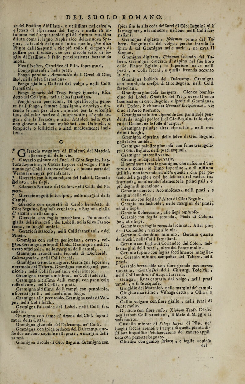 ze del FralIIno diftillata , e utiliifima nel calcolo, e Ittero di efperienza del Tago , e mcffa in in- fulìone nell’acqua tepida gli dà tintura turchina dtluta corne il legno Nephritico della nuova Spa¬ gna, la facoltà del quale imita quello, che dice Plinio delli Serpenti , che più tofto fi elegono di paflfare per il fuoco, che per circolo fatto di fo¬ glia di JFraifino, è fallo per efperienza fattane da molti. Fico fi 1 ve (Ire. Caprifico di Plin. fopra muri. . Pongo pratenfe , nelli prati, Fongo porcino. Ammanita delli Greci di Gio^ Bod, nella felva Farnelìana» Fongo giallo , Galletti del volgo , nelli Colli farnefianì, Fongo ignario del TVag» Fongo ignaria, Efca «letto del Celai pin. nella felya faraeiìana» Ponghi varji perniciofi. Di qualfivogUa gene* re lìa il fongo. Tempre è maligno , e nocivo , no* cendo le non per altro , almeno per la vifcofità lqa , dal calor nativo è infuperabi le $ d’onde fe- gue , che la Teriaca, e altri Antidoti nella cura non giovano . le non mefchiati con Oximeli, o fempiici, o fallitaci, o altri medicamenti inci*» tivi , G J Ieracio maggiore di DIofcorì del Mattiol, vJJ alle margini delle vie, ? Gieracio minore del Fucf, di Gio: Beguin, Lat- tuca Leporina , e Caccia Lepore del volgo, l’Au¬ tunno ne’Colli fi trova copiofit, e buona parte del Verno fi mangia per inlalata. * Gieracio con filiqua falcata del Lobell, Geracio llellato , alle fiepi, * Gieracio Barbato del Colon, nell» Colli del Fi* meto, * Gieracio angmìifolio afpro, nelle margini delli Campi, * Gieracio con capitelli di Cardo benedetto di Gio; Beguino, Bugìolfa ecqhiade , e Rughila gialla d’ alcuni, nelli campi, * Gieracio con foglia macchiata . Fulmonaria gialla delilFiancefi, del Lobell, nella feiva Farne* Lana, in luoghi umidi. * Geracio fruttìcolo, nelli Colli farpefiani * e del Pineto. Gramigna con radica genicolata, overo , vol¬ gare. Gramigna prima di Diofc, Gramigna medica, overo officinale, nelle margini delli campi. « Gramigna arundinacia feconda di Diofcorid* Calamagrotir, nelli Colli fecchi. Gramigna tremola magiore. Gramigna leporina, e tremola del Tabern. Gramigna coneleganti pan- fficole, neUi Colli farnelìani, e del Pineto, Gramigna tremola minima , ne’ColIi futidetti. Gramigna altiifima delli campi con pannicele xoffe qfeure * nelli Colli, e prati. Gramigna altiifima delli campi con pennicole» e fioretti gialli, nei medelìma luogo. Gramigna alle pecuroide. Gramigna coda di Vol¬ pe * nelli Colli fecchi. Gramigna Falacoide del Lobel. nelli Colli far- nell a ni. Gramigna con Teme d'Avena del Ciuf, fopra i muri della Città, Gramigna glumofa del Dalecamp. ne’ Colli, Gramigna con fpica ordaceadel Dalecamp, que- fle due nafcono copiofe nelli prati , e margini delli campi. Gramigna tiroide di Gio*. Beguin. Gramigna con fpica Cimile alla coda de* Sorci di Gio: Bé^tiinr Vi è la maggiore, e la minore , nafcono nelli Colli far- nefiani. Gramigna digitata , Ifchemon primo del Ta* bern. Sanguinaria del volgo, perche intrufa la fpica di tal Gramigna nelle narici , ne cava il Sangue, Gramigna digitata, Ifchemon fecondo del Ta¬ bern. Gramigna cruciata d’Alpino nel fuo libro delle Piante Egizie ; la fuperiore nafee nelli prati , e Colli fecchi, e quella feconda accanto le vie, Gramigna bulfrofa del Dalecamp. Gramigna con pannieola crefpa di Gio; Beguin, nelli Colli farnelìani, Gramigna gioncofa lanigera. Gionco bomba- cino del Lobel. Gnafalio del Trag, overo Gionco bombacino di Gio** Beguin. e fpecie di Gramigna , e dal Dodon, è chiamata Grame» Eriophornm , vU Cino al Porto Romano. Gramigna palutlre ciperoide con pannicole pen¬ denti da lunghi pedicelli dFGio:Beguin, falfo cipe¬ ro del Dodon. nelle fofle d’ acqua.* Gramigna paludre altra ciperoide , nelli me- defimi luoghi. Gramigna ciperina delle felve di Gio; Beguini celle felye umide. Gramigna paludre gioncofa con Cerne triangola¬ rceli Gio: Beguin. nelli prati acquo!! « Gramigne pratenfi varie. Gramigne acquatiche varie, 11 nominare tutte le gramigne, che nafcono d’in¬ torno a Roma, io (limo fuperfluo « e di nifTuna Utilità, non fervendo ad altro quelle, che per pa- fcolo delle gregie j così ho lafciato tal fatica in- fruttuofa, nominando fqtacnente le principali , e più degne di menzione , Geranio odorato . Aco mofeato , nelli prati , e margini delle vie. Geranio con foglia d’Altea di Gio: Beguin. Geranio mallachoide , nelle margini de’ prati » ed alle fiepi. Geranio Roberzhno * alle fiepi ombrofe- Geranio con foglia rotonda < Piede di Colom¬ bo , alle fiepi. Geranio con foglia rotonda laciniata. Altri pie¬ de di Colombo, vicino alle vie. Geranio Colombino minimo. Geranio quarto del Fuchi, nelli Colli farnefiani. Geranio con foglia di Coriandro del Colon, nel¬ le margini delli prati , oltre del Ponte molle . Geranio lupino con foglia fottilmente intaglia¬ ta , Geranio minore campeftre del Tabern, nelli prati. Geranio betracoide con fiore grande pavonazzo turchino. Gratta Dei delli Chirurgi Tedefchi « nelli Colli ombrofi d’Acqua traverfa. Galega. Ruta capraria del volgo, nelli prati umidi , e folle acquofe, Giugidio del Matthiol. nelle margini de’ campi.’ Gingidomaritimo , Vifnaga detto , a Odia, e Porto. Gallio volgare con fiore gialla , nelli Prati di Ponte molle. Gladiolo con fiore rodo » Xiphion Teofr. Diofc. negli erbofi Colli farnefiani , il Mele di Maggio fi vede fiorito. Gnafalio minore di fi lago Impia di Plin, ne’ luoghi lecchi arenoti j l’acqua di quella pianta di- ftillata impedifee l’efulcerazione del cancro appli cata con pezzette bagnate. _ Ginellra con gambo XtfiaCo , e foglie copiofe dei