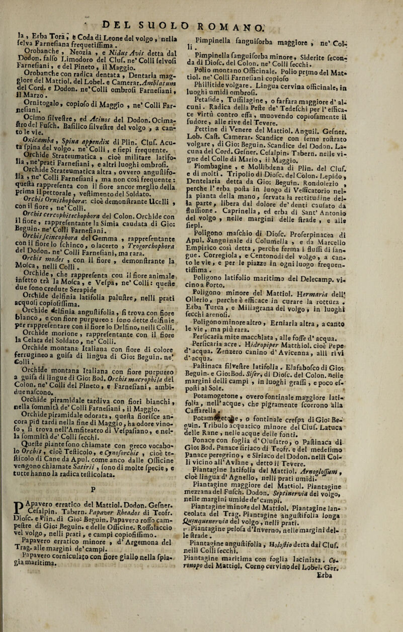 !a , Erba Tori, 6 Coda di Leone del volgo,'nella lelva Farnefiana frequetilfima . Orobanche , Neozia , e Nidus Avi* detta dal Dodon. fallo Limodoro del Ciuf, ne’ Colli (elvofi Farnefiani, e del Pineto , il Maggio. . °r°banche con radica dentata j Dentaria mag- giore del Mattiol. del Lobel. e Camerar.Amblatum del Cord, e Dodon. ne*Colli ombrofi Farnefiani, il Marzo. iiefi^ni1102310’ C0Piafo di Maggio , ne’Colli Far- Ocimo filveftre, ed Acino* del Dodon. Ocima- «rodel Fufch. Bafilico filveftre del volgo , a can¬ to le vie. ù Oxicamba , Spina appendix di Plin- Ciuf. Acu- ta|^inL-je Vo^°* scolli, efiepi frequente. Orchide Strateumatica , cioè militare latifo- Farnefian* » e altri luoghi ombrofi. Orchide Strateumatica altra , ovvero anguftifo- lia , ne Colli Farnefiani, ma non cosi frequente : quelta rapprefenta con il fiore ancor meglio della PetCorale » veftimentodel Soldato. rchis Ornitbophora: cioè demonftrante Ucelli , con il fiore, ne’Colli. Orchi* cercophitechophora del Colon. Orchide con ill fiore , rapprefentante la Simia caudata di Gio: Begum. ne’Colli Farnefiani. rchisJcincophora del Gemma , rapprefentante con il bore 1° fchinco, o lacerto , Troporchophora ne* ^'0^* Farnefiani, ma rara. rchis mode* , con il fiore , demonftrante la Molca, nelli Colli. Orchide, che rapprefenta cou il fiore animale inietto tra la Mofca , e Vefpa, ne’Colli: quelle due fono credute Serapide 4 Orchide delfinia latifolia paluftre, nelli prati acquo!) copiofiflìma. r Oichide delfinia anguftifolia, fi trova con fiore bianco , e con fiore purpureo : lono dette delfinie per rapprefentare con il fiore lo Delfino, nelli Colli. Orchide morione , rapprefentante con il fiore la Celata del Soldato, ne’Colli. Orchide montana Italiana con fiore di colore ferrugineo a guifa di lingua di Gio: Beguin. ne’ Orchide montana Italiana con fiore purpureo a guifa di lingue di Gio: Bod, Orchi*mncrophila del Colon, ne’Colli del Pineto, e Farnefiani, ambi- duenafcono. Orchide piramidale tardiva con fiori bianchi, cella fommità de’ Colli Farnefiani, il Maggio. Orchide piramidale odorata, quella fiorifce an¬ cora piò tardi nella fine di Maggio, ha odore vino- fo , fi trova nell’Amfiteatro di Vefpafiano, e nel¬ la fommità de’Colli fecchi. Quelle piante fono chiamate con greco vocabo¬ lo^ Orchi* y cioè Tefticolo, tCynoforchis , cioè te- fticolo di Cane da Apul. come anco dalle Officine vengono chiamate Satirii , fono di molte fpecie, e tutte hanno la radica tellicolata. PApavero erratico del Mattiol. Dodon. Gefner. Cefalpin. Tabern. Papaver Pheados di Teofr. Diofc. e Plin. di Gio; Beguin. Papavero rollo cam- peftre di Gio: Beguin. e delle Officine. Rosolaccio vel volgo, nelli prati, e campi copiofiffimo. Papavero erratico minore , d’Argemona del Trag. alle margini de’campi. Papavero corniculafo con fiore giallo nella fpia- giamaritima. j. Pimpinella fanguiforba maggiore ,~ ne* Col- Pimpinella fanguiforba minore. Siderite fecon¬ da di Diofc. del Colon, ne’ Colli fecchi. • P°li0 montano Officinale. Polio primo del Mat* tiol. ne Cola Farnefiani copiofo Phillitide volgare. Lingua cervina officinale, in luoghi umidi ombrofi. Petalìde , Tuffiiagine , o farfara maggiore d’ al¬ cuni. Radica della Pelle de’Tedefchi per 1’effica¬ ce virtù contro effa, muovendo copiofamente il fudore, alle rive del Tevere. Pettine diVenere del Mattiol. Anguil. Gefner. Lob. Cali. Camerar. Scandice con fieme roftrato volgare , di Gio: Beguin. Scandice del Dodon. La- cuna del Cord#Ge(ner# Cefalpin* Tabern# nelle vi* gne del Colle di Mario, il Maggio. Piombagine , e Mollibdena di Plin. del Ciuf, e di molti. Tripolio di Diofc. del Colon. Lepido , Dentelaria detta da Gio: Beguin. Rondolezio , perche l’erba polla in luogo di Vellìcatorio nel¬ la pianta della mano, fervata la rettitudine del¬ la parte, libera dal dolore de’denti caulato da flu ffione. Caprinella, ed erba di Sant’Antonio del volgo , nelle margini delle ftrade , e all® fiepi. Poligono mafchio di Diofc. Proferpinacea di Apul. -Sanguinale di Columella , e da Marcello Empirico così detta , perche ferma i flulfi di fan- gue. Corregiola , e Centonodi del volgo, a Can¬ to le vie, e per le piazze in ogni luogo frequen- tiffima. Poligono latifolio maritimo del Delecamp. vi¬ cino a Porto. r Poligono minore del Mattiol. Uermaria dell; Ollerio, perche è efficace in curare la rottura 1 Erba Turca , e Millagrana del volgo i in luoghi fecchi areno!!. Poligono minore altro, Erniaria altra , a canto le vie , ma più rara. Perficaria mite macchiata , alle fotte d* acqua. Perficaria acre . Hidropiper Matthiol. cioè Pepe d acqua. Zenzero canino d’Avicenna, alli rivi d’acqua. Paftinaca filveftre latifolia. Efafabofco di Gio: Beguin. e Gio:Bod. Sifer, di Diofc. del Colon, «elle margini delli campi , in luoghi graffi , e poco ef- poftialSole. Potamogetone , overofontinale maggiore lati- fol'a, nell acque, che pigramente fcorrono alla CafFarella. Potam#etq|e, o fontinale crefpa di Gio: Be¬ guin. Tribulo acquatico minore del Ciuf. Latuca delle Rane , nelle acque delle fonti. Ponacecon foglia d’Oìufatro, o Paftinaca di Gio: Bod. Panace lìriaco di Teofr. e del medefimo Panace peregrino, e Siriaco del Dodon. nelli Col¬ li vicino all’Aviane , detto il Tevere. . Piantagine latifolia del Mattiol. ArnogloJTum , cioè lingua d’Agnello, nelli prati umidi. Piantagine maggiore del Mattiol. Piantagine mezzana del Fufch. Dodon. Septinervia del volgo, nelle margini umide de’campi. Piantagine minore del Mattiol. Piantagine lan¬ ceolata del Trag. Piantagine anguftifolia longa Quinquenervia del volgo , nelli prati. T ' £ia?tasine pelofa d’inverno, nelle margini del¬ le ftrade . Piantagine anguftifolia , Holo/h’o detta dal Ciuf, nelli Colli fecchi. Piantagine maritima con foglia laciniata. Co¬ ronopo del Mattiol. Corno cervino del Lobel. Ger. Erba