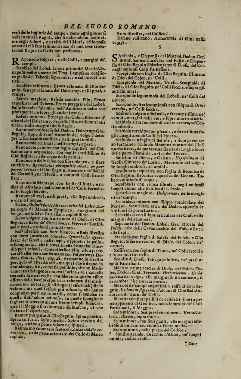 w DEL SUOL yard dalle ingiurie del tempo, come ogni giorno fi vede in tutti i Ragni, che fi nafcondono nelle ci¬ me degli Albori, e cavità delli Muri , ed io po/To ancor di ciò fare teftimonianza di non aver trova¬ to mai Ragno in Galla non perforata . R Aponzolo volgare , nell! Colli, e margini de’ campi. Rapiftro del Lobel. Irione primo del Mattiol.Se- nape Silveftre quarto del Trag. Lampfana conjfio- re giallo del Tabern. Copra muri, e calcinacci an¬ tichi. Rapiftro echinato » Eruca echinata di Gio: Be- guin. Sepape echinata del Dalecamp. nell! prati, e campi. Refeda magiore. Refeda candida Plin. Eruca cantabrica del Tabern. Eruca peregrina del Lobel. Fallo Struzio d’alcuni, nell’ Amfiteatro nafce co- piofamente , e Copra gli antichi muri. Refeda minore. Erucago del Colon. Fiteuma d’ alcuni,dei Dalecamp. Perpelfa Plin.nellimuri an* Cichi, e alle margini delle ftrade. Ranuncolo tuberofo del Dodon. Dalecamp.Gio: Beguin. Rapo di Sant’ Antonio del volgo , detto per la fua facoltà cauftica , nell! prati umidi. Ranuncolo echinati, nelli campi, e prati. Ranuncolo paluftre con foglie capillari del Col. Ranunculo acquatico, con foglie fottiiiffime di Gio: Beguin. nelle acque delle paludi. Ranuncolo delle felve con fiore bianco , e fiore turchino. B^anunculus pbrapmitit albus, & pur- fureus vernus di Gio; Beguin. Anemone de’Bofchi del Gemelli, ne’felvofi , e ombrofi Colli Farne- fiani. Ranunculo Montano con foglia di Ruta , era¬ dica di Afpalato , nella fommitàde’Colli Farnelìa- jii in luoghi felvofi. Ranuncoli vari, nelli prati, alle fiepi ombrofe, • vicino l’acque. Rufco, Oximirfmesì Mirtacanthadel Lobel.Sco- pa Regia di Marcello Empirico . Pungitopi del volgo , nella felva Farnefiana copiofiflìmo . Rovo volgare con frutto nero di Diofc. di Gio: Beguin. e Batos de’ Greci Sentir. Vepres de’Latini, nelle iiepi, e spineti, a tutti noto . Rofafilveftre con fiore bianco, e Rofa filveftre con fiore incarnato odorato. Cynorrhodos Cynos~ batos de’Greci, nelle fiepi, efpineti: la palla , o fpongiuola , cheli trova in elfa è (ingoiar rime- dio per i calcoli, come riferifce Plin. lìb. cap. a.e ciò effer vero confermano con l’efperienza Do¬ don. Cotti. 2. ìib.i. cap. 2%. Artmanno in Crollio far. 366«ed altri Autori, ma quel che è degno da confiderai, fi e , come fia poffibile, che un Medi¬ camento aftringente muova l’orina , ed i calcoli: ma ceffa la maraviglia conliderando quello eflere effetto della facoltà efpultrice roborata dal medi¬ camento, nè tutti gli aftringenti efferedell’‘ifteffo valore j ma quelli effere piu efficaci* che hanno congiunto parti calde fottili, come fi conofce in queita dall* odore refinofo. In quelle fpongiuole tagliate fi trovano alcuni Vermicciuoli bianchi, quali il Maggio fi trafmutano in Mofche, di che ho fatto r elperienza . Ramno purgante^ GiorBeguin. Spina pontica. Spina tintoria . Spino merlo. Spino cervino del volgo, vicino a ponte Salaro ne’ fpineti. Rofmaiino coronario fruticofo.Libanothìdis co¬ ronaria , nella parte orientale dei Colle di Mario copiolo • ORO MANO Ruta filveftre, nel CoIifeoT Rafano rufticano. Armoraccia di Pliffi nelli cajppi. S SAnicola , e Diapenfia del MattioI.Dodon.Ger^ Brunf. Sanicolamafchia del Fufch. e Diapen- fia di Gio: Beguin Siderite terza di Diofc. del Col. negli ombrofi Colli farnefiani. Scorpioide con foglia di Gio: Beguin. dimeno di Diof. del Colon, ne’ Colli. Scorpioide del Mattiol. Tel elle. Scorpioide di Diofc. di Gio: Beguin.ne’ Colli fecchi, e fopra gli antichi muri. Scorpioide Ieguminofa del Lobell. ne* Colli del Pinete. Scorpioide altra Ieguminofa con filiquadi Orni« topodio , ne’Colli fecchi. Scabiofa volgare officinale, e frequentiffima ne* campi, margini delle vie, e fopra muri antichi.  Scabiofa altra con fiore di colore carneo,ne’Col- U ombrofi . ' Scabiofa turchina con piccola , e ftrettiffima fo¬ glia, negli arenofi Colli del Pineto. Scabiofa con foglie di Bellide , e fiore pavonaz- zo turchino. Scabiofa Montana repente del Ciuf, quella è rara, da me trovata fiorita di Luglio fuori della porta Flaminia , a ripa del Tevere . Smirino di Diofc., eGaleno. Hipofelinum di Teofr. Olufatro de* Latini. Macerone dei volgo, in luoghi ombrofi , ed umidi. Scrofularia acquatica con foglia di Betonica di Gio: Beguin. Betonica acquatica del Dodon. Ta¬ bern. alle foffe d’ acqua . Scrofolaria con radica fibrofa , negli ombrofi luoghi vicino alla Bafilica di S. Paolo . Securidaca magiore . Hedifarum, nelle margi¬ ni de’ campi. Securidaca minore con filique corniculate del Mattiol. Securidaca altra del Dodon. appreffo le vie fuori di porta Latina. Securidaca con filique aciculare del Ciuf, nelle margini delli canneti. Saponaria del Dodon. Lobel. Ger. Struzio del Fufch. erba delli Cavamacchie del Fufc. eRuel. alle fiepi. Stachida con foglia di Salvia del Fufch. e Gio: Beguin. Siderite eraclea di Diofc. del Colon, ne* campi. Salfifraga con foglie di Timo, ne’ Colli fecchi, e fopra muri antichi. Scordio di Diofc. Trifago paluftre, ne* prati u- midi Farnefiani. Siderite prima eraclea di Diofc. del Fufch. Da- lec. Dodon. Ciuf. Terrabit. Herbarìorum. Herba yidaica del volgo, alle margini di un canneto , il Settembre l’ho trovata fiorita . Siderite de’campi anguilifolia roffa di Gio: Be¬ guin. Ladanumfegretum dJalcuni di Gio:Bod.An- coraria di Turn. de’ Colli . Siderite con fiori pallidi da calidetti fuori a pe¬ na apparenti di Gio: Bod. nella fommità de’ Colli Farnefiani, il Maggio . Sedo minore. Semprevivo minore . Vermicu- laria. Aitoon, fopra muri. Sedo minore, con fiori gialli, alle margini om¬ brofe di un canneto vicino a Ponte molle Sedo minimo , nelle pietre del Colifeo . * Simfito grande . Orecchio d’Alìno, ne’ luoghi umidi, vicino a folli. ! Sim-