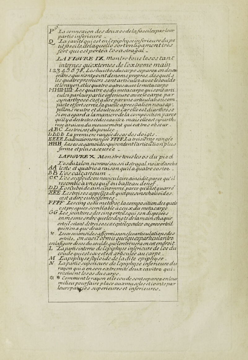 ^ .Lu ccnnûxtûn dcjdciiJcc^ciela.yoj>Jclcspcirt-^^i^f' partie h^erienre . JLci cavitéLjui ceteiLlepip/ii/ecii^ci'LCLit'Caupc litjhjeiU,dela(^Liûlli3sortviih^ixini^ntires f 'ûid c^m cetpcrt^cx l’oeaelrii^cil _ /X. montre fa tu Lee O J tCLîzC iiitBrnes tjuejctenies de leoclrenie mabi Ih'^ ^5 d y B. Ijce/iuictoeduceirpe ecpurez^endcuni' orcircei:fUL n'antpaintctenoniepropree, atcepucle Le J yuali'cJJ rentiers sonturlicuLez>avec LecauLeLe et Le ra.iJ(jit,ctlcs{jualre auh'ûj aucc Le métacarpe I~TI'U1-UI1‘ -Les cjuutie os du mctacarjjc juisoritarti. çuLez purLcurpeit'lie itifericure avec Le carpe pa r sijiiartltrose-.ecstadtre parvne articuLationcom. pacte e^rtsenvédo. {jueLLeajjresû-aLicn rwusajj i pcLLens neutre etdautcuseCarcLLeestdiardirojc si onaeaarda laniaJticrcdcLa composition parce cjuuijadcstejtcsctclescavitcz matscLLccstjp.niirtriz rpjc àruisondu inouucfncnt ijuiesth'cs obscur . ci£C Z.csb'ûisosdujJouLcc . UJbIil> La première raiipec desos des do ijjts. EEEEZéadcuxieniera/ipe'c PFFFd a Iroisiente ranejee HHJî LcsosscsanioidcsijtiitvnclentLarticuLionjjLus Jenne etpLiisaseurce _ LAFJCrl^BJEi 'YL iALonsh'e tous Les OS du ptecL | d’ûsdutuLan,nomnic aussi ilsh'ajjaL, noijoddrcbJ AA Leste et Ljuatrioa raison cju'iiaciuab'ecoste/Zy - EiEi L’aj-cCLlcuticunt . C? C Z ’ûsscapoidûou nauiciiLairc.ainsidit,parce iju'il l'esctnbLca. un esqujf oi l Lsatteau dend^. DZ) JL’osCiiboide.ainsinofnme',parce jiiiLcstq narre EEE ZcstivijosajjpcLLcLdc qudjucsunschaLcôides. cest adiré ciitteifa'rncs. FTFI^ JJescinj os^unictcu'sedacomjjositiondesquels estpresques se/n bLa b/e a cen sc du njetaedrpe (sG- LesJointu/'csdesei/tqorteiLs.quison disposées < en m esme ordre queLcsdoipts delaniain.ehaqiie oiteilestant detrûisos,estCt.pte7epeuLee enprosorLeil, qui n’en a que deux . V Lcsûssesamoidesa/fe/'/nissanslcsarticutatio/isdes ei'teils. on uuûirûfniis qiielqiiesparticidaritez eniafidure desosdit coidde.q/ieL'ontrëiiera e/t cetettebreit, L Lapartieinterne deL'ejsijjLiijse iidedciire de l'os du coudeq/iiestcavectestarâcitle'e au carpe . Aï JJapopliqseJhjLoidede ladite epiphqse . N La partie siqjc/'ieure de LëjsipLuise irdêriciu'e dti rai/on qui a en son eoctrcmite'dciiJc caoitc'Z' qui = r'ce.oiitcnt Lesos du carpe. ^ Comment te rai/on etLeceudcsontsepare-c-enLcui miLi eu poiirfa ire p Lace aiixmiiscLes et io m ts pa v leiu'spa^ies supérieures et irtferieiires.