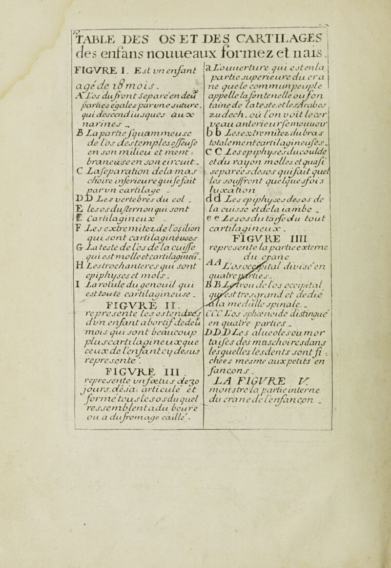 IJ TABLE pES OS ET DES CARTILAGES des enfans nouueaux formez et nais. Est vn errjant TP riGVRE I ag^de i8mois A L‘ûj duJi'oixC Sep arc en deu parliez epales pawneenture. i^uldescendiUspuûs ù.lloc narhies h La partiefquanimcusc de l'os destcmpleso/feufe en son mdicu et ment = braneuseen son circuit^ C Lafcparation delà mas chûirc niferi cure qui Je fait parmi carlilaye - PX)Xc s verte b res du col . E les os dujte mon qui sont C Cariilapnieiix: - P des cjeb'eniitefcde Los dion qui sont cai'li lapiné oses G- La teste de l 'os de la cujfe qui est nlollectcarlilapineiL H Lestroc/iaiitercsqiii sont cpiphqseset mois. I LaroLzilcdupcnoud qui est toute cartilagineuse ^ FIGVKE II. , / représente Les ostendxcs dvn eiifantaborlijdedeù mois qui sont beaucoup pu L j^eu rli lapine U JO que ce uoc de ienjantcq desus représente \ FIGVKF. III . represeï ite vnjfoetxi s dep^o jours.dêjdi articule' et forme tous Les O s du quel 'cessemblentadii beure ou a du fi- 'Onxuge ca -il le '^L'O II lier turc qui est en la purtiesupei'ieuredu cru ne que le eom ni un pet iple appelle/ajoute ne lie oujon taine de la teste.etlesArabes ■z-adeeh, ou Ion voit lecer veau anterleu rfemonuoir b b Lesejeà'cniitez^dubras totalement cartilapi n et Je s. C C Lescpipln/sesducoulde et du raqon molles et quafi \ séparéesdesosqiiijaitquel Los souffrent quelque Jois lujcation '' .. ci d Les ep iphqses des os de la cuisse et de la ïam bc _ Ç Ç Lesosdii tarfedu tou t cartilapincuoc . FIGVRE lin représente la partie eocterne ^ ^ du crâne L’osocQ/pital divise'en quab'c jjJrlies- B BLsni'ou de l'os eecipitul^ n^st trespraud et de die nie du lie spi nale _ CCCL'os spheenoide distinoue en quatre parties^ DD J) Le s alueolescLimor ta Je s des ni aschoi res dans lesquelleslesdents so111fi - ck'ees mes me aux petits en fancpns. LA FIGVKE V: nioiisb'c la partie interne dl i eranedelenfdncpn