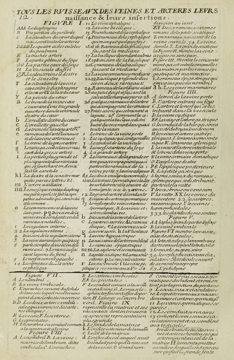 TOVSLES RVISSEAFXDES EEINES ET ARTERES EEVJLS LT. iiaiffaiice & lexir iS infertion^. FIGVBT I. 7 I Lo.VCiiieccph.ulii^uc . division au laret. AAA-Lcdiaphn^mc - t'z Zavelne âaslLufuc . Z>e(/jvramsa//a:oarù'7rrys 73 Vtieportion iJiiycri'ht'dc 7^ fouy'chefnentJclacephulifue venans dolapoltte jcicittijiLC C ZasituaLion ducocurditqtid i ^TcUhxtmeaudela cephaliftie Z im rameau naissant de la naiss-cnttonUslcsarteres qiumancjuCçuelçiie^ois . veine ertira le .^-j-Laveine. ZDJXDZcsquabr aisLesculobcs iSaS.tô, RameaudclacpLialique Sur'aLe.5. La qrandesciatique î Y a b c d e Jctis'antLa medeane iaFiaitreII.riienb'eLai>ein^ r ly Labasliquedccendantaubms aiqaas ou sans pair, i ff.ipDivÎJion de Labasilique FipttrellJ. ntende Le consente •ZoL eflÀsncau deLabasiliquc ment qui est entrelesmcirneLLe s Jhisant Lu rfzedtoeie , et Lama-lti ce parles veines épi ‘ZiLuvcüwaanuneoumediane gastrique et mammaire. 'Liq^Rusiliquepro/ondedevi t,Leranieau e'pigastriquequl séeen dcuJc ranicuuse s'enva iusquesau nombn t ‘Z^Ka/neaudeLuttfdiancalant tï \> .Lesveines mammaires “X-daupctitdoigtetJaijcuitLa. Eaure IIIL. salvatedemarquéepar'ce a5. si. Letronde La veine porte Qédquelquesrameauzcdelartcfe L.lJavtere cntf'ont au Joue quiacompagnentlcsf'omcauoc CFartereetlenerfqui seois^ •xyRetitsscionsqu/setrainenta tribuent dans lu vessicuLe Lapeau.'xd ConT^mentlu ce^ Jb.Laveinecqstique paliqueedabasiquesedisbi EFdavelfieetLatteivaasb'ique bucntdiversemerttdoJisquasi (L. leconauitdela bile qiti serii v? toute Lamain au cosâeduboqau Duodénum Zelrvncde La veine porte H.lesveineset artems qasb'épi _ LescqsLiquesquisontpemetdes ploiques,!. lerameaumesente Le conduit de la vésicule tique IC. lerameau spLe nique Lestxerfsctarteresdujoqe L ta veineet/attereintesLina/e L a grande aitere M lebxtnedela veine porte LaporiionpLusgmadc eC O Lestxvncauozdelagrand£ar NLaveineeoronaitv stomachique plusaparctitedeccrameau terequiaccompapnentquasL O.L'qslploiquedesctre qui seJbiitxLianten deux partoutlesrameauxde la = Fâ l'eptplotqucpostérieure JaitLa carotide . v eine p or te. jdaveine adipeuse R Lapetitegashéque Kl Dadcszb-eetlaseneslreniar d,p.Lesdeiixetnulgentesouixnales S Lesntisseauxdtirameau quéesparéeslett/vskt. lo.ioLesve/uesJpennaliquesladex spleniquequisedistribuenR 111 D atve/e axillaire tresoitdiitroneetlasenesbe de partoulelaivitte ïWlLesitegts-quivontau diaphrap l cmiilgente. it.u. le^xatcctes- T levasbreuecnivenosum nuparleoijuelssejaitLasqui i q, Lagrandeaitcredécendante Vla ratte.Xy. les veines du pathieadntbablûqiueotenbvlui ^ L'oiipinedesai'teiespc/mahqiies mesentere X.'X.lcsat'teres^ elle cerveau . i^ Lcme/langedes veinesetarteivs mesat\xiques .Y lesveines Spermatiques. ^Lesveines et-, licemorrlioidales aitereslombaires. ^ T, .'j.^.lcsolandesdutnesenlero Division delavcineetdel’aitere P taure lesartcressact'ées.àLcmmeau jJd laplusgtxindepatiiodufoqc iliaque.. ^Laveine/nuscule 3 La veine vmbicale Jjüveinesacire. h Zatrliontaue Piotire F~I rnonh'e lesvaisse^ Laveine hqpogas trique alise destesticii les. du qtoulnion E La tra chée a rtere F Lapaitie gibbeuse dujoi/e u-i?Lapat'lie caveditjoqc H La Uesicule diiftel OjEL csdcuxi'cins Le dexh'e et le Jeiiesh'e T La situationdelaveine caveeriLre le diaphragme etlecat urlY. La base du cœur J,aqoointe du exur hc tronc de lu Veuiecctvc s'ou tirant d'vue tresymnde ûtiitcrluredansLe ventricule dextre du cceut • L’oreUleltedextredu coeut' L'oi'eiLLettegauche Lettxuicde lavcineartef'd ranicaiixdcl'artè veineuse et de la veine a Hcricu se Lcbvnc de lagtvsseaitcre Lenvncau soubscLavicriiaL sojttdcLagrosse artère S 1 1 / 2 5 tîf O Lcconitnenceincat Jclavcinc Sans pair, p cqgxtvistondeLa veine ca vca scenda ntc en deu ratncatix notables _ l LaiuguLaue interne. OL, 2, La lugidaireexterne . Ûj Division delà luaulaiïvcxtcnw jr 6 b c s: Lavcineauiiailauyquipassc n La naissance deldtterevmlilical Li le testicule p.çlamentbt an e pattesteniplesdiviseéendeu 1 Lemmeau épigastrique dartosetiuelopcintletesLicuLe rameaux. y.Letximcaiifai Yi 1 WiLasaplieneetsesmrneaiix 2 lemusolesxispen soire santLavcbieduji'cnt . Q Lenerfteeuncncgauclie . L O Lcsramcauxdiv...laveine ce pli O II q. lue A J5 C Fl ni tgure Lenonibril . La vci.ua Vnibicexlc. J.'ouraclios venant digànds de La vessie tequet neseltciuio pointdiinslesbestesacoivies lier, If Lai'c/ye ou ment bre DJJ Lesdeuxarte/'osvmbili = viril. Figure IIC I ules qui viennentdesaitc res iliaques . E Lai ’essio. K Lesi 'itères, cq apres vue représenta Lion D Les artères vni EF. Z esprosta te s F Lccouduiteomu/t alase/iie ce était ri ne, i? .Jl,e i nci sele phincter/aisa n toffiee depot • G I.esprostates. plusgi'ande Il rificiii'cthra oiicoudiiiteotnun 3. Leg‘bridsdclaitiatriee ïl Lapetitescialique.GLamuscule ':^.a..lesrrplisdu veiisseaii e'ia ^ externe.Ÿ Z a imisetileinleme éiila toi/ < ^Slctcsltciilceouitci 't 1' lavuneeniralo ï tLaveincpOz desame/nbraneprepre pliliqueel ses ratticaiixJP'V Sa o.j.L’pididqnie bicales^^'''^^cor^^ut7es7^aufs^Tux^'pî^ ma tiques deohden tetiom on tentpar/a/erootion dupéritoine P Lesvcussau.xeiaculatoire 10 Lospetitsrameaux naisans des veines eturteixsspemuitiiju 11 Lesvcincsyser/naliquesse représente ici uiuti'ice et ses parce s. vaisseaux donton t/xniucra i '2. L esvonduitsuritiaires l'j CementlesvaisseattxéiCl : a lascme/iceeta tv/i/ie Figure FUI . si. Le nombril F. La veine ; neu rriee de le/Tl brion ditte l'tu biea lc, C. L'eut -a cho s. eidatoi/x's vontctsasscmblent aux testioidos 1> Lleri/ico t/iterieurdclaruabri bre des branchettesdesv e i : C Leeot delà mult'cee nés cta/Zcresllonteusesqui fi L’oii/tce du col auquel sevoit setot'ininentuucoldela r leeendtiitparlequell'viiuesert tnab'iceFt lesmcntaonettes de la vessie, (? i7/and no/n : aiu/iilicu desquellesestvneseù siirequjdithi orandejenle
