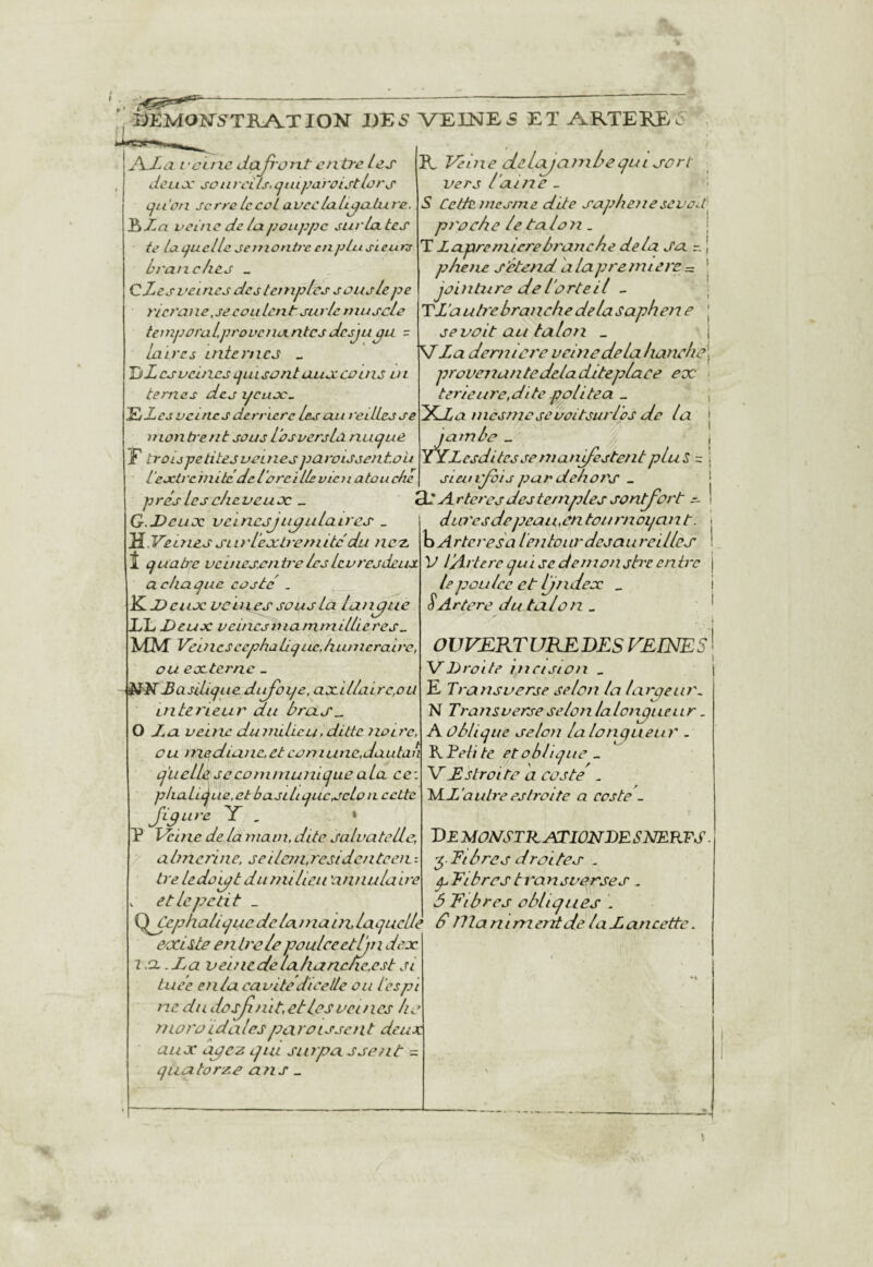 î)i2MO]Srs^TILA.TIOK 1)E5 VEINE5 ET A.RTERE R yéîjie dclajani^eçuij'üri JVLlll’cuic daJi'orLt entre les de U O.' sonreils. cjtu paroistlors cjn'on serreIccoLaveclaU^a.Lura. veine de lu pottppc sur la. tes te laejucllc sei7iontt'c cnplnsieurs branches _ CZes veines des temples s juslepe rie l'a t le,se eoulent slu le muscle teniporaiprovenantcs desjupu - la ire s internes _ IjL CS veines Ljuisont uus coins u i ternes des yeux, ^JLes vci lies dernere les au reiLLes se mon be nt sous l’os vers la nucjuc y troupetitesveuiesparoissentoii vers l’ai ne _ S Cette inesme dite saphenesevod proche le talon . ! T Lâprenilcrebranche delà sa. n j phene s’étenddlapre7ntere = | ntnre de l'orteil - l'escti 'c in Hé de l ’orei llevienatou die prés les cheveux _ G.Deux veinesjiijpulaircs _ H .Veinessiirlexlre/nitédu nc'Z. î quatre vcuiescnb'eleslevresdeux a chaque caste . Deux veines sa us Ici langue XL Deux vcincsmarninillieres^ MAT VeinesccphaliqUC.hunierairc, ou externe _ - èW Basilique dirfoije, axillaire,ou intn'ieur au brcLs^ O Z a veine duniiiicu.dittc nou'e, ou tnedianc,eteoniune.dautah q'u elle se communique ala cei pkaLique.et basiliquc.sclo it celte Jlpure Y , • T Vei ne de là main, dite salua telle, a âne ri n e, se ileni, rcsiden te en t tre ledûuqt du milieu 'annula ire et le petit _ Tl’autrebranchedelasaphene J se voit au talon _ j VLa dcmici'e veine delà lianehe\ provenantedeladiteplaee ex « terieure,dite politea .. , YJba mcsnicseuoitsurlps de la | jambe _ j YLLcsditcs se manifestent plut ~ j sieuifbis pur dehors _ du dirteres des temples sontfart r. din'esdepeaii.entonrnoqant. b A rteresa l'en tour des au rei lies V l’Art ere qu i se den ion jh'e en tre lepoiilce et Ijndex _ (FArtere du talon .. OUVKRTUKEDES VEINES Droite incision _ E Transverse selon la laiyeiir. N Transverse selon lalonyueur. A oblique selon la longueur . ^Teiite et oblique .. V Es traite a caste' . 'iADa litre es traite a caste _ De MONSTltAæiÛNDESNERTS. pEtbres droites . pEibrestransvorses. 5 Vibres obliques \ (fCephaltque de larnain,laquelle S Hla mm erit de la Lancette. C'CCiste en Ira le poulceetljndcx ' 1.0. .La veincdelahancne.cst si tuce en/a cavité dicelle ou l'es pi ne du dosf lût, et les veines ha rnoroidalesparaissent deux aux ayez qui sitrpa ssent = quatorze ans ^