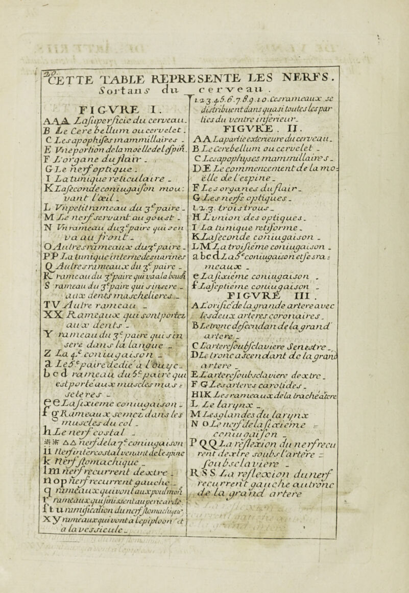 'cette table REPRESENTE TES NERFS. Soitaii^’ dvi- _cerveau.. S.g.io.Ccsi'aiiieaujc je FI C VRF I . AAA. Lafupcrfïcicdu ccrucctu. B Le Cere ScLlam oucerveLat. a Ltsapophiif&sinarnrndLab'e^ . E Vneporlion delà moelledeiefpin. F JJorjpane dufla.iT . , GBe nerf optugua. I LaturuLfue relicuLa.Lre _ ^^LaJecoriaeconLupeiifoti mou: vaut l'ùe'il. L Vnpelit)'a.mcixu du ^^puiee _ M Jle ncrfj-cj'uufitaupoustr . N VnranicCLiL du’^fpairc gui oc n va aLLjvûJit. OjduLresrajyicauoe du'^^paire _ PP da luniLpicLuUrfiedesuannes Q^Aulrcj’rLimcaujc du 3^paire _ IL rameau du '^''pairc gui vaaLahouA S rameau du j^paue gui j-iuseve _ aux. dentsrnasc/icUercs F'MylLitre rameau _ XX B^ameanoe put sanlportcz au æ dents. Y Tauieaudu '^^.j:?aa'e guisui jere dans la Laupue _ Z La Lp^.contupaison _ 3, Leâ^pairededie à L dttigc. hc d ranxcau du 69 poiirc ejui cjtporte aux nluscles mas s seleres - gKumeuuJc scnice dans les n lu sel es du col.. xlde nerf eostal - gipfç AA ticrfdelay9cüuiupuisün 11 / lerfintercostal L'C/uuUdel'ejpinc Je tlerf jtoniuchigue _ Xxïlnet^rpeurrent deoctre _ n Op tie^vecurrentpauchc . lUnieauxgulvontULLxpüidinoa V rameauxgudintsjefitaupei icards. JT t U- mnif lcaiiûii dLLuerfJlûmuc/ùpir X y mmeauxguivont a Uyjiploon \t a la vcssicLiIe . distribuent dans gifusi toutes les par tics du ventre irderieur. FIGVRF . IJ. L^L^Lapadie exteneLuv du censeau. B LeCerebelluni ou cervelet _ C Lcsajjophyses manifrullaires _ DE Leeommencenieritde la rno èlie de 1'es.pin e _ FLes oryanes duJlaLr'_ G rierfs optigues . troLstrous^ HZ union des optique J, T Xa tumque rétiforme.. EdLafecoride coniugaison _ L^La tr'oij'iérne conLupatson _ abc dZaâ^coniupaijon etjesra z meuujc _ ^Lajlxiéme cûiuupa.LSon . ÇLafeptierne coniupaison _ FIGVRR III . Aliorificdelayrande artereavec tesdeiix arte/rsçoror luires, ELetroTic defeendan delà prand artere _ CLarterejou^clavlere Senèstre B Le l rot î c a scei i dant delà pranl artere _ F L 'a f tere/ûubscla viere dex tre F GLeoartet^s ca rolides. FLlKLes ranICO.uxdelà tradiédtcre Ç^LaJixie/nc coniupaison . L Le larqnx _ X Çf Rameaux se/nr/. du ns les JALesplandesdu larqnx N oLenerfdelajixiehze - cen lupaijon _ P QJ^L^i réflexion du nerf reçu rent il ex tre soubs Idrte're r fouùsclavioiv - R SS Ln refleociou diDurf re car refit paiic/ie au tronc dp la grand artere