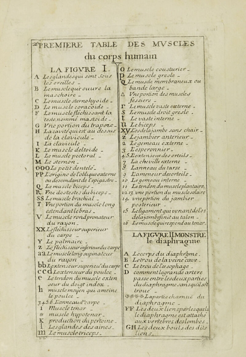 PREMIERE TABLE DES MVSCLES du corps humain LAEIGVRE I. B Ç ÏB ! F G H LesgLcLtidescjin. jont Sous Les crciLles - Le niujcLecjuv ouure La. rnascLiaire - LemujcLe sternoliyoïda _ Le muscle cora.coicLe _ Le 7rzuscLej^Le chie saut Loi teste,nomme mastoicLe - O LetnujcLc coListiirler ^ P Ler^iuJcLe^resLe _ (LL emujcLe merribraneujc ûu bande Lar^e _ A J/heportion des muscles fessiers _ V Lemiiscle vaste eœterne . S L e mus cLe droit preste - t Le vaste interne _ Vne P O rti O n du. IraperLe - Le bi ceps - La cavitécjULCst au dessus üXy’Lûsdetajambe sans chair ^ de la. clavicule _ U Z Lejambier anterieur - a Lepemeau eocterne _ J ,Lesperonnier , I La cLaviculd _ K Le r?niscle dcLto 'ide _ L Le muscle pectoral _ M. Le sternon _ OOOLe peütdenteLe- Y'Ÿ L'orip me de L'oblique eocterne \\ ç Lameneiir desorteils ou descendantde l'cpipastre-yno Legenieaii interne _ Le muscle biceps _ R, Vhe de s te s te s du bi ceps _ q.SL'eoctenseiir des orteiLs _ 7 La cheville eocterne _ a Lanneau du tarse _ SS Le muscle brachia l _ T portion du muscle lonp estendantlcbras . A/ Le muscle roridpronateur du roLijon _ XXZ ejleclûs s c urjuperie Li ? ' carpe _ Y palmaire _ Z fléchisseuruferieurdu carpe 'à'iiLe muscle lonp supinateur du raijon „ b b X ^ JCXvz J^rsupericiLdu carpe C C ^Lecctenseurdu poiilcc _ Ç Le tendon du muscle exten . seur du doipt indcoc _ il musclemoijen ejut ameine le poulet _ •^pb.b.L'ayineaiuL^carpe _ 1 ïïluscle tenar _ tti muscle hijpotenar.. K production dupertoine _ 1 Les P lande J des aines.. 111 Le mu scie tficeps _ irp-:-—-- 11 Le tendon du mas de plantaire, la./j. vneportion du rnusdesoldire 1 g, vneporhon dujambier postérieur _ i5 Leligamentcjui venantdel’os delajambefnitau talon _ ib Lemuscleqiiirespcndau tenar. X A FIGV^ ILMONSTRE leAii aplir agin e A Lecorpsdu dlaphrpme . R Le trou delà veine cave . C Le trou de teesophape _ D commentlapra nde arte re passe entre lesdeuxparties_ du diaphrapme sansqu'dso‘'t b'OLie' _ ^X a parti c c ha rn ue du dtaphrapnie _ l'F Lesdeuoclien spartesejueU le dtaphraprne est attache' atioc vertebres des lombes _ GfiLcsdeux bouts des dits lien s.