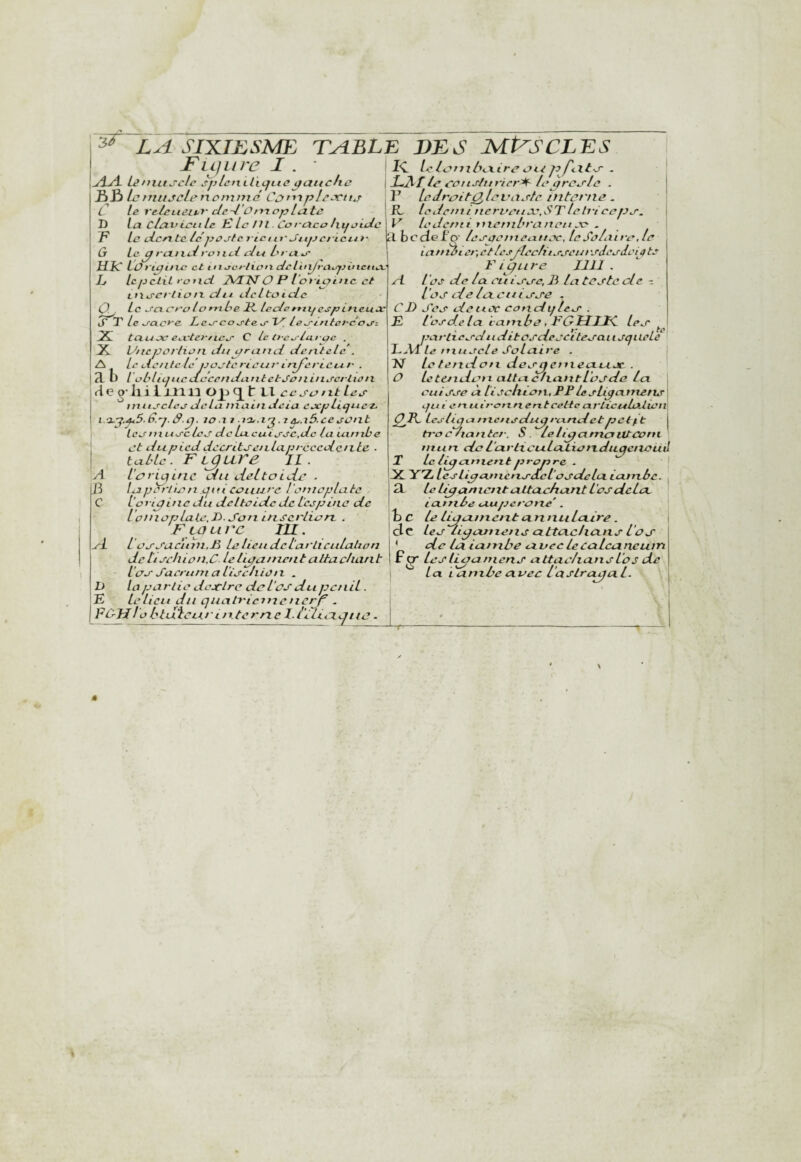 SIXTJiSME table DES MP'SCLES Fii^iire I . ■ .Æ/l LêniuAclc ^jlcnLliijLic tfaticfia jB£» le tniiJcLenoninic Cefipl^ectte C le relcueit^v cle~l'0nrepIcitc D la clcfuLctt Le l£ le Hl. Coi-cica Litfot^lc P le tÀcnte Lepojtc t'tct11' JitpcftcLit' û Le P rcLiiei roi ilL elei L'i'aor MIC LOt'Lpitie et mocrlioix del 'uyrtxojjincttcv Lt IcpcliL rond. JVLJsTO P l'oriefinc et Lfiisertion du dcitoidc (P Le ecterolornloe P. LecLertxtf espitxeuX S T Le o-acre Leo-coo'teo'TT Le^intei'Co^z JX! tauoe ea'terucj’ C le treo-lorcfc . X Vitcporhon dupratid dentcLc . A Le dente le jjüj-te rteui' ir^crLCu.!' . 3. ü l'oL'liijLieaccendaiitetJonino^crlton A.e g-lii li_iila 1 U ^ c so ttt leA tniij'cLe^ dcLu main delà eocpLlcjuc-E i.-x.y..^5.6.y. â.p. JO a J juaâ.ce^ont LckXniLi.j'clej' deLacu.io'JC,dc la amibe et du P lcd decrltsenLap rcccdeitio ■ table. Figure IL. ic ri Cf inc du deitoidT . la jj^rJion .cjtn coiinre l'onieplute lonpuic du deltoïde de Lcopinc de loiiioplale.D.Sou utsei'liarL . Flolli'c III. l’oj-AUc'iiin.Pi Le heu deL'arli culaUon de LIodiion.C LeLlpattientcidruchant iao- Jacrurn a L'ioeLiiou . I> ta P a rite dcetlrc dû L’es du pet i IL . E Le Lieu du qnalTicJUcucrf . FhJIlObtuicu/’urterne I.tlLiex^t te A IB A K Ud e>rJiL'>exlre oit P f<.Xto- . JLAILe eouJ'turler'tL lopreoLe . F leJrolt^levaAc intet'ue. iL ledcmi nervettec.ST teh'l cepj-. V ledcfJti menibranou oc- . a bccLeFo' Leoaenteattoc, leSo/airode ta rt er, etleo /lecLùo'j’etn 'edeodele te Figure Jlll . A l'os de la euiaac, 3 La teoLe de- ioo de Ltxcuio'j'e . C3 Ses- detioc condqLeo' . £ l’osd.e la t atiibe, FGHUC le.e ^ jjarlieod udltcsdeeeiteoai t oqiiele IAT le n t U ocLe Soi ai ve . FL le tendon deopjemeataoc . O letejtdon aLtaclxautl'oode La culoj-e à L'IsclxioTi, FFLesligameuo Lfu t eIXUirotx nerttcette arlicuLaLioii Qlb iesLipamcnsdu^rcxndetpetit j ti'o e Lia nier. S. le Ll^arncnttconi' nui n do L'arHcuLaLiondu^eiicüd I le L^anientpropre . \ PL. YH lesLlpajucixo-dctoodela Lanxbc. . £L Le Upanicjxt attarharit L'osdcict ' iatribe auperone'. h C Le Lûgatnent amxuLaire. de Léo li^euneJij attcxcliaivs L'os ^ de La iainbe avecLecaLcancujri fg' Léoli^ameris attadiansl'ûs de La iamlte avec L'astropgaL. lO .