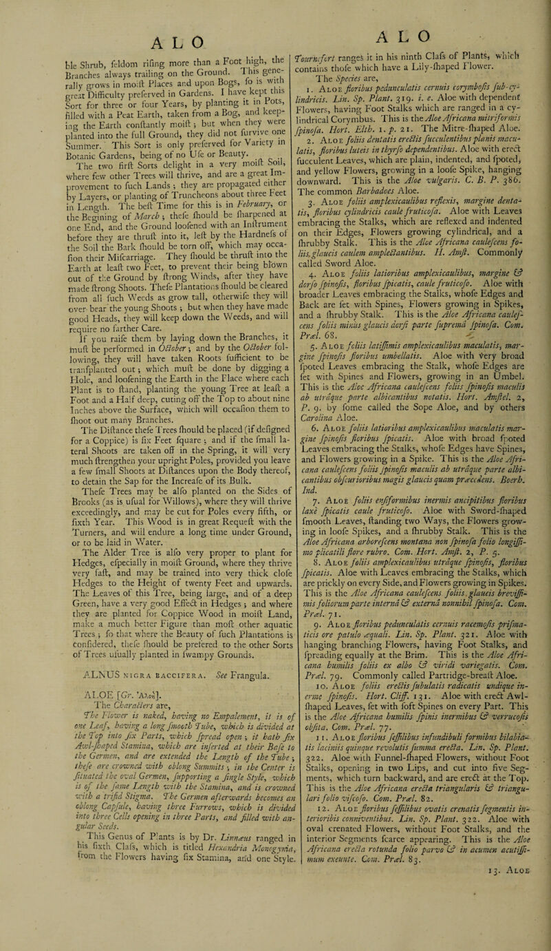 tie Shrub, fel'dom rlfing more than a Foot high, the Branches always trailing on the Ground. This gene¬ rally grows in moift Places and upon Bogs, fo is with great Difficulty preferved in Gardens. I have kept this Sort for three or four Years, by planting it in Pots, filled with a Peat Earth, taken from a Bog, and keep- xng the Earth conftantly moift ; but when they were planted into the full Ground, they did not furvive one Summer. This Sort is only preferved for Variety in Botanic Gardens, being of no Ufe or Beauty. The two firft Sorts delight in a very moift Soil, where few other Trees will thrive, and are a gieat Im¬ provement to fuch Lands ; they are propagated either by Layers, or planting of Truncheons about three beet in Length. The beft Time for this is in February, or the Begining of March ; thefe ffiould be fharpened at one End, and the Ground loolened with an Inftrument before they are thruft into it, left by the Hardnels of the Soil the Bark ffiould be torn off, which may occa- fion their Mifcarriage. They ffiould be thruft into the Earth at leaft two Feet, to prevent their being blown out of the Ground by ftrong Winds, after 'they have made ftrong Shoots. Thefe Plantations ffiould be cleared from all fuch Weeds as grow tall, otherwife they will over- bear the young Shoots •, but when they have made good Heads, they will keep down the Weeds, and will require no farther Care. If you raife them by laying down the Branches, it inuft be performed in October •, and by the October fol¬ lowing, they will have taken Roots fufficient to be tranfpTanted out; which muft be done by digging a Hole, and loofening the Earth in the Place where each Plant is to Hand, planting the young Tree at leaft a Foot and a Half deep, cuting off the Top to about nine Inches above the Surface, which will occafion them to fhoot out many Branches. The Diftance thefe Trees fhould be placed (if deftgned for a Coppice) is fix Feet fquare ; and if the fmall la¬ teral Shoots are taken off in the Spring, it will very much ftrengthen your upright Poles, provided you leave a few fmall Shoots at Diftances upon the Body thereof, to detain the Sap for the Increafe of its Bulk. Thefe Trees may be alfo planted on the Sides of Brooks (as is ufual for Willows), where they will thrive exceedingly, and may be cut for Poles every fifth, or fixth Year. This Wood is in great Requeft with the Turners, and will endure a long time under Ground, or to be laid in Water. The Alder Tree is alfo very proper to plant for Hedges, efpecially in moift Ground, where they thrive very faft, and may be trained into very thick clofe Hedges to the Pleight of twenty Feet and upwards. The Leaves of this Tree, being large, and of a deep Green, have a very good Effedt in Hedges; and where they are planted for Coppice Wood in moift Land, make a much better Figure than mofc other aquatic Trees; fo that where the Beauty of fuch Plantations is confidered, thefe ffiould be prefered to the other Sorts of Trees ufually planted in fwampy Grounds. ALNUS nigra baccifera. See Frangula. ALOE [Gr. ’AAoi)]. The Characters are, The Flower is naked, having no Empalement, it is of one Leap, having a long finooth Tube, which is divided at the T'op into fix Parts, which fpread open ; it hath f.x Awl-Jhaped Stamina, which are inferted at their Bafe to the Germen, and are extended the Length of the Lube ; thefe are crowned with oblong Summits \ in the Center is filiated the oval Germen, fupporting a fingle Style, which is of the fame Length with the Stamina, and is crowned with a trijid Stigma. The Germen afterwards becomes an oblong Cap fide, having three Furrows, which is divided into three Cells opening in three Parts, and filled with an¬ gular Seeds. This Genus of Plants is by Dr. Linnaeus ranged in fis fixth Clafs, which is titled Hexandria Monogynia, Lom the Flowers having fix Stamina, arid one Style. A L O Lourncfcrt ranges it in his ninth Clafs of Plants, which contains thofe which have a Lily-ffiaped 1 lowei. The Species are, 1. Aloe fioribus pedunculatis cernuis corymbofis fub-cy- lindricis. Lin. Sp. Plant. 319. i. e. Aloe with dependent Flowers, having Foot Stalks which are ranged in a cy¬ lindrical Corymbus. This is tht Aloe Africana mitriformis fpinofa. Hort. Elth. 1. p. 21. The Mitre-ffiaped Aloe. 2. Aloe foliis dentatis ere fits fucculentibus planis macu* latis, fioribus luteis in thyrfo dependentibus. Aloe with ereeft fucculent Leaves, which are plain, indented, and lpoted, and yellow Flowers, growing in a loofe Spike, hanging downward. This is the Aloe vulgaris. C. B. P. 38 6. The common Barbadoes Aloe. 3. Aloe foliis amplexicaulibus reflex is, margine denta-* tis, fioribus cylindricis caule fruticofa. Aloe with Leaves embracing the Stalks, which are reflexed and indented on their Edges, Flowers growing cylindrical, and a ffirubby Stalk. This is the Alee Africana caulefcens fo¬ liis. glaucis caulem ampledantibus. II. Amfi. Commonly called Sword Aloe. 4. Aloe foliis latioribus amplexicaulibus, margine (A derfo fpinofis, fioribus fpicatis, caule fruticofo. Aloe with broader Leaves embracing the Stalks, whofe Edges and j Back are let with Spines, Flowers growing in Spikes, and a ffirubby Stalk. This is the Aloe Africana caulef¬ cens foliis minus glaucis dorfi parte fupremd fpinofa. Com, PrA. 68. < i 5. Aloe fcliis latiffimis amplexicaulibus macula tis, mar¬ gine fpinofis fioribus umbellatis. Aloe with very broad lpoted Leaves embracing the Stalk, whofe Edges are fet with Spines and Flowers, growing in an Umbel, This is the Aloe Africana caulefcens fcliis fpinofis maculis ab utrdque parte albicantibus notatis. Hort. Amfiel. 2, P. 9. by fome called the Sope Aloe, and by others Carolina Aloe. 6. Aloe foliis latioribus amplexicaulibus maculatis mar¬ gine fpinofis fioribus fpicatis. Aloe with broad footed Leaves embracing the Stalks, whofe Edges have Spines, and Flowers growing in a Spike. This is the Aloe Afri¬ cana caidefcens foliis fpinofis maculis ab utrdque parte albi¬ cantibus obfeurioribus magis glaucis quam praxedens. Boerh. Ind. 7. Aloe foliis enfiformibus inermis ancipitibus fioribus lax'e fpicatis caule fruticofo. Aloe with Sword-fhaped fmooth Leaves, Handing two Ways, the Flowers grow¬ ing in loofe Spikes, and a ffirubby Stalk. This is the Aloe Africana arborefeens montana non fpinofa folio longiffi- mo pli cat Hi flore rubro. Com. Hort. Amfi. 2, P. 5. 8. Alo e foliis amplexicaulibus utrdque fpinofis, fioribus fpicatis. Aloe with Leaves embracing the Stalks, which are prickly on every Side, and Flowers growing in Spikes. This is the Aloe Africana caulefcens foliis. glaucis breviffi- mis foliorum.parte interna (A externa nonnihil fpinofa. Com. PrA. 71. 9. Aloe fioribus pedunculatis cernuis racemofis prifma- ticis ore patulo xquali. Lin. Sp. Plant. 321. Aloe with hanging branching Flowers, having Foot Stalks, and fpreading equally at the Brim. This is the Aloe Afri¬ cana humilis foliis ex albo <A viridi variegatis. Com. PrA. 79. Commonly called Partridge-breaft Aloe. 10. Aloe foliis eredis fubulatis radicatis undique in- erme fpinofis. Hort. Cliff. 131. Aloe with erebf Awl- ffiaped Leaves, fet with foft Spines on every Part. This is the Aloe Africana humilis fpinis inermibus (A verrucofis obfila. Com. PrA. 77. 11. Aloe fioribus feffilibus infundibuli formibus bilabia- tis laciniis quinque revolutis fumma ere da. Lin. Sp. Plant. 322. Aloe with Funnel-ffiaped Flowers, without Foot Stalks, opening in two Lips, and cut into five Seg- I ments, which turn backward, and are eredl at the Top. This is the Aloe Africana ereda triangularis & Iriangu- lari folio vifeofo. Com. PrA. 82. 12. Aloe fioribus feffilibus ovatis crenatis fegmentis in- terioribis conniventibus. Lin. Sp. Plant. 322. Aloe with oval crenated Flowers, without Foot Stalks, and the interior Segments fcarce appearing. This is the Aloe Africana ere da rotunda folio parvo (A in acumen acutiffi- murn exeunte. Com. PrA. 83. 13. Aloe