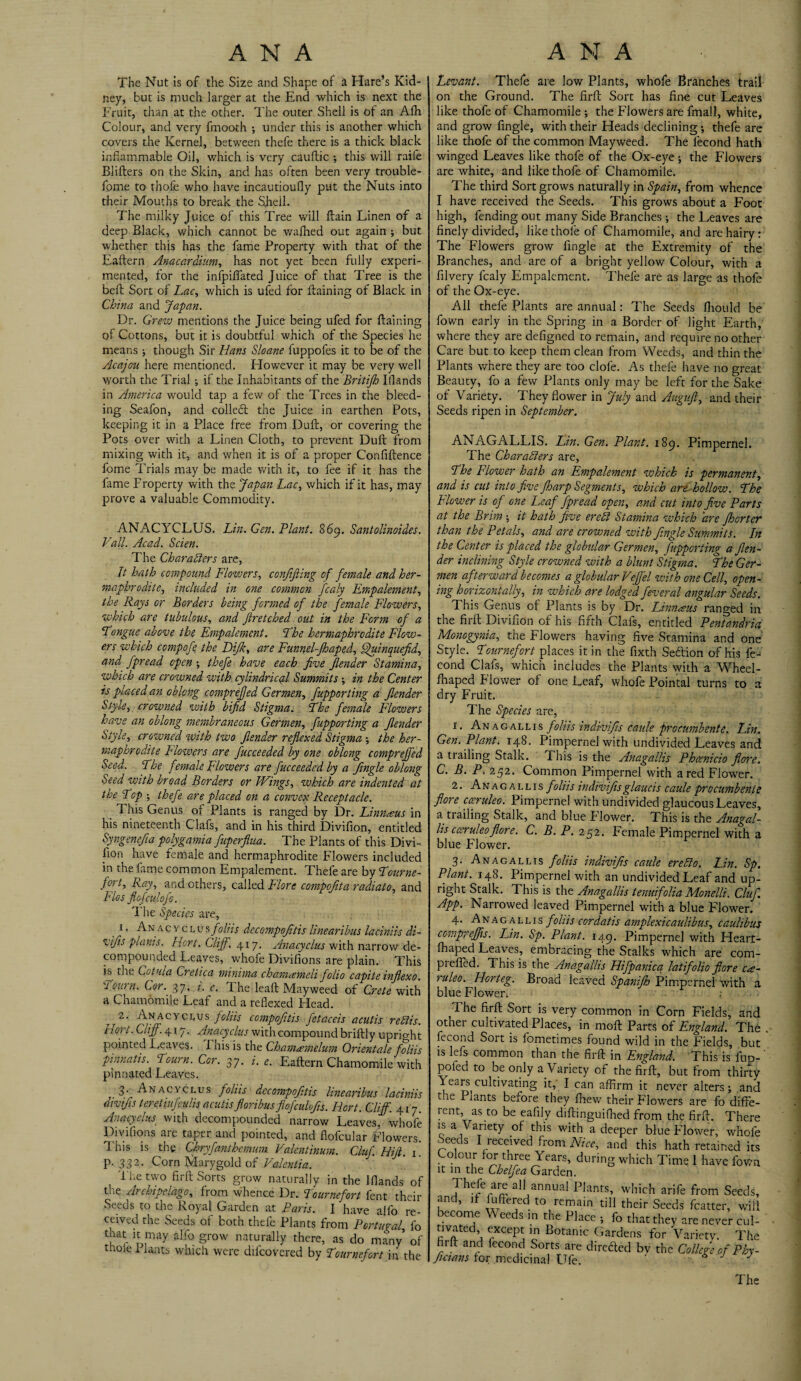 The Nut is of the Size and Shape of a Hare’s Kid¬ ney, but is much larger at the End which is next the Fruit, than at the other. The outer Shell is of an Afh Colour, and very fmooth •, under this is another which covers the Kernel, between thefe there is a thick black inflammable Oil, which is very caultic ; this will raife Blifters on the Skin, and has often been very trouble- fome to thole who have incautioufly put the Nuts into their Mouths to break the Sjheil. The milky Juice of this Tree will ftain Linen of a deep Black, which cannot be waftied out again ; but whether this has the fame Property with that of the Eaftern Anacardium, has not yet been fully experi¬ mented, for the infpiflated Juice of that Tree is the belt Sort of Lac, which is ufed for ftaining of Black in China and Japan. Dr. Grew mentions the Juice being ufed for llaining of Cottons, but it is doubtful which of the Species he means ; though Sir Hans Sloane fuppofes it to be of the Acajou here mentioned. However it may be very well worth the Trial ; if the Inhabitants of the Britijh Elands in America would tap a few of the Trees in the bleed¬ ing Seafon, and collect the Juice in earthen Pots, keeping it in a Place free from Dull, or covering the Pots over with a Linen Cloth, to prevent Dull from mixing with it, and when it is of a proper Confillence fome Trials may be made with it, to fee if it has the fame Froperty with the Japan Lac, which if it has, may prove a valuable Commodity. ANACYCLUS. Lin. Gen. Plant. 869. Santolinoides. Vail. Acad. Scien. The Characters are, It hath compound Flowers, conjifling of female and her¬ maphrodite, included in one common fcaly Empalement, the Rays or Borders being formed of the female Flowers, which are tubulous, and flretched out in the Form of a Longue above the Empalement. Lhe hermaphrodite Flow¬ ers which compofe the Dijh, are Funnel-fhaped, ffluinquefid, and fpread open ; thefe have each Jive Jlender Stamina, which are crowned with cylindrical Summits; in the Center is placed an oblong comprefjed Germen, fupporting a Jlender Style, crowned with bifid Stigma. Lhe female Flowers have an oblong membraneous Germen, fupporting a jlender Style, crowned with two Jlender reflexed Stigma; the her¬ maphrodite Flowers are fucceeded by one oblong comprejfed Seed. Lhe female Flowers are fucceeded by a Jingle oblong Seed with broad Borders or Wings, which are indented at the Lop ; thefe are placed on a convex Receptacle. 1 his Genus of Plants is ranged by Dr. Linnaeus in his nineteenth Clafs, and in his third Divifion, entitled Syngenefia polygamia fuperflua. The Plants of this Divi¬ sion have female and hermaphrodite Flowers included in the fame common Empalement. Thefe are by Lourne- fort, Ray, and others, called Flore compofita radiato, and Flos fiofculofo. The Species are, , 1 • Anac vclu% f o liis decompofitis linearibus laciniis di- vifis plants. Hort. Cliff. 417. Anacyclus with narrow de¬ compounded Leaves, whole Divifions are plain. This is the Cot ula Cretica minima chanuemeli folio capite inflex0. Lourn. Cor. 37. i. e. lhe leaft Mayweed of Crete with a Chamomile Leaf and a reflexed Head. ' ff~ Anacv ecus foliis compojitis fetaceis acutis redis. Hort. Cliff. 417. Anacyclus with compound briftly upright pointed Leaves. This is the Cham^emelum Orientate foliis pinnatis. Lourn. Cor. 37. i. e. Eaftern Chamomile with pinnated Leaves. S’ Anacyclus foliis decompofitis linearibus laciniis aivifis teretiufeulis acutisfloribusflofculofs. Iiort. Cliff. 417. Anacyclus with decompounded narrow Leaves, whole Divifions are taper and pointed, and flofcular Flowers. 1 his is the Chryfanthemum. Vedentinum. Cluf Hill. 1. P-332- Co rn Mary gold of Valentia. The two firft Sorts grow naturally in the Elands of the Archipelago, from whence Dr. Lournefort fent their Seeds to the Royal Garden at Paris. I have alfo re¬ ceived the Seeds of both thefe Plants from Portugal fo that it may alfo grow naturally there, as do many’ of thole 1 lants which were diicovered by Lournefort in the Levant. Thefe are low Plants, whole Branches trail on the Ground. The firft Sort has fine cut Leaves like thofe of Chamomile ; the Flowers are fmall, white, and grow fingle, with their Heads declining -, thefe are like thofe of the common Mayweed. The fiecond hath winged Leaves like thofe of the Ox-eye ; the Flowers are white, and like thofe of Chamomile. The third Sort grows naturally in Spain, from whence I have received the Seeds. This grows about a Foot high, fending out many Side Branches; the Leaves are finely divided, like thofe of Chamomile, and are hairy: The Flowers grow fingle at the Extremity of the Branches, and are of a bright yellow Colour, with a filvery fcaly Empalement. Thefe are as large as thofe of the Ox-eye. All thefe Plants are annual: The Seeds fhould be fown early in the Spring in a Border of light Earth, where they are defigned to remain, and require no other Care but to keep them clean from Weeds, and thin the Plants where they are too dole. As thefe have no great Beauty, fo a few Plants only may be left for the Sake of Variety. They flower in July and Auguft, and their Seeds ripen in September. ANAGALLIS. Lin. Gen. Plant. 189. Pimpernel. The Characters are, Lhe Flower hath an Empalement which is permanent, and is cut into five fharp Segments, which are hollow. Lhe Flower is of one Leaf fpread open, and cut into five Parts at the Brim ; it hath five erebl Stamina which are fhorter than the Petals, and are crowned with fingle Summits. In the Center is placed the globular Germen, fupporting a Jlen¬ der inclining Style crowned with a blunt Stigma. Lhe Ger¬ men afterward becomes a globular Veffel with one Cell, open¬ ing horizontally, in which are lodged feveral angular Seeds. This Genus ol Plants is by Dr. Linnaus ranged in the firft Divifion of his fifth Clafs, entitled Pentandria Monogynia, the Flowers having five Stamina and one Style. Lournefort places it in the fixth Sebtion of his fe- cond Clafs, which includes the Plants with a Wheel- fhaped Flower of one Leaf, whofe Pointal turns to a dry Fruit. The Species are, r. Anagallis foliis indivifis caule procumbente. Lin. Gen. Plant. 148. Pimpernel with undivided Leaves and a trailing Stalk. This is the Anagallis Phcenicio flore. C. B. P. 252. Common Pimpernel with a red Flower. 2. Anagallis foliis indivifisglaucis caule procumbente flore cceruleo. Pimpernel with undivided glaucous Leaves, a trailing Stalk, and blue Flower. This is the Anagal¬ lis cceruleo flore. C. B. P. 252. Female Pimpernel with a blue Flower. 3. Anagallis foliis indivifis caule ere do. Lin. Sp. Plant. 148. Pimpernel with an undivided Leaf and up¬ right Stalk. This is the Anagallis tenuifolia Monelli. Cluf. App. Narrowed leaved Pimpernel with a blue Flower. 4. Anagallis foliis cordatis amplexicaulibus, caulibus compreffis. Lin. Sp. Plant. 149. Pimpernel with Heart- fhaped Leaves, embracing the Stalks which are com- prefled. This is the Anagallis Hifpanicq latifolio flore ca- ruleo. Horteg. Broad leaved Spanijh Pimpernel with a blue Flower. ; -J Ill A IClUo, aril other cultivated Places, in moft Parts of England. Th fecond Sort is fometimes found wild in the Fields, bu is lefs common than the firft in England. This is fup poled to be only a V ariety of the firft, but from thirt Years cultivating it, I can affirm it never alters; an the Prants before they thew their Flowers are fo diffe rent, as to be eafily diftinguiffied from the firft. Ther is a Variety of this with a deeper blue Flower, who! Seeds I received from Nice, and this hath retained it Colour for three Years, during which Time 1 have fov? it in the Chelfea Garden. 3,1 annual Plants, which arife from Seeds and, if fuftered to remain till their Seeds fcatter, wii become Weeds in the Place ; fo that they are never cul tivated, except in Botanic Gardens for Variety. Th hrlt and fecond Sorts are dire bled bv the College of Phy fimans tor medicinal Ufe. ' 6 J J
