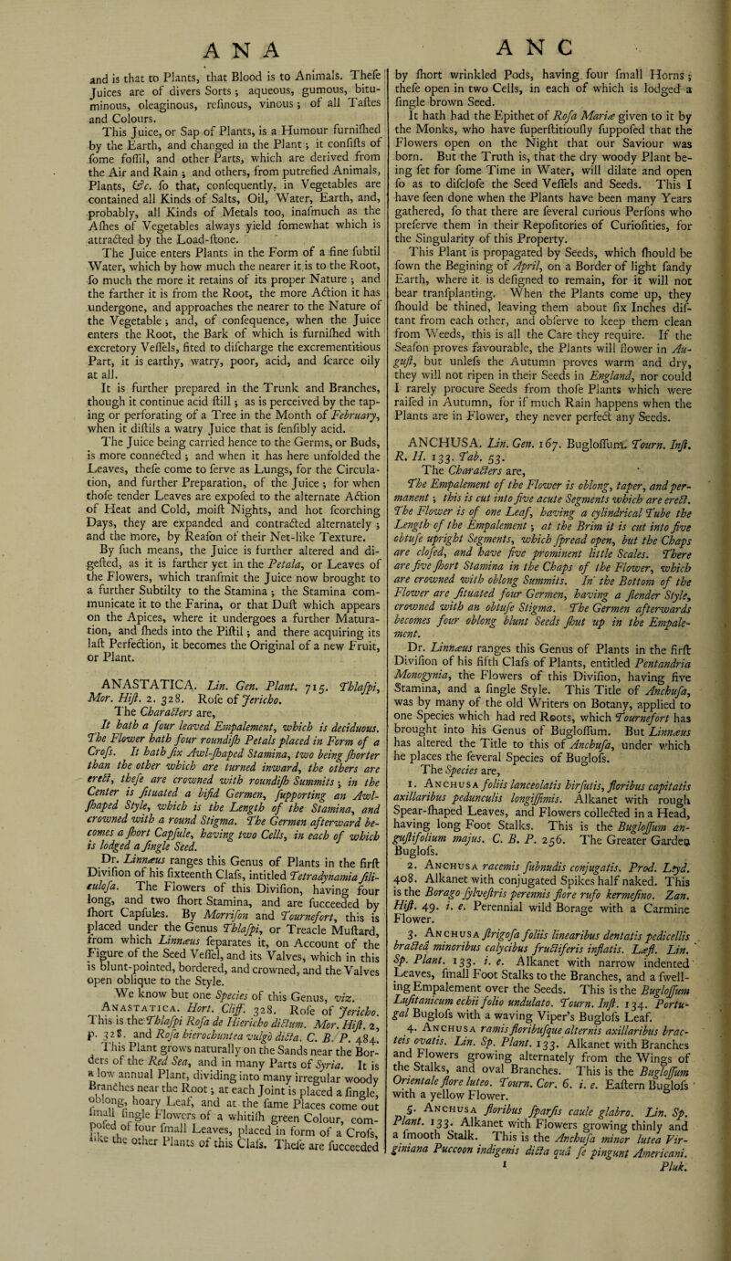 ANA A N C 4 and is that to Plants, that Blood is to Animals. Thefe Juices are of divers Sorts •, aqueous, gumous, bitu¬ minous, oleaginous, refinous, vinous ; of all Taftes and Colours. This Juice, or Sap of Plants, is a Humour furnifhed by the Earth, and changed in the Plant; it confifts of fome fofiil, and other Parts, which are derived from the Air and Rain ; and others, from putrefied Animals, Plants, &c. fo that, confequently, in Vegetables are contained all Kinds of Salts, Oil, Water, Earth, and, probably, all Kinds of Metals too, inafmuch as the Allies of Vegetables always yield fomewhat which is attraded by the Load-ftone. The Juice enters Plants in the Form of a fine fubtil Water, which by how much the nearer it.is to the Root, fo much the more it retains of its proper Nature •, and the farther it is from the Root, the more Adion it has undergone, and approaches the nearer to the Nature of the Vegetable ; and, of confequence, when the Juice enters the Root, the Bark of which is furnifhed with excretory Veffels, fited to difcharge the excrementit-ious Part, it is earthy, watry, poor, acid, and fcarce oily at all. It is further prepared in the Trunk and Branches, though it continue acid (till; as is perceived by the tap¬ ing or perforating of a Tree in the Month of February, when it diftils a watry Juice that is fenfibly acid. The Juice being carried hence to the Germs, or Buds, is more connected ; and when it has here unfolded the Leaves, thefe come to ferve as Lungs, for the Circula¬ tion, and further Preparation, of the Juice ; for when thofe tender Leaves are expofed to the alternate Adion of Pleat and Cold, moift Nights, and hot fcorching Days, they are expanded and contraded alternately ; and the more, by Reafon of their Net-like Texture. By fuch means, the Juice is further altered and di- gefted, as it is farther yet in the Petala, or Leaves of the Flowers, which tranfmit the Juice now brought to a further Subtilty to the Stamina ; the Stamina com¬ municate it to the Farina, or that Duft which appears on the Apices, where it undergoes a further Matura¬ tion, and fheds into the Piftil; and there acquiring its lafi: Perfection, it becomes the Original of a new Fruit, or Plant. ANASTATICA. Lin. Gen. Plant. 715. Lhlafpi, Mor. FUJI. 2. 328. Rofe of Jericho. The Characters are, It hath a four leaved Empalement, which is deciduous. The Flower hath four roundifh Petals placed in Form of a Crofs. It hath fix Awl-Jhaped Stamina, two being fhorter than the other which are turned inward, the others are ereCl, thefe are crowned with roundifh Summits ; in the Center is fituated a bifid Germen, fupporting an Awl- Jhaped Style, which is the Length of the Stamina, and crowned with a round Stigma. The Germen afterward be¬ comes a Jhort Capfule, having two Cells, in each of which is lodged a Jingle Seed. Dr. Linnaus ranges this Genus of Plants in the firft Divifion of his fixteenth Clafs, intitled Letradynamia fili- eulofa. The Flowers of this Divifion, having four long, and two fhort Stamina, and are fucceeded by fhort Capfules. By Morrifon and Lcurnefort, this is placed under the Genus Lhlafpi, or Treacle Muftard, from which Linnaus feparates it, on Account of the Figure of the Seed Veffel, and its Valves, which in this is blunt-pointed, bordered, and crowned, and the Valves open oblique to the Style. We know but one Species of this Genus, viz. Anastatica. Hart. Cliff. 328. Rofe of Jericho. This is the *Thlafpi Rofa de Hiericho diEluni* Mot. Hiji. 2, p. 32$. and Rofa hierochunteavulgb diCta. C. B P. 484! This Plant grows naturally on the Sands near the Bor¬ ders of the Red Sea, and in many Parts of Syria. It is a low annual Plant, dividing into many irregular woody Branches near the Root; at each Joint is placed a finole oblong hoary Leaf, and at the fame Places come out f,rn§le FJowcrs of a whitifh green Colour, com- Lpet,of toUr *™aJ1 Leaves, placed in form of a Crofs, 1 Ue o:her Plants of this Clafs. Thefe are fucceeded by fliort wrinkled Pods, having, four fmall Horns; thefe open in two Cells, in each of which is lodged a fingle brown Seed. It hath bad the Epithet of Rofa Maria given to it by the Monks, who have fuperftitioufly fuppofed that the Flowers open on the Night that our Saviour was born. But the Truth is, that the dry woody Plant be¬ ing fet for fome Time in Water, will dilate and open fo as to difclofe the Seed Veffels and Seeds. This I have feen done when the Plants have been many Years gathered, fo that there are feveral curious Perfons who preferve them in their Repofitories of Curiofities, for the Singularity of this Property. This Plant is propagated by Seeds, which fhould be fown the Begining of April-, on a Border of light fandy Earth, where it is defigned to remain, for it will not bear transplanting. When the Plants come up, they fhould be thined, leaving them about fix Inches dif- tant from each other, and obferve to keep them clean from Weeds, this is all the Care they require. If the Seafon proves favourable, the Plants will flower in Au- guft, but unlefs the Autumn proves warm and dry, they will not ripen in their Seeds in England, nor could I rarely procure Seeds from thofe Plants which were raifed in Autumn, for if much Rain happens when the Plants are in Flower, they never perfed any Seeds. ANCHUSA. Lin. Gen. 167. Bngloffum. Lourn. Injt. R. H. 133. Lab. 53. The Characters are, Lhe Empalement of the Flower is oblong, taper, and per¬ manent ; this is cut into five acute Segments which are ereCi. The Flower is of one Leaf, having a cylindrical Lube the Length of the Empalement; at the Brim it is cut into five obtufe upright Segments, which fpread open, but the Chaps are clofed, and have jive prominent little Scales. Lhere are five Jhort Stamina in the Chaps of the Flower, which are crowned with oblong Summits. In the Bottom of the Flower are fituated four Germen, having a fiender Style, crowned with an obtufe Stigma.. Lhe Germen afterwards becomes four oblong blunt Seeds Jhut up in the Empale¬ ment. Dr. Linnaus ranges this Genus of Plants in the firft Divifion of his fifth Clafs of Plants, entitled Pentandria Monogynia, the Flowers of this Divifion, having five Stamina, and a fingle Style. This Title of Anchufa, was by many of the old Writers on Botany, applied to one Species which had red Roots, which Lournefort has brought into his Genus of BuglofTum. But Limueus has altered the Title to this of Anchufa, under which he places the feveral Species of Buglofs. The Species are, 1. Anchusa foliis lanceolatis hirfutis, floribus capitatis axillaribus pedunculis longijfimis. Alkanet with rough Spear-fhaped Leaves, and Flowers collected in a Head, having long Foot Stalks. This is the Bugloffum an- gufiifolium majus. C. B. P. 256. The Greater Gardes Buglofs. 2. Anchusa racemis fubnudis conjugatis. Prod. Ltyd. 408. Alkanet with conjugated Spikes half naked. This is the Bor ago fylvefiris perennis fiore rufo kermefino. Zan. FUJI. 49. i. e. Perennial wild Borage with a Carmine Flower. 3. Anchusa ftrigofa foliis linearibus dentatis pedicellis braCtea minoribus calycibus frudiferis inflatis. Lafi. Lin. Sp. Plant. 133. i. e. Alkanet with narrow indented' Leaves, fmall P oot Stalks to the Branches, and a fwell- ing Empalement over the Seeds. This is the Bugloffum Lufitanicum echii folio undulato. Lourn. Injl. 134. Portu¬ gal Buglofs with a waving Viper’s Buglofs Leaf. .4- Anchusa ramisfloribufque alternis axillaribus brae- teis ovatis. Lin. Sp. Plant. 133. Alkanet with Branches and Flowers growing alternately from the Wings of the Stalks, and oval Branches. This is the Bugloffum Orient ale fiore luteo. Lourn. Cor. 6. i. e. Eaftern Buglofs ' with a yellow Flower. 5’ Anchusa floribus fiparfis caule glabro. Lin. Sp. Plant. 133* Alkanet with Flowers growing thinly and a fmooth Stalk. This is the Anchufa minor lutea Vir- giniana Puccoon indigenis diCta qua fe pingunt Americani.