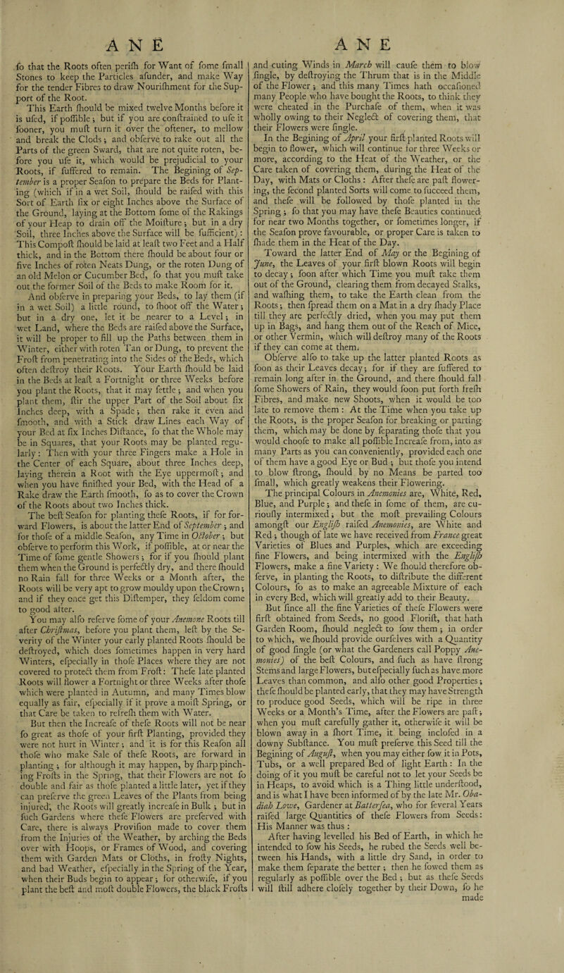 fo that the Roots often perifh for Want of fome frnall Stones to keep the Particles afunder, and make Way for the tender Fibres to draw Nourifhment for the Sup¬ port of the Root. This Earth fhould be mixed twelve Months before it is ufed, if poffible ; but if you are conftrained to ufe it fooner, you muft turn it over the oftener, to mellow and break the Clods; and obferve to rake out all the Parts of the green Sward, that are not quite roten, be¬ fore you ufe it, which would be prejudicial to your Roots, if fuffered to remain. The Begining of Sep¬ tember is a proper Seafon to prepare the Beds for Plant¬ ing (which if in a wet Soil, fhould be raifed with this Sort of Earth fix or eight Inches above the Surface of the Ground, laying at the Bottom fome of the Rakings of your Heap to drain off the Moifture ; but in a dry Soil, three Inches above the Surface will be fufficient): This Compoft fhould be laid at lead: two Feet and a Half thick, and in the Bottom there fhould be about four or five Inches of roten Neats Dung, or the roten Dung of an old Melon or Cucumber Bed, fo that you muft take out the former Soil of the Beds to make Room for it. And obferve in preparing your Beds, to lay them (if in a wet Soil) a little round, to (hoot off the Water-, but in a dry one, let it be nearer to a Level; in wet Land, where the Beds are raifed above the Surface, it will be proper to fill up the Paths between them in Winter, either with roten Tan or Dung, to prevent the Froft from penetrating into the Sides of the Beds, which often deftroy their Roots. Your Earth fhould be laid in the Beds at lead a Fortnight or three Weeks before you plant the Roots, that it may fettle ; and when you plant them, ftir the upper Part of the Soil about fix inches deep, with a Spade; then rake it even and fmooth, and with a Stick draw Lines each Way of your Bed at fix Inches Diftance, fo that the Whole may be in Squares, that your Roots may be planted regu¬ larly: Then with your three Fingers make a Hole in the Center of each Square, about three Inches deep, laying therein a Root with the Eye uppermoft and when you have finifhed your Bed, with the Head of a Rake draw the Earth fmooth, fo as to cover the Crown of the Roots about two Inches thick. The beft Seafon for planting thefe Roots, if for for¬ ward Flowers, is about the latter End of September ; and for thofe of a middle Seafon, any Time in October; but obferve to perform this Work, if poffible, at or near the Time of fome gentle Showers ; for if you fhould plant them when the Ground is perfedlly dry, and there fhould no Rain fall for three Weeks or a Month after, the Roots will be very apt to grow mouldy upon the Crown; and if they once get this Diftemper, they feldom come to good alter. You may alfo referve fome of your Anemone Roots till after Chriftmas, before you plant them, left by the Se¬ verity of the Winter your early planted Roots fhould be deftroyed, which does fometimes happen in very hard Winters, efpecially in thofe Places where they are not covered to protect them from Froft: Thefe late planted Roots will flower a Fortnight or three Weeks after thofe which were planted in Autumn, and many Times blow equally as fair, efpecially if it prove a moift Spring, or that Care be taken to refreff them with Water. But then the Increafe of thefe Roots will not be near fo great as thofe of your firft Planting, provided they were not hurt in Winter; and it is for this Reafon all thofe who make Sale of thefe Roots, are forward in planting ; for although it may happen, by fharp pinch¬ ing Frolls in the Spring, that their Flowers are not fo double and fair as thofe planted a little later, yet if they can prefcrve the green Leaves of the Plants from being injured', the Roots will greatly increafe in Bulk ; but in Inch Gardens where thefe Flowers are preferved with Care, there is always Provifion made to cover them from the Injuries of the Weather, by arching the Beds over with Hoops, or Frames of Wood, and covering them with Garden Mats or Cloths, in frofty Nights, and bad Weather, efpecially in the Spring of the Y'ear, when their Buds begin to appear ; for otherwife, if you plant the beft and molt double Flowers, the black Frofts and cuting Winds in March will caufe them to blow fingle, by deftroying the Thrum that is in the Middle of the Flower ; and this many Times hath occafioned many People who have bought the Roots, to think they were cheated in the Purchafe of them, when it was wholly owing to their Negledt of covering them, that their Flowers were fingle. In the Begining of April your firft planted Roots will begin to flower, which will continue for three Weeks 01- more, according to the Heat of the Weather, or the Care taken of covering them, during the Heat of the Day, with Mats or Cloths : After thefe are paft flower¬ ing, the fecond planted Sorts will come to lucceed them, and thefe will be followed by thofe planted in the Spring ; fo that you may have thefe Beauties continued for near two Months together, or fometimes longer, if the Seafon prove favourable, or proper Care is taken to fhade them in the Heat of the Day. Toward the latter End of May or the Begining of June, the Leaves of your firft blown Roots will begin to decay ; foon after which Time you muft take them out of the Ground, clearing them from decayed Stalks, and wafhing them, to take the Earth clean from the Roots ; then fpread them on a Mat in a dry lhady Place till they are perfectly dried, when you may put them up in Bags, and hang them out of the Reach of Mice, or other Vermin, which will deftroy many of the Roots if thev can come at them. ✓ . Obferve alfo to take up the latter planted Roots as foon as their Leaves decay; for if they are fuffered to remain long after in the Ground, and there fhould fall fome Showers of Rain, they would foon put forth trefh Fibres, and make new Shoots, when it would be too late to remove them: At the Time when you take up the Roots, is the proper Seafon for breaking or parting them, which may be done by feparating thofe that you would choofe to make all poffible Increafe from, into as many Parts as you can conveniently, provided each one of them have a good Eye or Bud ; but thofe you intend to blow ftrong, ffould by no Means be parted too frnall, which greatly weakens their Flowering. The principal Colours in Ancmonies are, White, Red, Blue, and Purple ; and thefe in fome of them, are cu- rioufly intermixed; but the moft prevailing Colours amongft our Englijh raifed Ancmonies, are White and Red ; though of late we have received from France great Varieties of Blues and Purples, which are exceeding fine Flowers, and being intermixed v/ith the Engliflo Flowers, make a fine Variety : We ffould therefore ob¬ ferve, in planting the Roots, to diftribute the different Colours, fo as to make an agreeable Mixture of each in every Bed, which will greatly add to their Beauty. But fince all the fine Varieties of thefe Flowers were firft obtained from Seeds, no good Florift, that hath Garden Room, fhould negledt to low them ; in order to which, we ffould provide ourfelves with a Quantity of good fingle (or what the Gardeners call Poppy Ane- monies) of the belt Colours, and fuch as have ftrong Stems and large Flowers, but efpecially fuch as have more Leaves than common, and aifo other good Properties; thefe fliould be planted early, that they7 may have Strength to produce good Seeds, which will be ripe in three Weeks or a Month’s Time, after the Flowers are paft; when you muft carefully gather it, otherwife it will be blown away in a fliort Time, it being inclofed in a downy Subftance. You muft preferve this Seed till the Begining of Augujl, when you may either fow it in Pots, Tubs, or a well prepared Bed of light Earth : In the doing of it you muft be careful not to let your Seeds be in Heaps, to avoid which is a Thing little underftood, and is what I have been informed of by the late Mr. Oba- diah Lowe, Gardener at Batterfea, who for feveral Years raifed large Quantities of thefe Flowers from Seeds: His Manner was thus : After having levelled his Bed of Earth, in which he intended to fow his Seeds, he rubed the Seeds well be¬ tween his Hands, with a little dry Sand, in order to make them feparate the better ; then he fowed them as regularly as poffible over the Bed ; but as thefe Seeds I will ftill adhere clolely together by their Down, fo he made