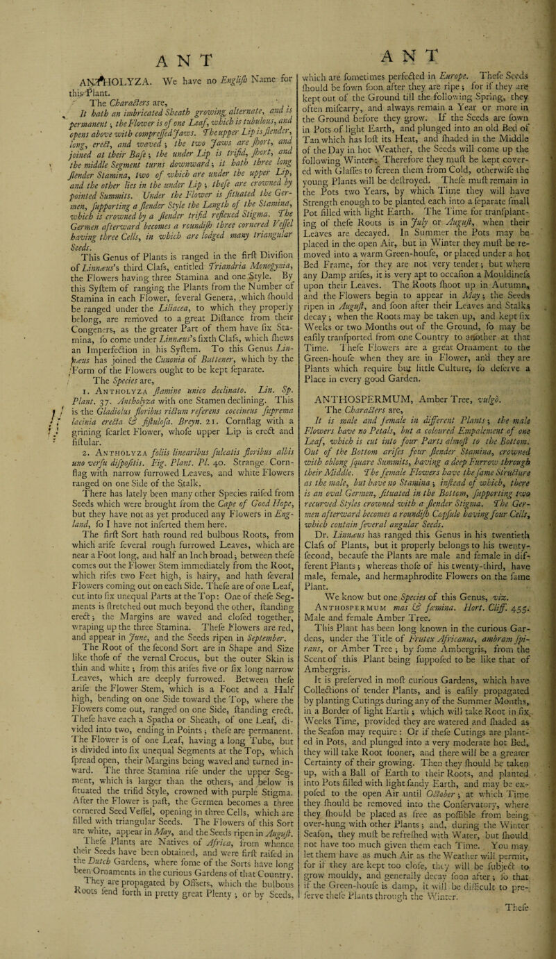 ANH*HOLYZA. We have no Englip Name for this-'Plant. The Characters are, It hath an imbricated Sheath growing, alternate, and is ■permanent ; the Flower is of one Leaf, which is tubulous, and opens above with comprefled Jaws. Theupper Lip is ft endc?, long, ereCt, and waved ; the two Jaws are port, and joined at their Bafe ; the under Lip is trifid, pert, and the middle Segment turns downward ; it hath three long Jlender Stamina, two of which are under the upper Lip, and the other lies in the under Lip ; thefe are crowned by pointed Summits. Under the Blower is fitUated the Ger- men, fupporting a /lender Style the Length of the Stamina, which is crowned by a Jlender trifid reflexed Stigma. The Germen afterward, becomes a rcundifh three cornered Veffel having three Cells, in which are lodged many triangular Seeds. This Genus of Plants is ranged in the firft Divifion of Linnaeus’s third Clafs, entitled T’riandria Monogynia, the Flowers having three Stamina and one'Style. By this Syftem of ranging the Plants from the Number of Stamina in each Flower, feveral Genera, .which fhould be ranged under the Liliacea, to which they properly belong, are removed to a great Diftance from their Congeners, as the greater Part of them have fix Sta¬ mina, lb come under Linnaeus’s fixth Clafs, which fiiews an Imperfection in his Syftem. To this Genus Lin- jiaus has joined the Cunonia of Buttener, which by the .'Form of the Flowers ought to be kept leparate. ; The Species are, 1. Antholyza famine unico declinato. Lin. Sp. Plant. 37. Antholyza with one Stamen declining. This / is the Gladiolus floribus rilium referens coccineus fitprema ,r lacinia ereda & fiftulofa. Breyn. 21. Cornflag with a « grining fcarlet Flower, whofe upper Lip is eredl and ftftular. 2. Antholyza foliis linearibus fulcatis floribus albis uno verfu difpofitis. Fig. Plant. PI. 40. Strange Corn- fiag with narrow furrowed L.eaves, and white Flowers ranged on one Side of the Stalk. There has lately been many other Species raifed from Seeds which were brought from the Cape of Good Hope, but they have not as yet produced any Flowers in Eng¬ land, fo I have not inferted them here. The firft Sort hath round red bulbous Roots, from which arife feveral rough furrowed Leaves, which are near a Foot long, and half an Inch broad; between thefe comes out the Flower Stem immediately from the Root, which rifes two Feet high, is hairy, and hath feveral Flowers coming out on each Side. Thefe are of one Leaf, cut into fix unequal Parts at the Top: One of thefe Seg¬ ments is ftretched out much beyond the other, {landing eredl; the Margins are waved and clofed together, wraping up the three Stamina. Thefe Flowers are red, and appear in June, and the Seeds ripen in September. The Root of the fecond Sort are in Shape and Size like thofe of the vernal Crocus, but the outer Skin is thin and white ; from this arifes five or fix long narrow Leaves, which are deeply furrowed. Between thefe arife the Flower Stem, which is a Foot and a Half high, bending on one Side toward the Top, where the Flowers come out, ranged on one Side, {landing ereCl. Thefe have each a Spatha or Sheath, of one Leaf, di¬ vided into two, ending in Points; thefe are permanent. T he Flower is of one Leaf, having a long Tube, but is divided into fix unequal Segments at the Top, which fpread open, their Margins being waved and turned in¬ ward. The three Stamina rife under the upper Seg¬ ment, which is larger than the others, and below is fituated the trifid Style, crowned with purple Stigma. After the Flower is paft, the Germen becomes a three cornered Seed Veffel, opening in three Cells, which are filled with triangular Seeds. The Flowers of this Sort are white, appear in May, and the Seeds ripen in Auguft. Thefe Plants are Natives of Africa, from whence their Seeds have been obtained, and were firft raifed in tne Butch Gardens, where fome of the Sorts have long been Ornaments in the curious Gardens of that Country! They are propagated by Offsets, which the bulbous Roots fend forth in pretty great Plenty ; or by Seeds, which are fometimes perfected in Europe. Thefe Seeds fhould be fown foon after they are ripe ; for if they are kept out of the Ground till the following Spring, they often mifearry, and always remain a Year or more in the Ground before they grow. If the Seeds are fown in Pots of light Earth, and plunged into an old Bed of Tan which has loft its Heat, and {haded in the Middle of the Day in hot Weather, the Seeds will come up the following Winter ; Therefore they mud be kept cover¬ ed with Glaffes to fereen them from Cold, otherwife the young Plants will be deftroyed. Thefe muft remain in the Pots two Years, by which Time they will have Strength enough to be planted each into afeparate fmall Pot filled with light Earth. The Time for tranfplant- ing of thefe Roots is in July or Auguft, when their Leaves are decayed. In Summer the Pots may he placed in the open Air, but in Winter they muft be re¬ moved into a warm Green-houfe, or placed under a hot Bed Frame, for they are not very tender; but where any Damp arifes, it is very apt to occafion a Mouldinefs upon their Leaves. The Roots flioot up in Autumn, and the Flowers begin to appear in May; the Seeds ripen in Auguft, and foon after their Leaves and Stalks decay; when the Roots may be taken up, and kept fix Weeks or two Months out of the Ground, fo may be eafily tranfported from one Country to another at that Time. Thefe Flowers are a great Ornament to the Green-houfe when they are in Flower, and they are Plants which require buf little Culture, fo deferve a Place in every good Garden. ANTHOSPERMUM, Amber Tree, valgb. The Characters are. It is male and female in different Plants; the male Flowers have no Petals, but a coloured Empalcment of one Leaf, which is cut into four Parts almoft to the Bottom. Out of the Bottom arifes four Jlender Stamina, crowned with oblong fquare Summits, having a deep Furrow through their Middle. The female Flowers have the fame Structure as the male, but have 710 Stamina ; inftead of which, there is an oval Germen, fituated in the Bottom, fupporting two recurved Styles crowned with a fender Stigma. The Ger¬ men afterward becomes a roundip Capfule having four Cells, which contain feveral angular Seeds. Dr. Linnaeus has ranged this Genus in his twentieth Clafs of Plants, but it properly belongs to his twenty- fecond, becaufe the Plants are male and female in dif¬ ferent Plants; whereas thofe of his twenty-third, have male, female, and hermaphrodite Flowers on the fame Plant. We know but one Species of this Genus, viz. Anthospermum mas & feemina. Hort. Cliff. 455. Male and female Amber Tree. This Plant has been long known in the curious Gar¬ dens, under the Title of Frutex Afficanus, ambram fpi- rans, or Amber Tree ; by fome Ambergris, from the Scent of this Plant being fuppofed to be like that of Ambergris. It is preferved in moll curious Gardens, which have Colledlions of tender Plants, and is eafily propagated by planting Curings during any of the Summer Months, in a Border of light Earth ; which will take Root in fixv Weeks Time, provided they are Watered and {haded as the Seafon may require : Or if thefe Curings are plant¬ ed in Pots, and plunged into a very moderate hot Bed, they will take Root fooner, and there will be a greater Certainty of their growing. Then they fhould be taken up, with a Ball of Earth to their Roots, and planted into Pots filled with light fandy Earth, and may be ex- pofed to the open Air until October ; at which Time they fhould be removed into the Confervatory, where they fhould be placed as free as poffible from being over-hung with other Plants; and, during the Winter Seafon, they muft berefrefhed with Water, but fhould not have too much given them each Time. You may let them have as much Air as the Weather will permit, for if they are kept too dole, they will be fubjedl to grow mouldy, and generally decay foon after; fo that if the Green-houfe is damp, it will be difficult to pre- ferve thelc Plants through the Winter.