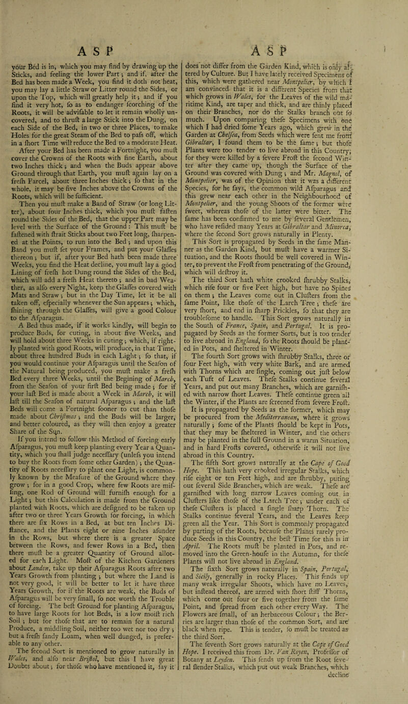 your Bed is in, which you may find by drawing up the Sticks, and feeling the lower Part; and if, after the Bed has been made a Week, you find it doth not heat, you may lay a little Straw or Litter round the Sides, or upon the Top, which will greatly help it; and if you jfind it very hot, fo as to endanger fcorching of the Roots, it will be advifable to let it remain wholly un¬ covered, and to thruft a large Stick into the Dung, on each Side of the Bed, in two or three Places, to make Holes for the great Steam of the Bed to pafs off, which in a fhort Time will reduce the Bed to a moderate Heat. After your Bed has been made a Fortnight, you mult cover the Crowns of the Roots with fine Earth, about two Inches thick ; and when the Buds appear above Ground through that Earth, you muft again lay on a frefh Parcel, about three Inches thick; fo that in the whole, it may be five Inches above the Crowns of the Roots, which will be fufficient. Then you muft make a Band of Straw (or long Lit¬ ter), about four Inches thick, which you muft fallen round the Sides of the Bed, that the upper Part may be level with the Surface of the Ground : This muft be fattened with ftrait Sticks about two Feet long, fharpen- ed at the Points, to run into the Bed ; and upon this Band you muft fet your Frames, and put your Glafl'es thereon ; but if, after your Bed hath been made three' Weeks, you find the Heat decline, you muft lay a good Lining of frefh hot Dung round the Sides of the Bed, which will add a frefh Heat thereto ; and in bad Wea¬ ther, as alfo every Night, keep the Glaffes covered with Mats and Straw; but in the Day Time, let it be all taken off, efpecially whenever the Sun appears; which, fhining through the Glaffes, will give a good Colour to the Afparagus. A Bed thus made, if it works kindly, will begin to produce Buds, for curing, in about five Weeks, and will hold about three Weeks in curing ; which, if right¬ ly planted with good Roots, will produce, in that Time, about three hundred Buds in each Light; fo that, if you would continue your Afparagus until theSeafon of the Natural being produced, you muft make a frefh Bed every three Weeks, until the Begining of March, from the Seafon of your firft Bed being made ; for if your laft Bed is made about a Week in March, it will laft till the Seafon of natural Afparagus ; and the lafl; Beds will come a Fortnight fooner to cut than thofe made about Chriftmas ; and the Buds will be larger, and better coloured, as they will then enjoy a greater Share of the Sipr, If you intend to follow this Method of forcing early Afparagus, you muft keep planting every Year a Quan¬ tity, which you fhall judge neceffary (unlefs you intend to buy the Roots from fome other Garden) ; the Quan¬ tity of Roots neceffary to plant one Light, is common¬ ly known by the Meafure of the Ground where they grow; for in a good Crop, where few Roots are mif¬ fing, one Rod of Ground will furnifh enough for a Light; but this Calculation is made from the Ground planted with Roots, which are defigned to be taken up after two or three Years Growth for forcing, in which there are fix Rows in a Bed, at but ten Inches Di- ftance, and the Plants eight or nine Inches afunder in the Rows, but where there is a greater Space between the Rows, and fewer Rows in a Bed, then there muft be a greater Quantity of Ground allot- ed for each Light. Moft of the Kitchen Gardeners about London, take up their Afparagus Roots after two Years Growth from planting ; but where the Land is not very good, it will be better to let it have three Years Growth, for if the Roots are weak, the Buds of Afparagus will be veryfmall, fo not worth the Trouble of forcing. The belt Ground for planting Afparagus, to have large Roots for hot Beds, is a low moift rich Soil ; but for thofe that are to remain for a natural Produce, a middling Soil, neither too wet nor too dry ; but a frefh fandy Loam, when well dunged, is prefer¬ able to any other. The fecond Sort is mentioned to grow naturally in Wales, and alfo near Brifiol, but this I have great Doubts about; for thofe who have mentioned it, fay it does not differ from the Garden Kind, which is only af-j, tered by Culture. But I have lately received Specimens of this, which were gathered near Montpelier, by which 1 am convinced that it is a different Species from that which growrs in Wales, for the Leaves of the wild ma¬ ritime Kind, are taper and thick, and are thinly placed on their Branches, nor do the Stalks branch otit fd much. Upon comparing thefe Specimens with One which I had dried fome Years ago, which grew in the Garden at Chelfea, from Seeds which were fent me front Gibraltar, I found them to be the fame ; but thofe Plants were too tender to live abroad in this Country; for they were killed by a fevere Froft the fecond Win¬ ter after they came up, though the Surface of the Ground was covered with Dung ; and Mr. Magnol, of Montpelier, was of the Opinion that it was a different Species, for he fays, the common wild Afparagus and this grew near each other in the Neighbourhood of Montpelier, and the young Shoots of the former wine fweet, whereas thofe of the latter were bitter. The fame has been confirmed to me by feveral Gentlemen, who have refided many Years at Gibraltar and Minorca, where the fecond Sort grows naturally in Plenty. This Sort is propagated by Seeds in the fame Man¬ ner as the Garden Kind, but muft have a warmer Si¬ tuation, and the Roots fhould be well covered in Win¬ ter, to prevent the Froft from penetrating of the Ground, which will deftroy it. The third Sort hath white crooked fhrubby Stalks, which rife four or five Feet high, but have no Spinel on them ; the Leaves come out in Clufters from the fame Point, like thofe of the Larch Tree ; thefe are very fhort, and end in fharp Prickles, fo that they are troublefome to handle. This Sort grows naturally in the South of France, Spain, and Portugal. It is pro¬ pagated by Seeds as the former Sorts, but is too tender to live abroad in England, fo the Roots fhould be plant¬ ed in Pots, and fheltered in Winter. The fourth Sort grows with fhrubby Stalks, three or four Feet high, with very white Bark, and are armed with Thorns which are Angle, coming out juft below each Tuft of Leaves. Thefe Stalks continue feveral Years, and put out many Branches, which are garnifh- ed with narrow fhort Leaves. Thefe continue green all the Winter, if the Plants are fcreened from fevere Froft. It is propagated by Seeds as the former, which may be procured from the Mediterranean, where it grows naturally ; fome of the Plants fhould be kept in Pots, that they may be fheltered in Winter, and the others' may be planted in the full Ground in a warm Situation, and in hard Frofts covered, otherwife it will not live abroad in this Country. The fifth Sort grows naturally at the Cope of Good Hope. This hath very crooked irregular Stalks, which rife eight or ten Feet high, and are fhrubby, puting out feveral Side Branches, which are weak. Thefe are' garnifhed with long narrow Leaves coming out in Clufters like thofe of the Larch Tree; under each of thefe Clufters is placed a Angle fharp Thorn. The Stalks continue feveral Years, and the Leaves keep green all the Year. This Sort is commonly propagated by parting of the Roots, becaufe the Plants rarely pro¬ duce Seeds in this Country, the beft Time for this is in April. The Roots muft be planted in Pots, and re¬ moved into the Green-houfe in the Autumn, for thefe Plants will not live abroad in England. The fixth Sort grows naturally in Spain, Portugal, and Sicily, generally in rocky Places. This fends up many weak irregular Shoots, which have no Leaves, but inftead thereof, are armed with fhort ftiff Thorns, which come out four or five together from the fame Point, and fpread from each other every Way. The Flowers are fmall, of an herbaceous Colour; the Ber¬ ries are larger than thofe of the common Sort, and are black when ripe. This is tender, fo muft be treated as the third Sort. The feventh Sort grows naturally at the Cape of Good Hope. I received this from Dr. Van Rcyen, Profeffor of Botany at Leyden. This fends up from the Root feve¬ ral flender Stalks, which put out weak Branches, which decline'