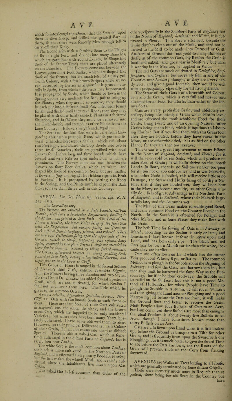 AYE which fo intoxicated the Danes, that the Scots fell upon them in their Sleep, and killed the gieateft lait 0 them, fo that there were fcarcely Men enough left to carry off their King. The fecond rifes with a fhrubby Stem to the Height of fix or eight Feet, and divides into many Branches, which are garnifhed with round Leaves, in Shape like thole of the Storax Tree ; thefe are placed alternately on the Branches. The Flowers come out between the Leaves upon fhort Foot Stalks, which are fhaped like thofe of the former, but are much lefs, of a dirty yel- lowifh Colour, with a few brown Stripes •, thefe are ne¬ ver fucceeded by Berries in England. It grows natu¬ rally in Spain, from whence the Seeds may be procured. It is propagated by Seeds, which fhould be fown in the Spring upon a very moderate hot Bed, juft to bring up the Plants ; when they are fit to remove, they fhould be each put into a feparate fmali Pot, filled with loamy Earth, and fhaded until they take Root; then they may be placed with other hardy exotick Plants in a fineItered Situation, and in October they muff be removed into the Green-houfe, and treated as other Plants from the fame Country. It flowers in July and Auguft. The Seeds of the third Sort were fent me from Cam- peachy * this hath a perennial R.oot, which puts out fe- veral channeled herbaceous Stalks, which rife about two Feet high, and toward the Top divide into two or three fmali Branches •, thefe are garnifhed with oval Leaves four Inches long and three broad, which have feveral tranfverfe Ribs on their under Side, which are prominent. The Flowers come out from between the Leaves on fhort Foot Stalks, which are white, and fhaped like thofe of the common Sort, but are fmaller. It flowers in July and Auguft, but feldom ripens its Fruit in England. It is propagated by parting the Roots in the Spring, and the Plants muff be kept in the Bark Stove to have them thrive well in this Country. AVENA. Lin. Gen. Plant. 85. Tourn. Inft. R. PI 514. Oats. The Characters are, Lhe Flowers are collected in a loofe Panicle, withou Beards ; thefe have a bivalvular Empalement, f welling h the Middle, and pointed at both Ends. The Petal of th, P lower is bivalve, the lower Valve being of the fame Siz> with the Empalement, but harder, pitting out from tk, Back afpiral Beard, twifting, jointed, and reflexed. Then are two oval NeCtariums flting upon the upper Side of th1 Gertnen, which is obtufe, fupporting two reflexed hair S.yics, crowned by two plain Stigma ; thefe are attended ft tv/ ce flender Stamina, crowned by oblong forked Summits, j he Gerrnen afterward becomes an oblong fwelling Seed, pointed at both Ends, having a longitudinal Furrow, ant elofely fhut up in the Cover or Chaff. d his Genus of Plants is ranged in the fecond Sedition of Linnaus‘% third Clafs, entitled Triandria Digynia. from the Flowers having three Stamina and two Styles! ft.0 Genus Dr. Linnaeus has added feveral Species ol Grafs, which are not cultivated, for which Reafon 1 ihall not enumerate them here. The Title which he gives to the common Oats is, _ Avena calycibus difpermibus feminibus lavibus. Hort. Clift. 25. Oats with twofmooth Seeds in each Emnale- ment. There are three Sorts of thefe Oats cultivated in England, viz the white, the black, and the brown or red Oat, which are fuppofed to be only accidental Varieties but where they have been many Years fepa- rately cultivated, I have never obferved them to alter However as their principal Difference is in ;he Colour m their Giain, I fhall not enumerate them as diftir.tf Species. 1 here is alfo a naked Oat, which is fome- times cultivated m the d.lfant Parts of England, but is rarely feen near London. th Tb|C 7hlte S°rt ls5he mofl: common about London ; L/W a™* CUlU;ated 5n the Northern Parts of Vnglamd, and is efleemed a very hearty Food for Horfes • bvar-T fil? mak,es the whiteft Mea1’ and is chiefly cul- Cakes! V 1C1C tle Inhabltants live much upon Oat 1 -e naked Oat is lefs common than either of the A V E others, efpecially in the Southern Parts of England-, bur in the North of England, Scotland, and Wales, it is cul¬ tivated in Plenty. This Sort is efleemed, becaufe the Grain threfhes clean out of the Hufk, and need not be carried to the Mill to be made into Oatmeal or Grift. An Acre of Ground doth not yield fo many Bufliels of thefe, as of the common Oats, by Reafon the Grain is fmali and naked, and goes near in Meafure •, but what is wanting in the Meafure, is fupplied in Value. The red Oats arc much cultivated in Derbyfloire, Staf- fordfloire, and Chefloirc, but are rarely feen in any of the Counties near London ; though, as they are a very har¬ dy Sort, and give a good Increafe, they would be well worth propagating, efpecially for all ftrong Lands. The Straw of thefe Oats is of a brownifh red Colour, as is alfo the Grain, which is very full and heavy, and efleemed better Food for Horfes than either of the for¬ mer Sorts. Oats are a very profitable Grain, and abfolutely ne- ceffary, being the principal Grain which Elorfes love ; and are efleemed the moft wholfome Food for thofe Cattle, being fweet, and of an opening Nature ; other Grains being apt to bind, which is injurious to labour¬ ing Elorfes : But if you feed them with this Grain foon after they are houfed, before they have fweat in the Mow, or are otherwife dried, it is as bad on the other Hand, for they are then too laxative. This Grain is a great Improvement to many Eftates in the North of England, Scotland, and Wales-, for it will thrive on cold barren Soils, which will produce no other Sort of Grain ; it will alfo thrive on the hoteft Land : In fhort, there is no Soil too rich or too poor for it, too hot or too cold for it; and in wet Harvefts, when other Grain is fpoiled, this will receive little or no Damage; the Straw and Hulks being of fo dry a Na¬ ture, that if they are houfed wet, they will not heat in the Mow, or become mouldy, as other Grain ufu- ally do ; fo is of great Advantage in the Northern Parts of England, and in Scotland, where their Harveft is ge¬ nerally late, and the Autumns wet. The Meal of this Grain makes tolerable good Bread, and is the common Food of the Country People in the North. In the South it is efteemed for Potage, and other Meffes, and in fome Places they make Beer with this Grain. 1 he beft Time for fowing of Oats is in February or March, according as the Seafon is early or late ; and fometimes I have known it fown in April upon cold Land, and has been early ripe. The black and red Oats may be fown a Month earlier than the white, be¬ caufe they are hardier. _ Oats are often fown on Land which has the former Year produced Wheat, Rye, or Barley. The common Method is to plough in the Stubble about the Begining of February, and flow the Oats, and harrow them in ; but then they muft be harrowed the fame Way as the Fur¬ rows lay, for if it be done croli'ways, the Stubble will be raifed on the Surface •, but this is not a good Me¬ thod of Hufbandry, for when People have Time to plough the Stubble in Autumn, it will rot in Winter ; and then givingtheLand anotherPloughing and a good Harrowing juft before the Oats are fown, it will make the Ground finer and better to receive the Grain. Moft People allow four Bufhels of Oats to an Acre, but I am convinced threeBufliels are more than enough; the ulual Produce is about twenty-five Bufhels to an Acre, though I have fometimes known more than thirty Bufhels on an Acre. Oats are alfo fown upon Land when it is firft broken up, before the Ground is brought to a Tilth for other rain, and is frequently fown upon the Sward with one oughing; but it is much better to give the Sward Time to rot before the Oats are fown, for the Roots of the Grafs will prevent thofe of the Corn from linking downward. AVENUES are Walks of Trees leading to a Houfe, which are generally terminated by fome dillant Objetf t he^e were formerly much more in Requeft than at ' Pre ent’ tuere being few old Seats in the Country but have