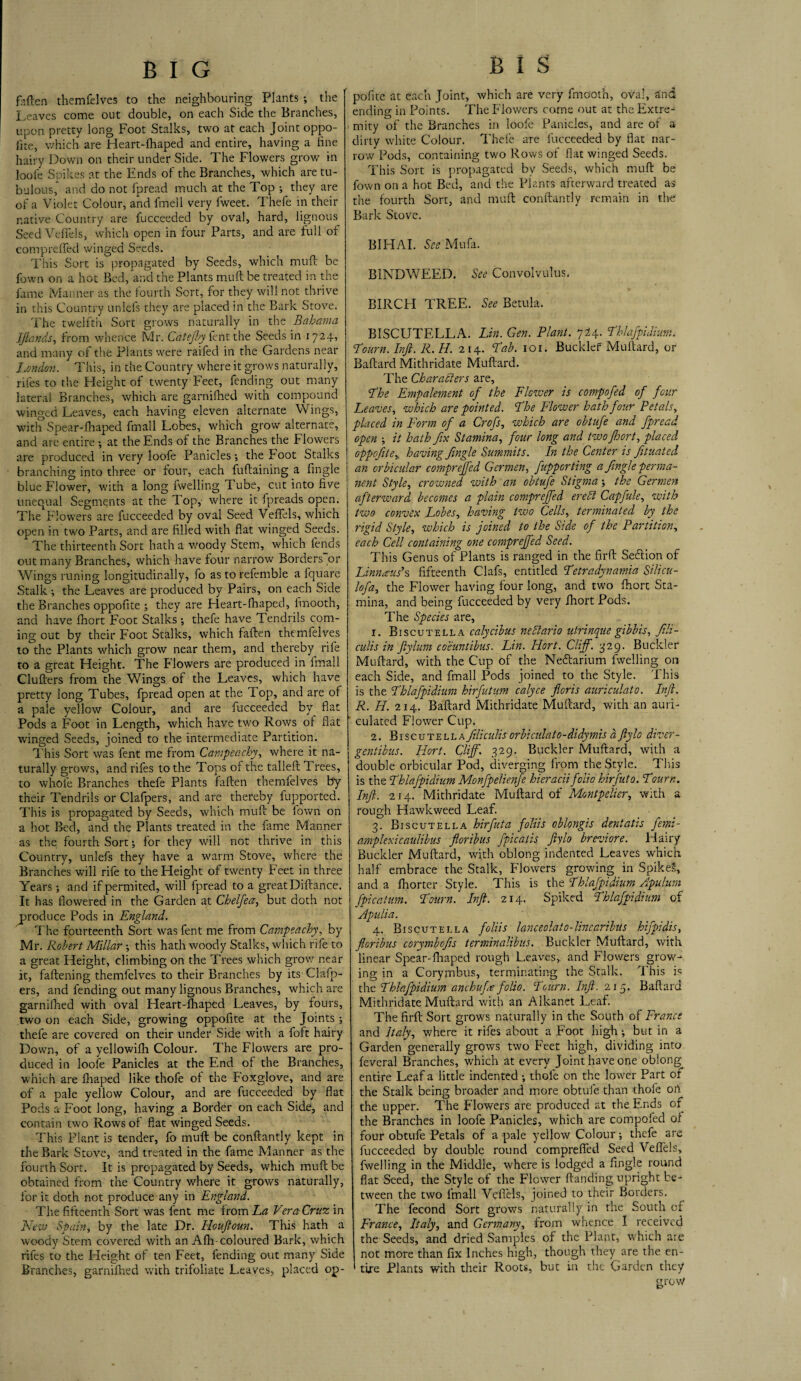 ftften themfelves to the neighbouring Plants the Leaves come out double, on each Side the Branches, upon pretty long Foot Stalks, two at each Joint oppo- lite, which are Heart-fhaped and entire, having a fine hairy Down on their under Side. The Flowers grow in loofe Spikes at the Ends of the Branches, which are tu- balous, and do not fpread much at the Top ; they are of a Violet Colour, and fmell very fweet. Thefe in their native Country are fucceeded by oval, hard, lignous Seed Vefifels, which open in four Parts, and are full of compreffed winged Seeds. This Sort is propagated by Seeds, which mult be fown on a hot Bed, and the Plants mult be treated in the fame Manner as the fourth Sort, for they will not thrive in this Country unlefs they are placed in the Bark Stove. The twelfth Sort grows naturally in the Bahama JJlcnds, from whence Mr. Cate fly fcnt the Seeds in 1724, and many of the Plants were raifed in the Gardens near London. This, in the Country where it grows naturally, riles to the Height of twenty Feet, fending out many lateral Branches, which are garnifhed with compound winged Leaves, each having eleven alternate Wings, with Spear-fhaped fmall Lobes, which grow alternate, and are entire -, at the Ends of the Branches the Flowers are produced in very loofe Panicles-, the foot Stalks branching into three or four, each fuftaining a fingle blue Flower, with a long iwelling Tube, cut into five unequal Segments at the Top,' where it fpreads open. The Flowers are fucceeded by oval Seed VefTels, which open in two Parts, and are filled with flat winged Seeds. The thirteenth Sort hath a woody Stem, which fends out many Branches, which have four narrow Borders or Wings tuning longitudinally, fo as to refemble a fquare Stalk; the Leaves are produced by Pairs, on each Side the Branches oppofite ; they are Heart-fhaped, ftnooth, and have fhort Foot Stalks -, thefe have Tendrils com¬ ing out by their Foot Stalks, which faften themfelves to the Plants which grow near them, and thereby rife to a great Height. The Flowers are produced in fmall Clufters from the Wings of the Leaves, which have pretty long Tubes, fpread open at the Top, and are of a pale yellow Colour, and are fucceeded by flat Pods a Foot in Length, which have two Rows of flat winged Seeds, joined to the intermediate Partition. This Sort was fent me from Campeachy, where it na¬ turally grows, and rifes to the Tops of the talleft Trees, to whole Branches thefe Plants faften themfelves by their Tendrils or Clafpers, and are thereby fupported. This is propagated by Seeds, which muft be fown on a hot Bed, and the Plants treated in the fame Manner as the fourth Sort; for they will not thrive in this Country, unlefs they have a warm Stove, where the Branches will rife to the Height of twenty Feet in three Years; and ifpermited, will fpread to a greatDiftance. It has flowered in the Garden at Chelfea, but doth not produce Pods in England. The fourteenth Sort was fent me from Campeachy, by Mr. Robert Millar -, this hath woody Stalks, which rife to a great Height, climbing on the Trees which grow near it, faftening themfelves to their Branches by its Clafp¬ ers, and fending out many lignous Branches, which are garnifhed with oval Heart-fhaped Leaves, by fours, two on each Side, growing oppofite at the Joints ; thefe are covered on their under Side with a foft hairy Down, of a yellowifh Colour. The Flowers are pro¬ duced in loofe Panicles at the End of the Branches, which are fliaped like thofe of the Foxglove, and are of a pale yellow Colour, and are fucceeded by flat Pods a Foot long, having a Border on each Side, and contain two Rows of flat winged Seeds. This Plant is tender, fo muft be conftantly kept in the Bark Stove, and treated in the fame Manner as the fourth Sort. It is propagated by Seeds, which muft be obtained from the Country where it grows naturally, lor it doth not produce any in England. The fifteenth Sort was fent me from La Vera Cruz in New Spain, by the late Dr. Houftoun. This hath a woody Stem covered with an Afh coloured Bark, which rifes to the Height of ten Feet, fending out many Side Branches, garnifhed with trifoliate Leaves, placed op- B I S polite at each Joint, which are very ftnooth, oval, and ending in Points. The Flowers come out at the Extre¬ mity of the Branches in loofe Panicles, and are of a dirty white Colour. Thefe are fucceeded by flat nar¬ row Pods, containing two Rows of flat winged Seeds. This Sort is propagated by Seeds, which muft be fown on a hot Bed, and the Plants afterward treated as the fourth Sort, and muft conftantly remain in the Bark Stove. BIHAI. See Mu fa. BINDWEED. See Convolvulus. BIRCH TREE. See Betula. BISCUTELLA. Lin. Gen. Plant. 724. Lhlafpidium. Lourn. In ft. R. H. 214. Lab. 101. Buckler Muftard, or Baftard Mithridate Muftard. The Characters are, Lhe Empalement of the Flower is compofed of four Leaves, which are pointed. Lhe Flower hath four Petals, placed in Form of a Crofs, which are obtufe and fpread open ■, it hath fix Stamina, four long and two fort, placed oppofite,, having fingle Summits. In the Center is fituated an orbicular compreffed Germen, fupporting a fingle perma¬ nent Style, crowned with an obtufe Stigma •, the Germen afterward becomes a plain compreffed erebi Capfule, with two convex Lobes, having two Cells, terminated by the rigid Style, which is joined to the Side of the Partition, each Cell containing one compreffed Seed. This Genus of Plants is ranged in the firft Seflion of Limbus's fifteenth Clafs, entitled Letr adynamia Silicu- lofa, the Flower having four long, and two fhort Sta¬ mina, and being fucceeded by very fhort Pods. The Species are, 1. Biscutella calycibus neclario utrinque gibbis, fili- culis in Jiylum coeuntibus. Lin. Hort. Cliff. 329. Buckler Muftard, with the Cup of the Nettarium fwelling on each Side, and fmall Pods joined to the Style. This is the Lhlafpidium hirfutum calyce fleris auriculato. Inft. R. H. 214. Baftard Mithridate Muftard, with an auri- culated Flower Cup. 2. Biscutella filiculis orbiculato-didymis a ftylo diver - gentibus. Hort. Cliff. 329. Buckler Muftard, with a double orbicular Pod, diverging from the Style. This is the Lhlafpidium Monfpelienfe hieracii folio hirfuto. Lourn. Inft. 214. Mithridate Muftard of Montpelier, with a rough Hawkweed Leaf. 3. Biscutella hirfuta foliis oblongis dentatis femi- amplexicaulibus floribus fpicatis ftylo breviore. Hairy Buckler Muftard, with oblong indented Leaves which, half embrace the Stalk, Flowers growing in Spikes, and a fhorter Style. This is the Lhlafpidium Apulum fpicatum. Lourn. Inft. 214. Spiked Lhlafpidium of Apulia. 4. Biscutella foliis lanceolato-lincaribus hifpidis, floribus corymbofis terminalibus. Buckler Muftard, with linear Spear-fhaped rough Leaves, and Flowers grow¬ ing in a Corymbus, terminating the Stalk. This is the Lhlafpidium anchufe folio. Lourn. Inft. 215. Baftard Mithridate Muftard with an Alkanet Leaf. The firft Sort grows naturally in the South of Franc: and Italy, where it rifes about a Foot high; but in a Garden generally grows two Feet high, dividing into feveral Branches, which at every Joint have one oblong entire Leaf a little indented thofe on the lower Part of the Stalk being broader and more obtufe than thofe ori the upper. The Flowers are produced at the Ends of the Branches in loofe Panicles, which are compofed of four obtufe Petals of a pale yellow Colour; thefe are fucceeded by double round compreffed Seed Veffels, fwelling in the Middle, where is lodged a fingle round flat Seed, the Style of the Flower Handing upright be¬ tween the two fmall Veflels, joined to their Borders. The fecond Sort grows naturally in the South of France, Italy, and Germany, from whence I received the Seeds, and dried Samples of the Plant, which are not more than fix Inches high, though they are the en¬ tire Plants with their Roots, but in the Garden they grow