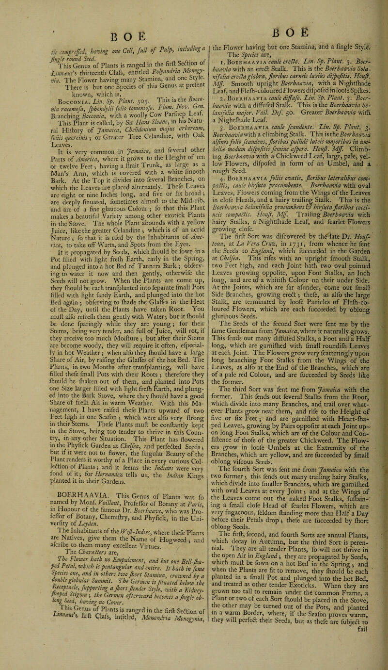 tie comprejfed, having one Cell, full of Pulp, including a Jingle round Seed. f This Genus of Plants is ranged in the firft Section or Linnaeus's thirteenth Clafs, entitled Polyandria Mome¬ nta. The Flower having many Stamina, and one Style. There is but one Species of this Genus at prelent known, which is, Bocconia. Lin. Sp. Plant. 505. This \su\tBocco- nia racemofa, fphondylii folio tomentofo. Plum. Nov. en. Blanching Bocconia, with a woolly Cow Parfnep Leaf. This Plant is called, by Sir Hans Sloane, in his Natu¬ ral Hillory of Jamaica, Chelidonium majus arboreum, foliis quercinis; or Greater Tree Celandine, with Oak Leaves. It is very common in Jamaica, and feveral other Parts of America, where it grows to the Height of ten or twelve Feet; having a ftrait Trunk, as large as a Man’s Arm, which is covered with a white fmooth Bark. At the Top it divides into feveral Branches, on which the Leaves are placed alternately. Thefe Leaves are eight or nine Inches long, and five of fix broad ; are deeply finuated, fometimes almoft to the Mid-rib, and are of a fine glaucous Colour ; fo that this Plant makes a beautiful Variety among other exotick Plants in the Stove. The whole Plant abounds with a yellow Juice, like the greater Celandine ; which is of an acrid Nature ; fo that it is ufed by the Inhabitants of Ame¬ rica, to take off Warts, and Spots from the Eyes. It is propagated by Seeds, which fhould be fown in a Pot filled with light frefh Earth, early in the Spring, and plunged into a hot Bed of Tanners Bark ; obferv- ing to water it now and then gently, otherwife the Seeds will not grow. When the Plants are come up, they fhould be each tranfplanted into feparate fmall Pots filled with light fandy Earth, and plunged into the hot Bed again ; obferving to fhade the Glades in the Heat of the Day, until the Plants have taken Root. You muff alfo refrefh them gently with Water; but it fhould be done fparingly while they are young •, for their Stems, being very tender, and full of Juice, will rot, if they receive too much Moifture •, but after their Stems are become woody, they will require it often, efpecial- ly in hot Weather; when alfo they fhould have a large Share of Air, by raifing the Glades of the hot Bed. The Plants, in two Months after tranfplanting, will have filled thefe fmall Pots with their Roots ; therefore they fhould be fhaken out of them, and planted into Pots one Size larger filled with light frefh Earth, and plung¬ ed into the Bark Stove, where they fhould have a good Share of frefh Air in warm Weather. With this Ma¬ nagement, I have raifed thefe Plants upward of two Feet high in one Seafon ; which were alfo very ftrong in their Stems. Thefe Plants muft be conftantly kept in the Stove, being too tender to thrive in this Coun¬ try, in any other Situation. This Plant has dowered in the Phyfick Garden at Chelfea, and perfected Seeds-, but if it were not to dower, the lingular Beauty of the Plant renders it worthy of a Place in every curious Col¬ lection of Plants; and it feems the Indians were very fond ol it; for Hernandez tells us, the Indian Kino-s planted it in their Gardens. BOERHAAVIA. This Genus of Plants was fo named by Monf. Vaillant, ProfefTor of Botany at Paris, in Honour of the famous Dr. Boerhaave, who was Pro- feffor of Botany, Chemiftry, and Phyfick, in the Uni- verfity of Leyden. The Inhabitants of the Weft-Indies, where thefe Plants are Natives, give them the Name of Hogweed ; and alcribe to them many excellent Virtues. The Char alters are, Lhe Flower hath no Empalement, and but one Bell- ped Petal, which is pentangular and entire. It hath in ' Species one, and in others two fhort Stamina, crowned* double globular Summit. The Germen is ftuated below ■Receptacle, fupporting a fhort fender Style, with a Kid Jvaped Stigma ; the Germen afterward becomes a finrle long Seed, having no Cover. * This Genus of Plants is ranged in the firft Sebtio Lmixuss firft Clafs, intjdcd, Mcnandria Monog> B O E the Flower having but one Stamina, and a dingle Style. The Species are, 1. Boerhaavia cattle ereCo. Lin. Sp. Plant. 3. Boer- haavia with an erebt Stalk. This is the Boerhaavia Sola- nifolia ereCa glabra, floribus carnets laxiits difpofitis. Houfl. Mf. Smooth upright Boerhaavia, with a Nightfhade Leaf, and Flefh-coloured Flowers difpofedinloofe Spikes. 2. Boerhaavia cattle diffufo. Lin. Sp. Plant. 3. Boer¬ haavia with a diffufed Stalk. This is the Boerhaavia So- lanifolia major. Vail. Def. 50. Greater Boerhaavia with a Nightfhade Leaf. 3. Boerhaavia caule fcandente. Lin. Sp. Plant. 3. Boerhaaviawith a climbing Stalk. This Boerhaavia alfines folio fcandens, floribus pallide luteis majoribus in um- bell<£ modum difpofitis femine afpero. Houfl. MJf. Climb¬ ing Boerhaavia with a Chickweed Leaf, large, pale, yel¬ low Flowers, difpofed in form of an Umbel, and a rough Seed. 4. Boerhaavia foliis ovatis, floribus lateralibus com¬ pacts, caule hirfuto procumbente. Boerhaavia with oval Leaves, Flowers coming from the Wings of the Leaves in dole Heads, and a hairy trailing Stalk. This is the Boerhaavia Solanifolia procumbens & hirfuta floribus cocci- neis compaCis. Houfl. MJf. Trailing Boerhaavia with hairy Stalks, a Nightfhade Leaf, and fcarlet Flowers growing clofe. The firft Sort was difcovered by theHate Dr. Houf- toun, at La Vera Cruz, in 1731, from whence he fent the Seeds to England, which fucceeded in the Garden at Chelfea. This rifes with an upright fmooth Stalk, two Feet high, and each Joint hath two oval pointed Leaves growing oppofite, upon Foot Stalks, an Inch long, and are of a whitifh Colour on their under Side. At the Joints, which are far afunder, come out fmall Side Branches, growing erebt; thefe, as alfo the large Stalk, are terminated by loofe Panicles of Flefh-co- loured Flowers, which are each fucceeded by oblong glutinous Seeds. The Seeds of the fecond Sort were fent me by the fame Gentleman from Jamaica, where it naturally grows. This fends out many diffufed Stalks, a Foot and a Half long, which are garnifhed with fmall roundifh Leaves at each Joint. The Flowers grow very fcatteringly upon long branching Foot Stalks from the Wings of the Leaves, as alfo at the End of the Branches, which are of a pale red Colour, and are fucceeded by Seeds like the former. The third Sort was fent me from Jamaica with the former. This fends out feveral Stalks from the Root, which divide into many Branches, and trail over what¬ ever Plants grow near them, and rife to the Height of five or fix Feet; and are garnifhed with Heart-fha- ped Leaves, growing by Pairs oppofite at each Joint up-/ on long Foot Stalks, which are of the Colour and Con- fiftence of thofe of the greater Chickweed. The Flow¬ ers grow in loofe Umbels at the Extremity of the Branches, which are yellow, and are fucceeded by fmall oblong vifcous Seeds. The fourth Sort was fent me from Jamaica with the two former ; this fends out many trailing hairy Stalks, which divide into fmaller Branches, which are garnifhed with oval Leaves at every Joint; and at the Wings of the Leaves come out the naked Foot Stalks, fuftain- ing a fmall clofe Head of fcarlet Flowers, which are very fugacoous, feldom branding more than Half a Day before their Petals drop ; thefe are fucceeded by fhort oblong Seeds. 1 he firft, fecond, and fourth Sorts are annual Plants, which decay in Autumn, but the third Sort is peren¬ nial. They are all tender Plants, fo will not thrive in the open Air in England; they are propagated by Seeds, which muft be fown on a hot Bed in the Spring ; and when the Plants are fit to remove, they fhould be each planted in a fmall Pot and plunged into the hot Bed, and treated as other tender Exoticks. When they are g:own too tall to remain under the common Frame, a 1 lant or two of each Sort fhould be placed in the Stove, the other may be turned out of the Pots, and planted in a warm Border, where, if the Seafon proves warm, they will perfebt their Seeds, but as thefe are fubjebt to fail