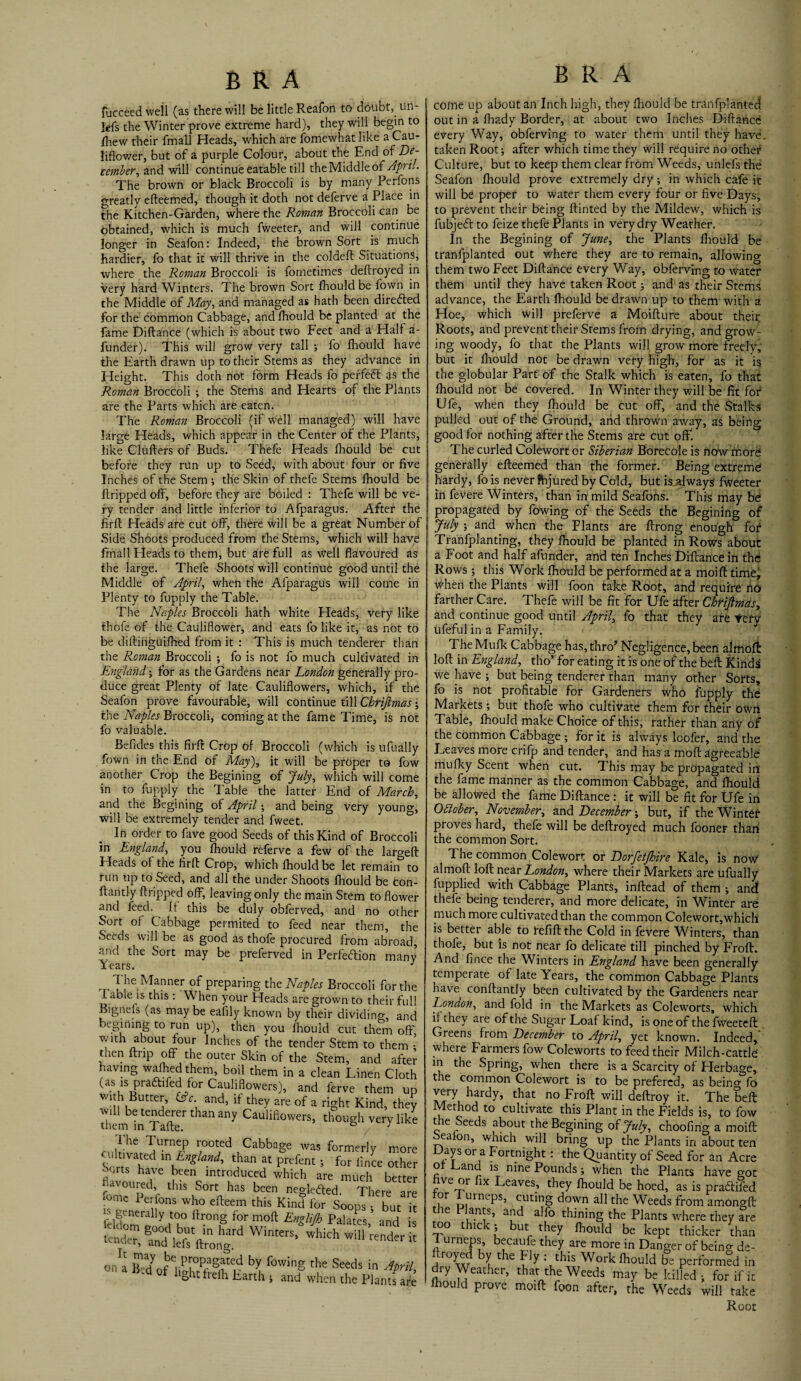 fucceed well (as there will be little Reafon to doubt,, un- ids the Winter prove extreme hard), they will begin to /hew their fmall Heads, which are fomewhatlike a Cau¬ liflower, but of a purple Colour, about the End of 'De¬ cember, and will continue eatable till the Middle of April. The brown or black Broccoli is by many Perfons greatly efteemed, though it doth not deferve a Place in the Kitchen-Garden, where the Roman Broccoli can be obtained, which is much fweeter, and will continue longer in Seafon: Indeed, the brown Sort is much hardier, fo that it will thrive in the coldeft Situations, where the Roman Broccoli is fometimes deftroyed in very hard Winters. The brown Sort lhouldbe fown in the Middle of May, and managed as hath been directed for the common Cabbage, and fliould be planted at the fame Diftance (which is about two Feet and a Hall a- funder). This will grow very tall ; fo fhould have the Earth drawn up to their Stems as they advance in Height. This doth not form Heads fo pei'feft as the Roman Broccoli ; the Stems and Hearts of the Plants are the Parts which are eaten. The Roman Broccoli (if well managed) will have large Heads, which appear in the Center of the Plants, like Clufters of Buds. Thefe Heads fhould be cut before they run up to Seed, with about four or five Inches of the Stem •, the Skin of thefe Stems fhould be ftripped off, before they are boiled : Thefe will be ve¬ ry tender and little inferior to Afparagus. After the firfl Heads are cut off, there will be a great Number of Side Shoots produced from the Stems, which will have fmall Heads to them, but are full as well flavoured as the large. Thefe Shoots will continue good until the Middle of April, when the Afparagus will come in Plenty to fupply the Table. The Naples Broccoli hath white Heads, very like thofe of the Cauliflower, and eats fo like it, as not to be diftinguifhed from it : This is much tenderer than the Roman Broccoli •, fo is not fo much cultivated in England; for as the Gardens near London generally pro¬ duce great Plenty of late Cauliflowers, which, if the Seafon prove favourable, will continue till Chrijimas the Naples Broccoli, coming at the fame Time, is not fo valuable. Befides this firfl Crop of Broccoli (which is ufually fown in the End of May), it will be proper to fow another Crop the Begining of July, which will come in to fupply the Table the latter End of March, and the Begining of April; and being very young, will be extremely tender and fweet. In order to fave good Seeds of this Kind of Broccoli in England, you fhould referve a few of the largeft Heads of the firfl Crop, which fhould be let remain^ to run up to Seed, and all the under Shoots fhould be con- flantly ftripped off, leaving only the main Stem to flower and feed. It this be duly obferved, and no other Sort ol Cabbage permited to feed near them, the Seeds will be as good as thofe procured from abroad, and the Sort may be preferved in Perfeiflion many 1 ears. 3 | he Manner of preparing the Naples Broccoli forth I able is this : When your Heads are grown to their fir Bigneis (as may be eafily known by their dividing, an begining to run up), then you fhould cut them of] v, ith about four Inches of the tender Stem to them then ftrip off the outer Skin of the Stem, and afte having wafhed them, boil them in a clean Linen Clot (as is pradhied for Cauliflowers), and ferve them u with Butter, L c. and, if they are of a right Kind, the will be tenderer than any Cauliflowers, though very lik them in Tafte. D 3 1 he Turnep rooted Cabbage was formerly cultivated in England, than at prefent •, for lince ^orts have been introduced which are much l •a\oured, this Sort has been ne<de<5led Then ome Perfons who efteem this Kind for SoopT fc ieldomra yn0r° for moft £nSliA Palates, a, tcn<fcr, lin'd lcfs'ftrong^ Wi“ re onl Ra/of'Vprk°P?Sfed by flowing the Seeds in , ight frelh Earth i and when the Plan come up about an Inch high, they fliould be tranfplanted out in a fliady Border, at about two Inches Diflance every Way, obferving to water them until they have, taken Root; after which time they will require no other Culture, but to keep them clear from Weeds, unlefs the Seafon fhould prove extremely dry; in which cafe it will be proper to water them every four or five Days, to prevent their being ftinted by the Mildew, which is fubjedlto feize thefe Plants in very dry Weather. In the Begining of June, the Plants fliould be tranfplanted out where they are to remain, allowing them two Feet Diflance every Way, obferving to water them until they have taken Root; and as their Stems advance, the Earth fhould be drawn up to them with a Floe, which will preferve a Moifture about their; Roots, and prevent their Stems from drying, and grow¬ ing woody, fo that the Plants will grow more freely, but it fliould not be drawn very high, for as it is the globular Part of the Stalk which is eaten, fo that fliould not be covered. In Winter they will be fit for Ufe, when they fhould be cut off, and the Stalks pulled out of the Ground, arid thrown away, as being good for nothing after the Stems are cut off. The curled Colewort or Siberian Borecole is how more generally efteemed than the former. Being extreme hardy, fo is never fhjured by Cold, but is.always' fweeter in fevere Winters, than in mild Seafons. This may be propagated by flowing of the Seeds the Begining of July ; and when the Plants are ftrong enough fofl Tranfplanting, they fhould be planted in Rows about a Foot and half afunder, and ten Inches Diftance in the Rows ; this Work fhould be performed at a moift time, when the Plants will foon take Root, and require no farther Care. Thefe will be fit for Ufe after Chrijimas, and continue good until Aprils fo that they ate tery ufeful in a Family. < The Mufk Cabbage has, thro’ Negligence,been almoft loft in England, tho’ for eating it is one of the belt Kinds we have ; but being tenderer than many other Sorts, fo is not profitable for Gardeners who fupply the Markets; but thofe who cultivate them for their own Table, fhould make Choice of this, rather than any of the common Cabbage ; for it is always looker, and the Leaves more crifp and tender, and has a moft agreeable mufky Scent when cut. This may be propagated in the fame manner as the common Cabbage, and fliould be allowed the fame Diftance : it will be fit for Ufe in Obiober, November, and December; but, if the Winter proves hard, thefe will be deftroyed much fooner thart the common Sort. x iic cunmion voiewort ----- — “ ^ ~ v 'y ' v xcj nuvv almoft loft London, where their Markets are ufually fupplied with Cabbage Plants, inftead of them ; and thefe being tenderer, and more delicate, in Winter are much more cultivated than the common Colewort,which is better able to refill the Cold in fevere Winters, than thofe, but is not near fo delicate till pinched by Froft. And fince the Winters in England have been generally temperate of late Years, the common Cabbage Plants have conftantly been cultivated by the Gardeners near London, and fold in the Markets as Coleworts, which if they are of the Sugar Loaf kind, is one of the fweeteft Greens from December to April, yet known. Indeed,' where Farmers fow Coleworts to feed their Milch-cattle in the Spring, when there is a Scarcity of Herbage, the common Colewort is to be prefered, as being fo very hardy, that no Froft will deftroy it. The bell Method to cultivate this Plant in the Fields is, to fow tie Seeds about the Begining otjuly, choofirig a moift Sealon, which will bring up the Plants in about ten Days or a Fortnight: the Quantity of Seed for an Acre ol Land is nine Pounds; when the Plants have got ve or ix Leaves, they fhould be hoed, as is praflifed for Tui neps, cuting down all the Weeds from amongft t le Plants, and alfo thining the Plants where they are too thick; but they fliould be kept thicker than I urneps, becaufe they are more in Danger of bein<* de- ftroyed by the k]y: this Work (hould be performed in dry Weather, that the Weeds may be killed ; for if it lhould prove moift foon after, the Weeds will take Root