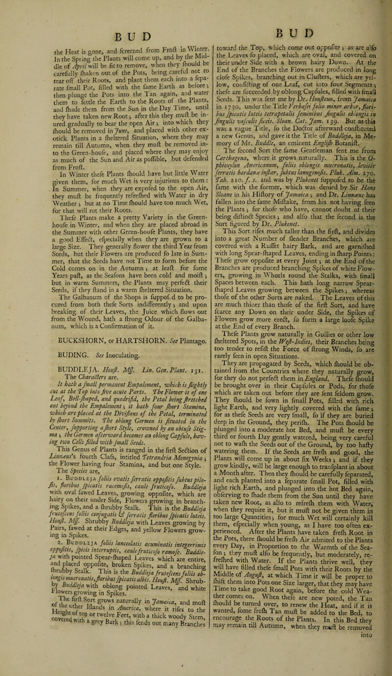 BUD BUD the Heat is gone, and fcreened from Frbft in Winter. In the Spring the Plants will come up, and by the Mid¬ dle of April will be fit to remove, when they fhould be carefully lhaken out of the Pots, being careful not to tear off their Roots, and plant them each into a fepa- rate fmall Pot, filled with the fame Earth as before ; then plunge the Pots into the T an again, and water them to fettle the Earth to the Roots of the Plants, and fhade them from the Sun in the Day 1 ime, until they have taken new Root-, after this they muft be in¬ ured gradually to bear the open Air; into which they ihould be removed in June, and placed with other ex¬ otick Plants in a fheltered Situation, where they may remain till Autumn, when they mult be removed in¬ to the Green-houfe, and placed where they may enjoy as much of the Sun and Air as poffible, but defended from Froft. In Winter thefe Plants fliould have but little Water given them, for much Wet is very injurious to them : In Summer, when they are expofed to the open Air, they muft be frequently refrefiled with Water in dry Weather ; but at no Time fhould have too much Wet, for that will rot their Roots. Thefe Plants make a pretty Variety in the Green- houfe in Winter, and when they are placed abroad in the Summer with other Green-houfe Plants, they have a good Effeift, efpecially when they are grown to a large Size. They generally flower the third Year from Seeds, but their Flowers are produced fo late in Sum¬ mer, that the Seeds have not Time to form before the Cold comes on in the Autumn ; at leaft for fome Years paft, as the Seafons have been cold and moift ; but in warm Summers, the Plants may perfect their Seeds, if they Hand in a warm fheltered Situation. The Galbanum of the Shops is fuppoftd to be pro¬ cured from both thefe Sorts indifferently and upon breaking of their Leaves, the Juice which flows out from the Wound, hath a ftrong Odour of the Galba¬ num, which is a Confirmation of it. BUCKSFIORN, or HARTSHORN. See Plantago. BUDING. See Inoculating. BUDDLEJA. Houft. MJJ. Lin. Gen. Plant. 131. The Char afters are. It hath a fmall permanent Empalement, ’which is /lightly cut at the Lop into five acute Parts. The Flower is of one Leaf , Bell-Jhaped, and qnadrifid, the Petal being firetched cut beyond the Empalement it hath four Jhort Stamina, which are placed at the Divifions of the Petal, terminated by fhort Summits. The oblong Germen is fituated in the Center, fupporting a fhort Style, crowned by an obtufe Stig¬ ma ; the Germen afterward becomes an oblong Capfule, hav¬ ing two Cells filled with fmall Seeds. This Genus of Plants is ranged in the firft Section of Limneus s fourth Clafs, intitled Letrandria Monogynia ; the Flower having four Stamina, and but one Style. The Species are, 1. Buddleja foliis ovatis ferratis oppofitis fubtuspilo- fis, floribus Jpicatis racemofis, caule fruticofo. Buddleja with oval fawed Leaves, growing oppofite, which are hairy on their under Side, Flowers growing in branch¬ ing Spikes, and a fhrubby Stalk. This is the Buddleja f> utefeens foliis conjugatis <0 ferratis floribus fpicatis luteis. Houjl. MJf. Shrubby Buddleja with Leaves growing by I airs, fawed at their Edges, and yellow P'lowers grow¬ ing in Spikes. 2. Buddleja foliis lanceolatis acuminatis integer oppofitis, fpicis interrupts, caule fruticofo ramofe. .Bu ja with pointed Spear-fhaped Leaves which are er and placed oppofite, broken Spikes, and a branc fhrubby Stalk. This is the Buddleja frutefeens folii tongis mucrcnatis, floribus fpicatis albis. Houft. MJf. Sh by Buddleja with oblong pointed Leaves, and v v lowers growing in Spikes. The firft Sort grows naturally in Jamaica, and H -hl0tfer Wands in America, where it rifes tc covp^H°f-tun °f tWeIve Feet’ with a Wick woody S with a grey Bark this fends out many Bran I toward the Top, which come out oppofite ; as are alfo the Leaves fo placed, which are oval, and covered on their under Side with a browm hairy Down. At the End of the Branches the Flowers are produced in long clofe Spikes, branching out in Clufters, which are yel¬ low, confifting of one Leaf, cut into four Segments thefe are fucceeded by oblong Capfules, filled with fmall Seeds. This was fent me by Dr. Houftoun, from Jamaica in 1730, under the Title Verbafei folio minor arbor, fiori- bus fpicatis luteis tetrapetalis feminibus fingulis oblongis in fingulis vafeulis ficcis. Sloan. Cat. Jam. 139. But as this was a vague Title, fo the Doctor afterward conftituted a new Genus, and gave it the Title of Buddleja, in Me¬ mory of Mr. Buddie, an eminent F,nglijh Botanift. The fecond Sort the fame Gentleman fent me from Carthagena, where it grows naturally. This is the O- phioxylon Americanism, foliis oblongis mucronatis, leviler ferratis bardan.e inftar,fubtus lanuginofis. Pluk. Aim. 270. Lab. 210./. s. and was by Plukenet fuppofed to be the fame with the former, which was denied bv Sir Hans Sloane in his Hiltory of Jamaica ; and Dr. Linnceus has fallen into the fame Miftake, from his not having feen the Plants; for thole who have, cannot doubt of their being diftindt Species; and alfo that the fecond is the Sort figured by Dr. Plukenet. ,=,r , This Sort rifes much taller than the firft, and divides into a great Number of (lender Branches, which are covered with a Ruftet hairy Bark, and are garni fhed with long Spear-lhaped Leaves, ending in fharp Points: T hefe grow oppofite at every Joint at the End of the Branches are produced branching Spikes of white Flow¬ ers, growing in Whorls round the Stalks, with fmall Spaces betv/een each. This hath long narrow' Spear - Ihaped Leaves growing between the Spikes; whereas thofe of the other Sorts are naked. The Leaves of this are much thiner than thofe of the firft Sort, and have fcarce any Down on their under Side, the Spikes of Blowers grow more ereft, fo form a large loofe Spike at the End of every Branch. Thefe Plants grow naturally in Gullies or other low fheltered Spots, in the Weft-Indies, their Branches being too tender to refill the Force of ftrong Winds, fo are rarely feen in open Situations. They are propagated by Seeds, which Ihould be ob¬ tained from the Countries where they naturally grow, for they do not perfect them in England. Thefe fhould be brought over in their Capfules or Pods, for thofe which are taken out before they are fent feldom grow. They fliould be fown in fmall Pots, filled with rich light Earth, and very lightly covered with the fame ; for as thefe Seeds are very fmall, fo if they are buried deep in the Ground, they perifh. The Pots fhould be plunged into a moderate hot Bed, and muft be every third or fourth Day gently watered, being very careful not to wafh the Seeds out of the Ground, by too hafty watering them. If the Seeds are frelh and good, the Plants will come up in about fix Weeks ; and if they grow kindly, will be large enough to tranfplant in about a Month after. Then they fhould be carefully feparated, and each planted into a feparate fmall Pot, filled with light rich Earth, and plunged into the hot Bed again, obferving to fhade them from the Sun until they have taken new Root, as alfo to refrefh them with Water1, when they require it, but it muft not be given them in too large Quantities; for much Wet will certainly kill them, efpecially when young, as I have too often ex¬ perienced. After the Plants have taken frefh Root in the Pots, there fhould be frefh Air admited to the Plants every Day, in Proportion to the Warmth of the Sea- fon ; they muft alfo be frequently, but moderately, re- frefhed with Water. If the Plants thrive well, they will have filled thefe fmall Pots with their Roots by the Middle of Auguft, at which Time it will be proper to mift them into Pots one Size larger, that they may have Time to take good Root again, before the cold Wea¬ ther comes on. When thefe are new poted, the Tan fhould be turned over, to renew the Heat, and if it is wanted, fome frefh Tan muft be added to the Bed, to encourage the Roots of the Plants. In this Bed they may remain till Autumn, when they muft be removed into i