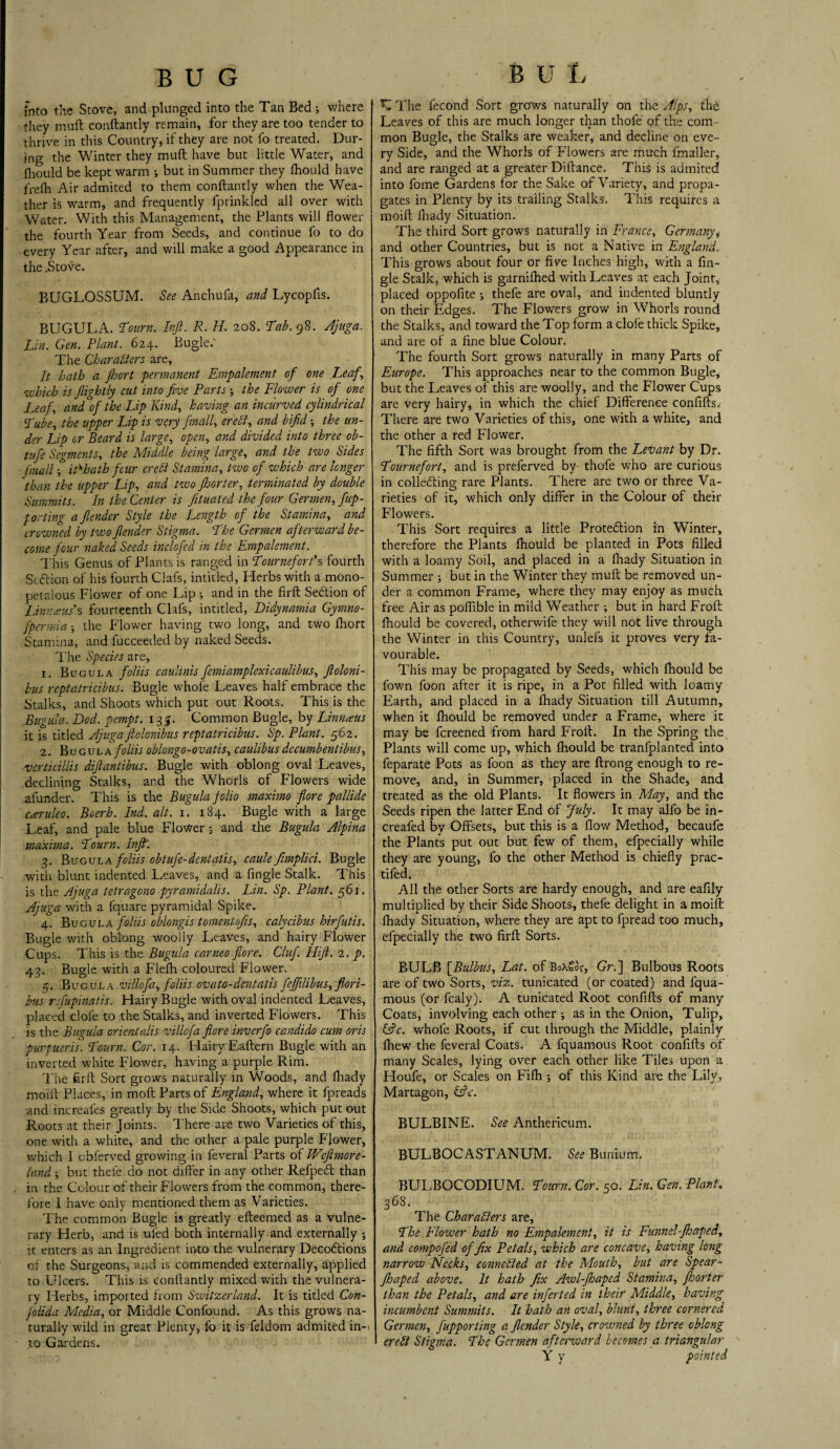 fnto the Stove, and plunged into the Tan Bed ; where they muft conftantly remain, for they are too tender to thrive in this Country, if they are not fo treated. Dur¬ ing the Winter they muft have but little Water, and fhould be kept warm •, but in Summer they ftiould have frefh Air admited to them conftantly when the Wea¬ ther is warm, and frequently fprinkled all over with Water. With this Management, the Plants will flower the fourth Year from Seeds, and continue fo to do every Year after, and will make a good Appearance in the .Stove. BUGLOSSUM. See Anchufa, and Lycopfls. BUGULA. Tourn. Inft. R. H. 208. ’Tab. 98. Ajuga. Lin. Gen. Plant. 624. Bugle.' The Characters are, It hath a jhort permanent Empalement of one Leaf, which is Jlightly cut into five Partsthe Flower is of one Leaf,, and^of the Lip Kind, having an incurved cylindrical Tube, the tipper Lip is very finall, ere It, and bifid; the un¬ der Lip or Beard is large, open, and divided into three ob- tufe Segments, the Middle being large, and the two Sides finall ■, iPhath four ere It Stamina, two of which are longer than the upper Lip, and two Jhorter, terminated by double Summits. In the Center is fituated the four Germen, fup- porting a fender Style the Length of the Stamina, and crowned by two flender Stigma. The Germen afterward be¬ come four naked Seeds inclofed in the Empalement. This Genus of Plants is ranged in Tourneforf s fourth Stffion of his fourth Clafs, intitled, Herbs with a mono- petalous Flower of one Lip •, and in the firft Se&ion of Linnaeus’s fourteenth Clafs, intitled, Didynamia Gymno- fpermia the Flower having two long, and two fhort Stamina, and fucceeded by naked Seeds. The Species are, 1. Bugula foliis caulinis femiamplexicaulibus, ftoloni- bus reptatricibus. Bugle whole Leaves half embrace the Stalks, and Shoots which put out Roots. This is the Bugula. Bod. pempt. 135. Common Bugle, by Linnaus it is titled Ajuga. ftolonibus reptatricibus. Sp. Plant. 562. 2. Bugula foliis oblongo-ovatis, caulibus decumbentibus, verticillis diftantibus. Bugle with oblong oval Leaves, declining Stalks, and the Whorls of Flowers wide afunder. This is the Bugula folio maximo flore pallide Cteruleo. Boerh. Ind. alt. 1. 184. Bugle with a large Leaf, and pale blue FloWer 5 and the Bugula Alpina maxima. Tourn. Inft'. 4. Bugula foliis obtufe-dentatis, caule fimplici. Bugle with blunt indented Leaves, and a Angle Stalk. This is the Ajuga tetragono pyramid alls. Lin. Sp. Plant. 561. Ajuga with a fquare pyramidal Spike. 4. Bugula foliis oblongis tomentofis, calycibus hirfutis. Bugle with oblong woolly Leaves, and hairy Flower Cups. This is the Bugula cameo fiore. Clufi FUJI. 2. p. 43. Bugle with a Flefli coloured Flower. 5. Bugula villofa, foliis ovato-dentatis fefifilibusgflori- bus rfupinatis. Hairy Bugle with oval indented Leaves, placed dole to the Stalks, and inverted Flowers. This is the Bugula orientalis villofa filere inverfo candido cum oris purpueris. Tourn. Cor. 14. Hairy Eaftern Bugle with an inverted white Flower, having a purple Rim. The firft Sort grows naturally in Woods, and fhady moift Places, in moft Parts of England, where it fpreads and increafes greatly by the Side Shoots, which put out Roots at their Joints. There are two Varieties of this, one with a white, and the other a pale purple Flower, which I obferved growing in feveral Parts of Weftmore- land -, but thefe do not differ in any other Refpecft than in the Colour of their Flowers from the common, there¬ fore I have only mentioned them as Varieties. The common Bugle is greatly efteemed as a vulne¬ rary Herb, and is uled both internally and externally ; it enters as an Ingredient into the vulnerary Decodtions of the Surgeons, and is commended externally, applied to Ulcers. This is conftantly mixed with the vulnera¬ ry Herbs, imported from Switzerland. It is titled Con- fiolida Media, or Middle Confound. As this grows na¬ turally wild in great Plenty, fo it is feldom admited in- to Gardens. K The fecond Sort grows naturally on the Alps, the Leaves of this are much longer than thofe of the com-, mon Bugle, the Stalks are weaker, and decline on eve¬ ry Side, and the Whorls of Flowers are much fmaller, and are ranged at a greater Diftance. This is admited into fome Gardens lor the Sake of Variety, and propa¬ gates in Plenty by its trailing Stalks. This requires a moift ihady Situation. The third Sort grows naturally in France, Germany, and other Countries, but is not a Native in England. This grows about four or five Inches high, with a An¬ gle Stalk, which is garnilhed with Leaves at each Joint, placed oppofite *, thefe are oval, and indented bluntly on their Edges. The Flowers grow in Whorls round the Stalks, and toward the Top form a dole thick Spike, and are of a fine blue Colour. The fourth Sort grows naturally in many Parts of Europe. This approaches near to the common Bugle, but the Leaves of this are woolly, and the Flower Cups are very hairy, in which the chief Difference confifts.' There are two Varieties of this, one with a white, and the other a red Flower. The fifth Sort was brought from the Levant by Dr. Tournefort, and is preferved by thofe who are curious in collefting rare Plants. There are two or three Va¬ rieties of it, which only differ in the Colour of their Flowers. This Sort requires a little Protection in Winter, therefore the Plants fhould be planted in Pots filled with a loamy Soil, and placed in a fhady Situation in Summer but in the Winter they muft be removed un¬ der a common Frame, where they may enjoy as much free Air as pofiible in mild Weather ; but in hard Froft fhould be covered, otherwife they will not live through the Winter in this Country, unlefs it proves Very fa¬ vourable. This may be propagated by Seeds, which fhould be fown foon after it is ripe, in a Pot filled with loamy Earth, and placed in a fhady Situation till Autumn, when it fhould be removed under a Frame, where it may be fereened from hard Froft. In the Spring the Plants will come up, which fhould be tranfplanted into feparate Pots as foon as they are ftrong enough to re¬ move, and, in Summer, placed in the Shade, and treated as the old Plants. It flowers in May, and the Seeds ripen the latter End of July. It may alfo be in- creafed by Offsets, but this is a flow Method, becaufe the Plants put out but few of them, efpecially while they are young, fo the other Method is chiefly prac- tifed. All the other Sorts are hardy enough, and are eafily multiplied by their Side Shoots, thefe delight in a moift fhady Situation, where they are apt to fpread too much, efpecially the two firft Sorts. BULB \Bulbus, Lat. of Box6<k, Gr.] Bulbous Roots are of two Sorts, viz. tunicated (or coated) and fqua- mous (or fcaly). A tunicated Root confifts of many Coats, involving each other ; as in the Onion, Tulip, &c. whole Roots, if cut through the Middle, plainly fhew the feveral Coats. A fquamous Root confifts of many Scales, lying over each other like Tiles upon a Houfe, or Scales on Fifh ; of this Kind are the Lily, Martagon, idc. BULBINE. See Anthericum. BULBOCASTANUM. See Bunium. BULBOCODIUM. Tourn. Cor. 50. Lin. Gen. Plant« 368. The Characters are. The Flower hath no Empalement, it is Funnel-Jhaped, and compofed of fix Petals, which are concave, having long narrow Necks, connected at the Mouth, but are Spear- fihaped above. It hath fix Awl-fihaped Stamina, jhorter than the Petals, and are inferted in their Middle, having incumbent Summits. It hath an oval, blunt, three cornered Germen, fupporting a flender Style, crowned by three oblong ereCt Stigma. The Germen afterward becomes a triangular Y y pointed