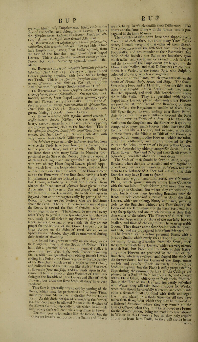 eye with blunt leafy Empalements, fifing clofe to the Side of the Stalks, and oblong blunt Leaves. 1 Jus is the Afterifcus annuus Lufitanicus odoratus. Boerh. lnd. alt. 105. Annual Portugal fweet fcented Afterifcus. p. Buphthalmum calycibus obtuse foliolispedunculatis, axillaribus, foliis lanceolatis obtufis. Ox-eye with a blunt leafy Empalement, having Foot Stalks coming from the Side of the Branches, and blunt Spear-fhaped Leaves. This is the AJierifcus aquations annuus patulus. <Fourn. Inft. 498. Spreading aquatick annual Afte¬ rifcus. . ... 10. Buphthalmum foliis oppofitis lanceolatispetiolatis bidentatis. Hort. Clift7. 415. Ox-eye with Spear fhaped Leaves growing oppofite, with Foot Stalks having two Teeth. This is the Afterifcus frutefcens leucoij foliis fereceis (A incanis. Hort. Kith. 44. Tab. 38. Shrubby Afterifcus with filky hoary Stock-Giiliflower Leaf. 11. Buphthalmum foliis oppofitis lineari-lanceclatis craffts, glabris, floribus pedunculatis. Ox-eye with thick fmooth, narrow, Spear-fhaped Leaves growing oppo¬ fite, and Flowers having Foot Stalks. This is the A- fterifcus frutefcens leucoij foliis viridibus & fplendentibus. Hort. Kith. 43. Fab. 38. Shrubby Afterifcus, with green, fhining, Stock-Giiliflower Leaves. 12. Buphthalmum foliis oppofitis lineari-lanceolatis craffts incanis, floribus feffilibus. Ox-eye with thick, hoary, narrow, Spear-fhaped Leaves placed oppofite, and Flowers growing dole to the Branches. 1 his is the Afterifcus frutefcens leucoij foliis anguftifftmis fereceis (A incanis. Ind. Hort. Chelfl 27. Shrubby Afterifcus with very narrow, hoary Stock-Giiliflower Leaves. The firft Sort grows naturally in North America, from whence the Seeds have been brought to Kurope ; this hath a perennial Root, and an annual Stalk. From the Root there arifes many Stalks, in Number pro¬ portional to the Size of the Roots; thefe grow upward of three Feet high, and are garnifhed at each Joint with two oblong Heart-fhaped Leaves placed oppo¬ fite, which have three longitudinal Veins, and the Bafe on one Side fhorter than the other. The Flowers come out at the Extremity of the Branches, having a leafy Empalement; thefe are radiated and of a bright yel¬ low Colour, refembling a fmall Sun Flower, from whence the Inhabitants of America have given it that Appellation. It flowers in July and Auguft, and when the Autumns prove favourable, the Seeds will ripen in Kngland but as it propagates eafdy by parting of the Roots, fo there are few Perfons who are follicitous about the Seed. The belt Time to tranfplant and part the Roots, is toward the End of October, when the Stalks begin to decay. Thefe fhould be removed every other Year, to prevent their fpreadingtoo far •, they are very hardy, fo will thrive in any Situation ; but as their Roots are apt to extend on every Side, fo they are not proper for the Borders of the Flower Garden ; but in large Borders on the Sides of rural Walks, or in Spaces between Shrubs, they will be ornamental during their Seafon of flowering. The fecond Sort grows naturally on the Alps, as al¬ io in Auftria, Italy, and the South of France. This hath alfo a perennial Root, and an annual Stalk ; it grows near two Feet high, with (lender branching Stalks, which are garnifhed with oblong fmooth Leaves ending in a Point ; the Flowers grow at the Extremity of the branches, which are of a bright yellow Colour, and radiated round their Borders like thofe of Starwort. It flowers in June and July, and the Seeds ripen in Au¬ tumn. ft here are two or three Varieties of this, dif¬ fering in the Breadth of their Leaves and Size of their Flowers, but from the fame Seeds all thefe have been produced. This Sort is generally propagated by parting of the Roots, which may be performed at the fame Time, and in the fame Manner as is directed for the fecond Sort\ As this doth not fpread fo much as the former, to a few Roots may be allowed Room in the Borders of tne Flower Garden, efpecially thofe which have little Sun, where thefe will continue a long Time in flower. Ihe third Sort is fomewhat like the fecond, but the > -eaves are broader and obtufe •, the Stalks and Leaves BUF are alfo hairy, in which con lifts their Difference. Thisj flowers at the fame Time with the former, and is pro¬ pagated in the fame Manner. The fourth and fifth Sorts have been fuppofed only Varieties of each other, but from many Years Expe¬ rience, I could never find that either of them altered. The under Leaves of the fifth Sort have much longer Foot Stalks, and are rounder at their Extremity than thofe of the fourth ; the Stalks are fmoother, grow much taller, and the Branches extend much farther; and the Leaves of the Empalement are larger, but the Flowers are fmaller, and thefe Differences are conftant. There is a Variety of the fourth Sort, with Sulphur- coloured Flowers, which is-changeable. Thefe are annual Plants, which grow naturally in the South of France, Italy, Spain, and Sicily. The fourth Sort rifes a Foot and a Half high, but the fifth near twice that Height. Their Stalks divide into many Branches upward, and thefe Side Branches rife above the middle Stalk. They are garnifhed with Spear- fhaped hairy Leaves, placed alternately ; the Flowers are produced at the End of the Branches, on fhort Foot Stalks; the Fmpalement confifts of feven long ft iff Spear-fhaped Leaves, ending in a fharp Point; thefe fpread out to a great Diftance beyond the Rays of the Flower, in Form of a Star. JThe Flower fits clofe upon the Empalement, the Border or Rays being compofed of many female Florets, which have one Side ftretched out like a Tongue, and indented at the End in three Parts; the Middle or Difk of the Flower, is compofed of hermaphrodite Flowers, which are tubu- lous, Funnel-fhaped, and flightly indented in five Parts at the Brim ; they are of a bright yellow Colour, and are fucceeded by oblong comprefied Seeds. Thefe Plants flower in June and July, and their Seeds ripen in September, foon after which the Plants decay. The Seeds of thefe fh'ould be fown in April, on open Borders, where they are to remain, and will require no other Care, but to keep them clear of Weeds, and thin them to the Diftance of a Foot and a Half, that their Branches may have Room to fpread. The fixth, eighth, and ninth Sorts, are alfo annual Plants, which grow naturally in the fame Countries with the two laft. Thefe feldom grow more than one Foot high in Gardens, but where they are wild not fo high, but fend out many fpreading Branches near the Root. Thefe come out alternate, as doth alfo their Leaves, which are oblong, blunt, and hairy, growing clofe to the Branches without any Foot Stalks ; the Leaves of the Empalement of the fixth Sort, end in a very fharp Spine, and are much broader at their Bafe than either of the other. The Flowers of all thefe have much the Appearance of thofe of the two laft, but are fmaller, and thofe of the eighth Sort have an agreeable Odour. They flower at the fame Seafon with the fourth and fifth, and are propagated in the fame Manner. The feventh Sort is a low perennial Plant, with a fhrubby Stalk, which rarely rifes a Foot high, fending out many fpreading Branches from the Stem ; thefe are garnifhed with hairy Leaves, which are very narrow at their Bafe, but broad and roundifh at their Extre¬ mity •, the Flowers are produced at the End of the Branches, which are yellow, and fhaped like thofe of the former Sorts, but the Leaves of the Empalement are foft and obtufe. Thefe are rarely fucceeded by Seeds in Kngland, but the Plant is eafily propagated by Slips during the Summer Seafon ; if the Cutings are planted in a Bed of frefh loamy Earth, and covered with a Eland Glafs, obferving to fhade them from the >Sun in the Heat of the Day, and frequently refrefhed with Water, they will take Root in about fix Weeks, when they fhould be carefully taken up, and each plant¬ ed in a feparate fmall Pot filled with frefh undunged Earth, and placed in a Iliady Situation till they have taken frefh Root, after which they may be removed to a fheltered Situation, where they may remain till the End of October, when they muftbe removed to a Frame foi the W inter Seaion, being too tender to live abroad in Winter in this Country ; but as they only require I loteition from hard Frofts, fo they will thrive better 1 when