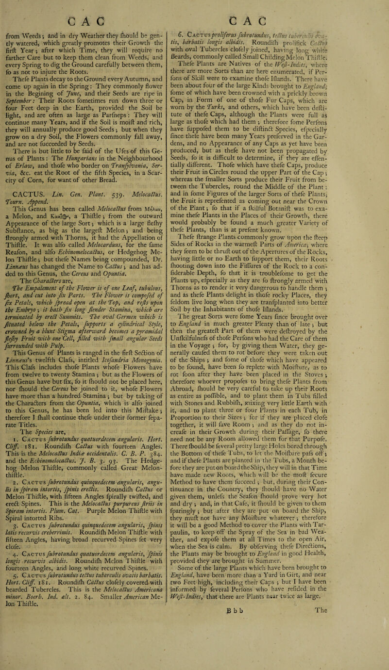 from Weeds; and in dry Weather they fhould be gen¬ tly watered, which greatly promotes their Growth the firft Year; after which Time, they will require no farther Care but to keep them clean from Weeds, and every Spring to dig the Ground carefully between them, fo as not to injure the Roots. Thefe Plants decay to the Ground every Autumn* and come up again in the Spring: They commonly flower in the Begining of June, and their Seeds are ripe in September: Their Roots fometimes run down three or four Feet deep in the Earth, provided the Soil be light, and are often as large as Parfneps: They will continue many Years, and if the Soil is moift and rich, they will annually produce good Seeds •, but when they grow on a dry Soil, the Flowers commonly fall away, and are not fucceeded by Seeds. There is but little to be faid of the Ufes of this Ge¬ nus of Plants : The Hungarians in the Neighbourhood of Erlaw, and thofe who border on Pranfylvania, Ser¬ bia, &c. eat the Root of the fifth Species, in a Scar¬ city of Corn, for want of other Bread. CACTUS. Lin. Gen. Plant. 539. Melocatlus. To urn. Append. This Genus has been called Melocatlus from Mjhoov, a Melon, and Keatl©>, a Thiftle ; from the outward Appearance of the large Sort; which is a large flelhy Subftance, as big as the largeft Melon; and being ftrongly armed with Thorns, it had the Appellation of Thiftle. It was alfo called Melocarduus, for the fame Reafon, and alfo Echinomelo cablus, or Hedgehog Me¬ lon Thiftle •, but thefe Names being compounded, Dr. Linnaeus has changed the Name to Cablus; and has ad¬ ded to this Genus, the Cereus and Opuntia. The Characters are, Phe Empalement of the Flower is of one Leaf tubulous, fhort, and cut into fix Parts. Phe Flower is compofed of fix Petals, which fpread open at the Pop, and refs upon the Embryo ; it hath fix long fender Stamina, which are terminated by eretl Summits. Phe oval Germen which is fituated below the Petals, fupports a cylindrical Style, crowned by a blunt Stigma afterward becomes a pyramidal flefhy Fruit with one Cell, filled with fmall angular Seeds furrounded with Pulp. This Genus of Plants is ranged in the firft: SeCtion of Linnaeus’s twelfth Clafs, intitled lcofandria Monogynia. This Clafs includes thofe Plants whofe Flowers have from twelve to twenty Stamina ; but as the Flowers of this Genus have but fix, fo it fhould not be placed here, nor fhould the Cereus be joined to it, whofe Flowers have more than a hundred Stamina; but by taking of the Characters from the Opuntia, which is alfo joined to this Genus, he has been led into this Miftake ; therefore I fhall continue thefe under their former fepa- rate Titles. The Species are, 1. Cactus fubrotundus quatuor decern angular is. Hort. Cliff. 181. Roundifh Cablus with fourteen Angles. This is the Melocatlus Indite occidentalis. C. B. P. 384. and the Echinomelo catlus. J. B. 3. 93. The Hedge¬ hog Melon Thiftle, commonly called Great Melon- thiftle. 2. Cactus fubrotundus quinque decern angular is, angu- lis in fpiram intort is, fpinis eretlis. Roundifh Catlus or Melon Thiftle, with fifteen Angles fpirally twilled, and ereCt Spines. This is the Melocatlus purpureus ftriis in Spiram intortis. Plum. Cat. Purple Melon Thiftle with Spiral intorted Ribs. 3. Cactus fubrotundus quinquedecem angularis, fpinis latis recurvis creberrimis. Roundifh Meion Thiftle with fifteen Angles, having broad recurved Spines fet very clofe. 4. Cactus fubrotundus quatuor decern angularis, fpinis longis recurvis albidis. Roundifh Melon Thiftle with fourteen Angles, and long white recurved Spines. 5. Cactus fubrotundus tctius tuberculis ovatis barbatis. Hort. Cliff. 181. Roundifh Cablus clofely covered with bearded Tubercles. This is the Melocatlus Americana minor. Boerh. Ind. alt. 2. 84. Smaller American Me¬ lon Thiftle. 6. Cactusproliferus fubrotundus, tctius tuberculis (fca- tis, barbatis longis albidis. Roundifh prolifick Cablus with oval Tubercles clofely joined, having long white Beards, commonly called Small ChiidingMeion Thiftle. Thefe Plants are Natives of the Weft-Indies, where there are more Sorts than are here enumerated, if Per- fons of Skill were to examine thofe Iflands. There have been about four of the large Kinds brought to England1 fome of which have been crowned with a prickly brown Cap, in Form of one of thofe Fur Caps, which are worn by the Purks, and others, which have been defti- tute of thefe Caps, although the Plants were full as large as thofe which had them ; therefore fome Perfons have fuppofed them to be diftinCt Species, efpecially fince thefe have been many Years preferved in the Gar¬ dens, and no Appearance of any Caps as yet have been produced, but as thefe have not been propagated by Seeds, fo it is difficult to determine, if they are effen- tially different. Thofe which have thefe Caps, produce their Fruit in Circles round the upper Part of the Cap •, whereas the fmaller Sorts produce their Fruit from be¬ tween the Tubercles, round the Middle of the Plant: and in fome Figures of the larger Sorts of thefe Plants; the Fruit is reprefented as coming out near the Crown of the Plant; fo that if a fkilful Botanift was to exa¬ mine thefe Plants in the Places of their Growth, there would probably be found a much greater Variety of thefe Plants, than is at prefent known. Thefe ftrange Plants commonly grow upon the fteep Sides of Rocks in the warmeft Parts of America; where they feem to be thrull out of the Apertures of the Rocks, having little or no Earth to fupport them, their Roots ffiooting down into the Fiffures of the Rock to a com fiderable Depth, fo that it is troublefome to get the Plants up, efpecially as they are fo ftrongly armed with Thorns as to render it very dangerous to handle them ; and as thefe Plants delight in thofe rocky Places, they feldom live long when they are tranfplanted into better Soil by the Inhabitants of thofe Iflands. The great Sorts were fome Years fince brought ovef to England in much greater Plenty than of late ; but then the greateft Part of them were deftroyed by the Unfkilfulnefs of thofe Perfons who had the Care of them in the Voyage ; for, by giving them Water, they ge¬ nerally caufed them to rot before they were taken out of the Ships ; and fome of thofe which have appeared to be found, have been fo replete with Moifture; as to rot foon after they have been placed in the Stoves ; therefore whoever propofes to bring thefe Plants from Abroad, fhould be very careful to take up their Roots as entire as poffible, and to plant them in Tubs filled with Stones and Rubbiffi, mixing very little Earth with it, and to plant three or four Plants in each Tub, in Proportion to their Sizes ; for if they are placed clofe together, it will fave Room ; and as they do not in- creafe in their Growth during their Paffage, fo thOre need not be any Room allowed them for that Purpofe. There fhould be fcveral pretty large Holes bored through the Bottom of thefe Tubs, to let the Moifture pafs off; and if thefe Plants are planted in the Tubs, a Month be¬ fore they are put on board the Ship, they will in that Time have made new Roots, which will be the moft fecure Method to have them fucceed ; but, during their Con¬ tinuance in the Country, they fhould have no Water given them, unlefs the Seafon fhould prove very hot and dry ; and, in that Cafe, it fhould be given to them fparingly ; but after they are put on board the Ship, they muft not have any Moifture whatever ; therefore it will be a good Method to cover the Plants with Tar¬ paulin, to keep off the Spray of the Sea in bad Wea¬ ther, and expofe them at all Times to the open Air, when the Sea is-calm. By obferving thefe Directions, the Plants may be brought to England in good Health, provided they are brought in Summer. Some of the large Plants which have been brought to England, have been more than a Yard in Girt, and near two Feet high, including their Caps ; but I have been informed by feveral Perlons who have refided in the Weft-Indies, that there are Plants near twice as large.
