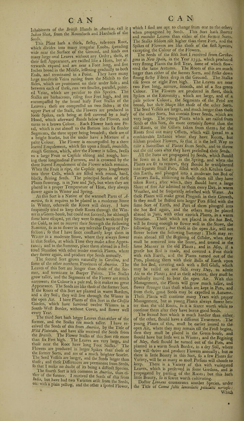 * CAN CAN Inhabitants of the Britijh Iflands in America, call it Indian Shot, from the Rounduefs and Hardnefs of the Seeds. This Plant hath a thick, flefhy, tuberous Root, which divides into many irregular Knobs, lpreading wide near the Surface of the Ground, and lends^ out many large oval Leaves without any Order ; theie, at their firft Appearance, are twilled like a Horn, but af¬ terwards expand and are near a hoot long, and five Inches broad in the Middle, leffening gradually to both Ends, and terminated in a Point. 1 hey have many large tranfverfe Veins runing from the Midrib to the Sides, which are prominent on their under Side ; and between each of thefe, run two fmaller, parallel, point¬ ed Veins, which are peculiar to this Species. The Stalks are herbaceous, rifing four Feet high, and are encompaffed by the broad leafy Foot Stalks of the Leaves ; thefe are comprefled on two Sides ; at the upper Part of the Stalk, the Flowers are produced in Joofe Spikes, each being at firft covered by a leafy Hood, which afterward (lands below the Flower, and turns to a brown Colour. Each Flower hath one Pe¬ tal, which is cut almoft to the Bottom into fix (lender Segments, the three upper being broadeft ; thefe are of a bright Scarlet, but the under have a Mixture of a paler Colour. The Flower is encompaffed by a three leaved Empalement, which fits upon a frnall, roundifh, rough Germen, which, after the Flower is fallen, (wells to a large Fruit or Capfule oblong and rough, hav¬ ing three longitudinal Furrows, and is crowned by the three leaved Empalement of the Flower which remains. When the Fruit is ripe, the Capfule opens lengthways into three Cells, which are filled with round, hard, black, ftiining Seeds. The principal Seafon of thefe Plants (lowering, is in June and July, but when they are placed in a proper Temperature of Heat, they always (lower again in Winter and Spring. As this Sort is a Native ot the warmed Parts of A- merica, fo it requires to be placed in a moderate Stove in Winter, otherwife the Roots will decay. I have frequently tried to keep thefe Roots through the Win¬ ter in a Green-houfe, but could not fucceed ; for although fome have efcaped, yet they were fo much weakened by the Cold, as not to recover their Strength the following Summer, fo as to flower in any tolerable Degree of Per¬ fection ; fo that I have fince conftantly kept them in Winter in a moderate Stove, where they always dower in that Seafon, at which Time they make a fine Appea¬ rance; and in the Summer, place them abroad in a(hel- tered Situation with other tender exotick Plants, where they flower again, and produce ripe Seeds annually. The fecond Sort grows naturally in Carolina, and fome of the other northern Provinces of America. The Leaves of this Sort are longer than thole of the for¬ mer, and terminate in (harper Points. The Stalks grow taller, and the Segments of the Flower are much narrower; the Colour is a pale red, fo it makes no great Appearance. The Seeds are like thole of the former Sort. If the Roots of this Sort are planted in warm Borders, and a dry Soil; they will live through the Winter in the open Air. I have Plants of this Sort in the Chelfea Garden, which have furvived twelve Winters in a South-Weft Border, without Cover, and flower well every Year. 1 he third Sort hath larger Leaves than either of the former, and the Stalks rile much taller. I have re¬ ceived the Seeds of this from America, by the Title o JVild Plaintain, and have alfo received the Seeds fron the brazils. The Flower Stalks of this Sort rife mor< tnan fix Feet high. The Leaves are very large, anc thole near the Root have long Foot Stalks Th< Flowers are produced in larger Spikes than/ thofe o the former Sorts, and are of a much brighter Scarier The Seed Veffels are longer, and the Seeds larger thar thole ; and thefe Differences are permanent from Seeds 1° that I make no doubt of its being a diftinft Species i. he fourth Sort is lei's common in America, than ei ther of the former. I received the Seeds of this fron India, but have had two Varieties arife from the Seeds one with a plain yellow, and the other a fpoted Flower which I find are apt to change from one to the other; when propagated by Seeds. This Sort hath fhorter and rounder Leaves than either of the former Sorts. The Stalks leldom rife higher than three Feet, and the Spikes of Flowers are like thofe of the firft Species, excepting the Colour of the Flowers. The Seeds of the fifth Sort I received from Cartha- gena in New Spain, in the Year 1733, which produced very ftrong Plants the firft Year, fome of which flow¬ ered the lame Autumn. The Roots of this are much larger than either of the former Sorts, and ftrike down ftrong flefhy Fibres deep in the Ground. The Stalks rife feven or eight Feet high. The Leaves are near two Feet long, narrow, fmooth, and of a Sea-green Colour. The Flowers are produced in (hort, thick Spikes at the Extremity; which are large, and of a pale yellow Colour; the Segments of the Petal are broad, but their Shape like thofe of the other Sorts. The Seed Veffels are larger, and much longer than thofe of the other Sorts, but contain fewer Seeds, which are very large. The young Plants which are raifed from Seeds of this Sort, do more certainly flower than the old Roots, or the Offsets taken from them ; foe the Roots fend out many Offsets, which will fpread to a confiderable Diftance where they have Room, but leldom produce Flowers, fo that it is the beft Way to rai(e a Succefiion of Plants from Seeds, and to throw out the old ones after they have perfected their Seeds. All the Sorts are propagated by Seeds, which (hould be fown on a hot Bed in the Spring, and when the Plants are fit to remove, they fhould be tranfplanted into feparate final! Pots, filled with rich Kitchen Gar¬ den Earth, and plunged into a moderate hot Bed of Tanners Bark, obferving to (hade them till they have taken Root; after which, they (hould have a large Share of free Air admired to them every Day, in warm Weather, and be frequently refrefhed with Water. As thefe Plants will make great Progrefs in their Growth, fo they muft be (hilled into larger Pots filled with the fame Sort of Earth, and Part of them plunged into the hot Bed again, and the others may be placed abroad in June, with other exotick Plants, in a warm Situation. Thofe which are placed in the hot Bed, will be ftrong enough to flower well in the Stove, the following Winter ; but thofe in the open Air, will not flower before the following Summer: Thefe may re¬ main abroad till the Begining of Qdlober, when they muft be removed into the Stove, and treated in the fame Manner as the old Plants ; and in May, if a gentle hot Bed is made, and covered a Foot thick with rich Earth, and the Plants turned out of the Pots, planting them with their Balls of Earth upon the hot Bed, covering each with a Bell Glafs, which may be raifed on one Side every Day, to admit Air to the Plants; and as thefe advance, they muft be gradually inured to bear the open Air. With this Management, the Plants will grow much taller, and flower (Longer than thofe which arc kept in Pots, and from thefe, good Seeds may be expected in Autumn. Thefe Plants will continue many Years with proper Management, but as young Plants always flower bet¬ ter than the old Roots, fo it is l'carce worth while to continue them after they have borne good Seeds. The fecond Sort which is much hardier than either of the ether, (hould have a different Treatment. The young Plants of this, muft be earlier inured to the open Air, where they may remain till the Froft begins, then they muft be placed in the Green-houfe, °and (hould have but little wet in Winter; and the Beginin°- of May, thefe fliould be turned out of the Pots, and planted in a warm South Border, in a dry Soil, where they will thrive and produce Flowers annually; but as there is little Beauty in this Sort, fo a few Plants for Variety, will be as many as mod Perfons will choofe to keep. There is a Variety of this with variegated Leaves, which is preferved in fome Gardens, and is propagated by parting of the Roots ; but this hath little Beauty, fo is fcarce worth cultivating. Dodtoi Linnaeus enumerates another Species, under the Title or Canna foliis lanccclatis peticlutis nervojis„■ Which