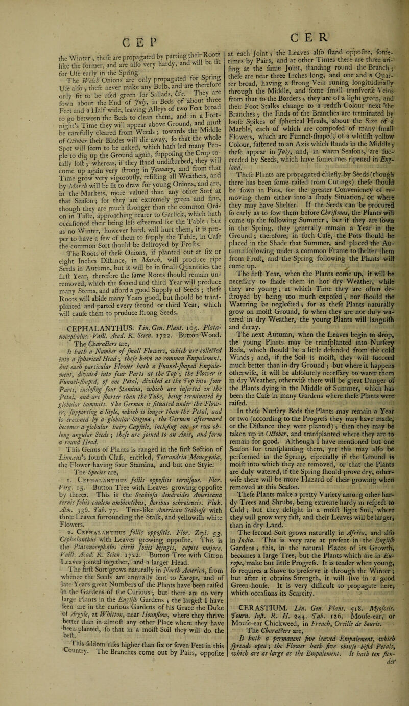 the Winter ; thefe are propagated by parting their Roots I like the former, and are alfo very hardy, and will be for Ufe early in the Spring. . The Welch Onions are only propagated lor Spnng Ufe alfo thefe never make any Bulb, and are therefore only fit to be ufed green for Sallads, (Ac. They are fown about the End of July, in Beds of about three Feet and a Half wide, leaving Alleys of two Feet broad to go between the Beds to clean them, and in a roit- night’s Time they will appear above Ground, andl mult be carefully cleared from Weeds •, towards the Middle of October their Blades will die away, fo that the whole Spot will feem to be naked, which hath led many 1 eo- ple to dig up the Ground again, fuppofing the Crop to¬ tally loft ; whereas, if they ftand undifturbed, they wi come up again very ftrong in January, and from t rat Time grow very vigoroufly, refifting all Weathers, and by March will be fit to draw for young Onions, and aie, in the Markets, more valued than any other Soit at that Seafon ; for they are extremely green and fine, though they are much ftronger than the common Oni¬ on in Tafte, approaching nearer to Garlick, which hath occafioned their being lefs efteemed for th.e Table : but as no Winter, however hard, will hurt them, it is pro¬ per to have a few of them to fupply the Table, in Cafe the common Sort fiiould be deftroyed by Frofts. The Roots of thefe Onions, if planted out at fix or eight Inches Diftance, in March, will produce ripe Seeds in Autumn, but it will be in fmall Quantities the fir ft Year, therefore the fame Roots fiiould remain un¬ removed, which the fecond and third Year will produce many Stems, and afford a good Supply of Seeds ; thefe Roots will abide many Years good, but fiiould be tranf- planted and parted every lecond or third Year, which will caufe them to produce ftrong Seeds. CEPHALANTHUS. Lin. Gen. Plant. 105. Plata- nocephalus. Vaill. Acad. R. Scien. 1722. ButtonWood. The Characters are, It hath a Number of fmall Flowers, which are collected into a fpherical Head -, thefe have no common Empalement, but each particular Flower hath a Funnel-Jhaped Empale¬ ment, divided into four Parts at the Lop ; the Flower is Funnel-Jhaped, of one Petal, divided at the Lop into four Parts, inclofing four Stamina, which arc inferted in the petal, and are Poor ter than the Lube, being terminated by globular Summits. Lhe Germen is fituated under the Flow¬ er, fupporting a Style, which is longer than the Petal, and is crowned by a globular Stigma ■, the Germen afterward becomes a globular hairy Capfule, inclofing one or two ob¬ long angular Seeds \ thefe are joined to an Axis, and form a round Head. This Genus of Plants is ranged in the firft Sedlion of Linnceus\ fourth Clafs, entitled, Letrandria Monogynia, the Flower having four Stamina, and but one Styie. The Species are, 1. Cephalanthus foliis oppofitis ternifque. Flor. Virg. 15. Button Tree with Leaves growing oppofite by threes. This is the Scabiofa dendroides Americana ternis foliis caulem ambientibus, floribus ochroleucis. Pluk. Aim. 336. Lab. 77. Tree-like American Scabiofe with three Leaves furrounding the Stalk, and yellowilh white Flowers. 2. Cephalanthus foliis oppofitis. Flor. Zeyl. 53. Cephalanthus with Leaves growing oppofite. This is the Platanocephalos citrii foliis bijugis, capite majore. Vaill. Acad. R. Scien. 1722. Button Tree with Citron Leaves joined together, and a larger Head. The firft Sort grows naturally in North America, from whence the Seeds are annually fent to Europe, and of late Years great Numbers of the Plants have been raifed in the Gardens of the Curious ; but there are no very large Plants in the Englipi Gardens ; the largeft I have feen are in the curious Gardens of his Grace the Duke ol Argyle, at Whitton, near Hounflow, where they thrive better than in almoft any other Place where they have been planted, fo that in a moift Soil they will do the beft. I his feldom rifes higher than fix or feven Feet in this Country. The Branches come out by Pairs, oppofite C E R at each Joint •, the Leaves alfo ftand oppofite, fonie- times by Pairs, and at other Times there are three ari- fing at the fame Joint, ftanding round the Branch ; thefe are near three Inches long, and one and a Quar¬ ter broad, having a ftrong Vein tuning longitudinally through the Middle, and fome fmall tranfverfe Veins from that to the Borders ; they are of a light green, and their Foot Stalks change to a redifti Colour next ‘the Branches *, the Ends of the Branches are terminated by looie Spikes of fpherical Heads, about the Size of a Marble, each of which are compofed of many fmall Flowers, which are Funnel-fhaped, of a whitifh yellow Colour, faftened to an Axis which ftands in the Middle; thefe appear in July, and, in warm Seafons, are fuc- ceedcd by Seeds, which have fometimes ripened in Eng¬ land. Thefe Plants are propagated chiefly by Seeds (though there has been fome raifed Irom Cutings) thefe fhould be fown in Pots, for the greater Conveniency of re¬ moving them either into a fhady Situation,, or where they may have Shelter. If the Seeds can be procured fo early as to fow them before Ckriftmas, the Plants will come up the following Summer ; but if they are fown in the Spring, they generally remain a Year in the Ground ; therefore, in fuch Cafe, the Pots fiiould be placed in the Shade that Summer, and placed the Au¬ tumn following under a common Frame to flicker them from Froft* and the Spring following the Plants will come up. The firft Year, when the Plants come up, it will be neceffary to ftiade them in hot dry Weather, while they are young ; at which Time they are often de¬ ftroyed by being too much expofed •, nor fhould the Watering be neglefted ; for as thefe Plants naturally grow on moift Ground, fo when they are not duly wa¬ tered in dry Weather, the young Plants will languilh and decay. The next Autumn, when the Leaves begin to drop, the young Plants may be tranfplanted into Nurlery Beds, which fhould be a little defended from the cold Winds ; and, if the Soil is moift, they will fucceed much better than in dry Ground *, but where it happens otherwife, it will be abfolutely neceffary to water them in dry Weather, otherwife there will be great Danger of the Plants dying in the Middle of Summer, which has been the Cafe in many Gardens where thefe Plants were raifed. In thefe Nurfery Beds the Plants may remain a Year or two (according to the Progrefs they may have made, or the Diftance they were planted); then they may be taken up in October, and tranfplanted where they are to remain for good. Although 1 have mentioned but one Seafon for tranfplanting them, yet this may alfo be performed in the Spring, efpecially if the Ground is moift into which they are removed, or that the Plants are duly watered, if the Spring fhould prove dry, other- wife there will be more Hazard of their growing when removed at this Seafon. Thefe Plants make a pretty Variety among other har¬ dy Trees and Shrubs, being extreme hardy in refpedl to Cold j but they delight in a moift light Soil, where they will grow very faft, and their Leaves will be larger, than in dry Land. The fecond Sort grows naturally in Africa, and alfo in India. This is very rare at prefent in the Englifh Gardens; this, in the natural Places of its Growth, becomes a large Tree, but the Plants which are in £«* n?y>£,.make but little Progrefs. It is tender when young, fo requires a Stove to preferve it through the Winter ; but after it obtains Strength, it will live in a good Green-houfe. It is very difficult to propagate here, which occafions its Scarcity. CERASTIUM. Lin. Gen. Plant. 518. Myofotis. Lourn. Inft. R. H. 244. Lab. 126. Moufe-ear, or Moufe-ear Chickweed, in French, Oreille de Souris. The Characters are, It hath a permanent five leaved Empalement, which fpreads open; the Flower hath five obtufe bifid Petals, which are as large as the Empalement. It hath ten fen¬ der