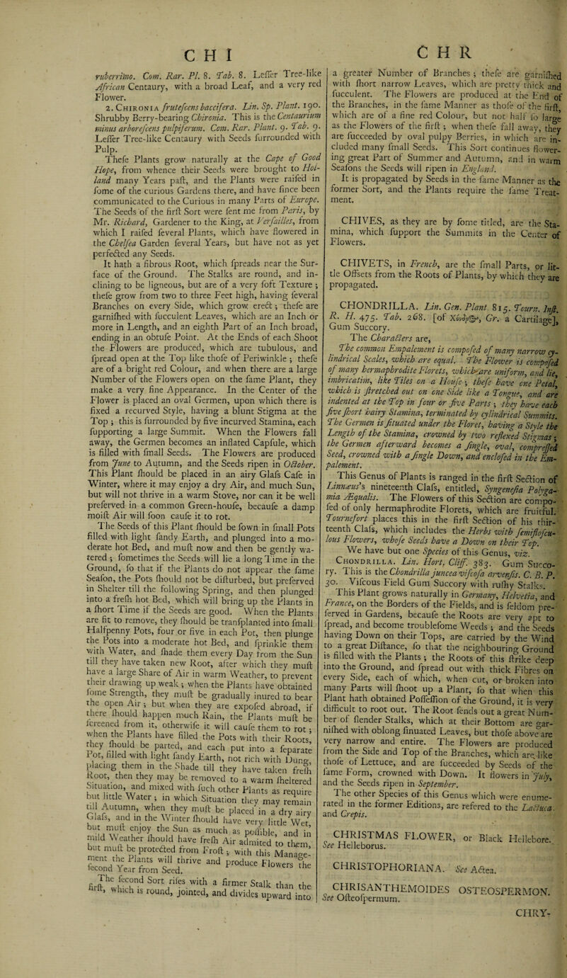 rub err i)no. Com. Rar. PL 8. Lab. 8. Lefier Tree-like African Centaury, with a broad Leaf, and a very red Flower. 2. Chironia frutefcensbaccifera. Lin. Sp. Plant. 190. Shrubby Berry-bearing Chironia. This is the Centaurium minus arborefcens pidpiferum. Com. Rar. Plant. 9. Lab. 9. Lefier Tree-like Centaury with Seeds furrounded With Pulp. Thefe Plants grow naturally at the Cape of Good Hope, from whence their Seeds were brought to Hol¬ land many Years paft, and the Plants were raifed in fome of the curious Gardens there, and have fince been communicated to the Curious in many Parts of Europe. The Seeds of the firft Sort were fent me from Paris, by Mr. Richard, Gardener to the King, at Verf allies, from which I raifed feveral Plants, which have flowered in the Chelfea Garden feveral Years, but have not as yet perfected any Seeds. It hath a fibrous Root, which fpreads near the Sur¬ face of the Ground. The Stalks are round, and in¬ clining to be ligneous, but are of a very foft Texture ; thefe grow from two to three Feet high, having feveral Branches on every Side, which grow erect; thefe are garnilhed with lucculent Leaves, which are an Inch or more in Length, and an eighth Part of an Inch broad, ending in an obtufe Point. At the Ends of each Shoot the Flowers are produced, which are tubulous, and fpread open at the Top like thofe of Periwinkle ; thefe are of a bright red Colour, and when there are a large Number of the Flowers open on the fame Plant, they make a very fine Appearance. In the Center of the Flower is placed an oval Germen, upon which there is fixed a recurved Style, having a blunt Stigma at the Top ; this is furrounded by five incurved Stamina, each fupporting a large Summit. When the Flowers fall away, the Germen becomes an inflated Capfule, which is filled with fmall Seeds. The Flowers are produced from June to Autumn, and the Seeds ripen in October. This Plant fhould be placed in an airy Glafs Cafe in Winter, where it may enjoy a dry Air, and much Sun, but will not thrive in a warm Stove, nor can it be well preferved in a common Green-houfe, becaufe a damp moift Air will foon caufe it to rot. 1 he Seeds of this Plant fhould be fown in fmall Pots filled with light fandy Earth, and plunged into a mo¬ derate hot Bed, and muff now and then be gently wa¬ tered ; fometimes the Seeds will lie a long l ime in the Ground, fo that if the Plants do not appear the fame Seafon, the Pots fhould not be difturbed, but preferved in Shelter till the following Spring, and then plunged into a frefh hot Bed, which will bring up the Plants’in a fhort Time if the Seeds are good. When the Plants are fit to remove, they fhould be tranfplanted into fmall Halfpenny Pots, four or five in each Pot, then plunge the Pots into a moderate hot Bed, and fprinkie them with Water, and lhade them every Day from the Sun till they have taken new Root, after which they muft have a large Share of Air in warm Weather, to prevent their drawing up weak ; when the Plants have obtained lome Strength, they muft be gradually inured to bear the open Air ; but when they are expofed abroad, if there fhould happen much Rain, the Plants mull be flcreened from it, otherwife it will caufe them to rot • when the Plants have filled the Pots with their Roots’ they fhould beparted, and each put into a feparate Pot, filled with fight fandy Earth, not rich with Dun, placing them in the Shade till they have taken frefh Root, then they may be removed to a warm fheltered Situation, and mixed with fuch other Plants as require but little Water ; in which Situation they may remain till Autumn, when they muft be placed in a dry airy Glafs, and in the Winter fhould have very little Wet but muft enjoy the Sun as much as poftible and in mild Weather fhould have frefh Air admited to them niem’lff PI P 1? I™™ s wkh this Manage^ fecoh Yefr frlt'd ’nVe Pr°dU“ F1°Wers the fi.n ,feC,°nd Sort rifes with a firmer Stalk than - fi whlch 13 round> jointed, and divides upward i, a greater Number of Branches ; thefe are garnilhed with fhort narrow Leaves, which are pretty thick and fucculent. The Flowers are produced at the End of the Branches, in the fame Manner as thofe of the firft which are of a fine red Colour, but not half fo Jar»e as the Flowers of the firft ; when thefe fall away, they are fucceeded by oval pulpy Berries, in which are in¬ cluded many fmall Seeds. This Sort continues flower¬ ing great Part of Summer and Autumn, and in warm Seafons the Seeds will ripen in England. It is propagated by Seeds in the fame Manner as the former Sort, and the Plants require the fame Treat¬ ment. CHIVES, as they are by fome titled, are the Sta¬ mina, which fupport the Summits in the Center of Flowers. CHIVETS, in French, are the fmall Parts, or lit¬ tle Offsets from the Roots of Plants, by which they are propagated. CHONDRILLA. Lin. Gen. Plant. 815. Lcum. lnft. R• H. 475. Lab. 268. [of Gr. a Carthage] Gum Succory.  The Characters are, Lhe common Empalement is compofed of many narrow cy¬ lindrical Scales, which are equal. Lhe Flower is compofed of many hermaphrodite Florets, which* are uniform, and lie imbricatim, like Liles on a Houfe thefe have one Petal\ which is fir etched out on one Side like a Longue, and are indented at the Lop in four or five Parts ; they have each five fhoi t toairy Stamina, terminated by cylindrical Summits. Lhe Germen is fituated under the Floret, having a Style the Length of the Stamina, crowned by two reflexed Stigmas; the Germen afterward becomes a fingle, oval, compreffed Seed, crowned with a fingle Do wn, and enclofed in the Em¬ palement. This Genus of Plants is ranged in the firft Section of Linnaeus's nineteenth Clafs, entitled, Syngenefia Pohga- mia Mqualis. The Flowers of this Section are compo- fed of only hermaphrodite Florets, which are fruitful Lournefort places this in the firft Section of his thir¬ teenth Clafs, which includes the Herbs with femiflofcu- lous Flowers, whofe Seeds have a Down on their Lop. We have but one Species of this Genus, viz. ' Chondrilla. Lin. Hort. Cliff. 383. Gum Succo¬ ry. 1 his is the Chondrilla juncea vifcofa arvenfis. C. B. P. 30. Vifcous field Gum Succory with rufhy Stalks. This Plant grows naturally in Germany, Helvetia, and France, on. the Borders of the Fields, and is feldom pre¬ served in Gaidens, becaufe the Roots are very apt to fpread, and become troublefome Weeds ; and the Seeds having Down on their Tops, are carried by the Wind to a great Diftance, fo that the neighbouring Ground is filled with the Plants •, the Roots of this ftrike deep into the Ground, and fpread out with thick Fibres on every Side, each of which, when cut, or broken into many Parts will flioot up a Plant, fo that when this Plant hath obtained Pofleffion of the Ground, it is very difficult to root out. d he Root fends out a great Num¬ ber of fiendei Stalks, which at their Bottom are crar- nifhed with oblong finuated Leaves, but thofe aboveare very narrow and entire. The Flowers are produced from the Side and 1 op of the Branches, which arc like tnoie of Lettuce, and are fucceeded by Seeds of the fame Form, crowned with Down. It flowers in 'July, and the Seeds ripen in September. The other Species of this Genus which were enume¬ rated in the former Editions, are refered to the La Clue a. and Crepis. CHRISTMAS FLOWER, or Black Hellebore. See Helleborus. CHRISTOPHORIANA. See Adtea. „ CHRISANTHEMOIDES OSTEOSPERMON. See Oiteofpermum. CHRYr