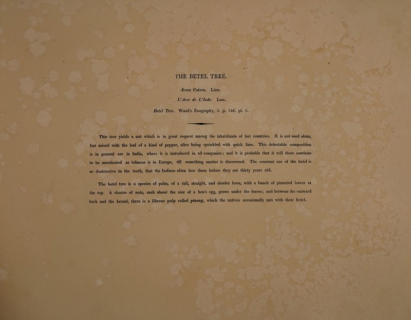 THE BETEL TREE. Areca Catecu. Lina. L’Arec de L’Inde. Lam. Betel Tree. Wood’s Zoography, 3. p. 246. pi. 6. This tree yields a nut which is in great request among the inhabitants of hot countries. It is not used alone, but mixed with the leaf of a kind of pepper, after being sprinkled with quick lime. This delectable composition is in general use in India, where it is introduced in all companies; and it is probable that it will there continue to be musticated as tobacco is in Europe, till something nastier is discovered. The constant use of the betel is so destructive to the teeth, that the Indians often lose them before they are thirty years old. The betel tree is a species of palm, of a tall, straight, and slender form, with a bunch of pinnated leaves at the top. A cluster of nuts, each about the size of a hen’s egg, grows under the leaves; and between the outward bark and the kernel, there is a fibrous pulp called pinang, which the natives occasionally mix with their betel.