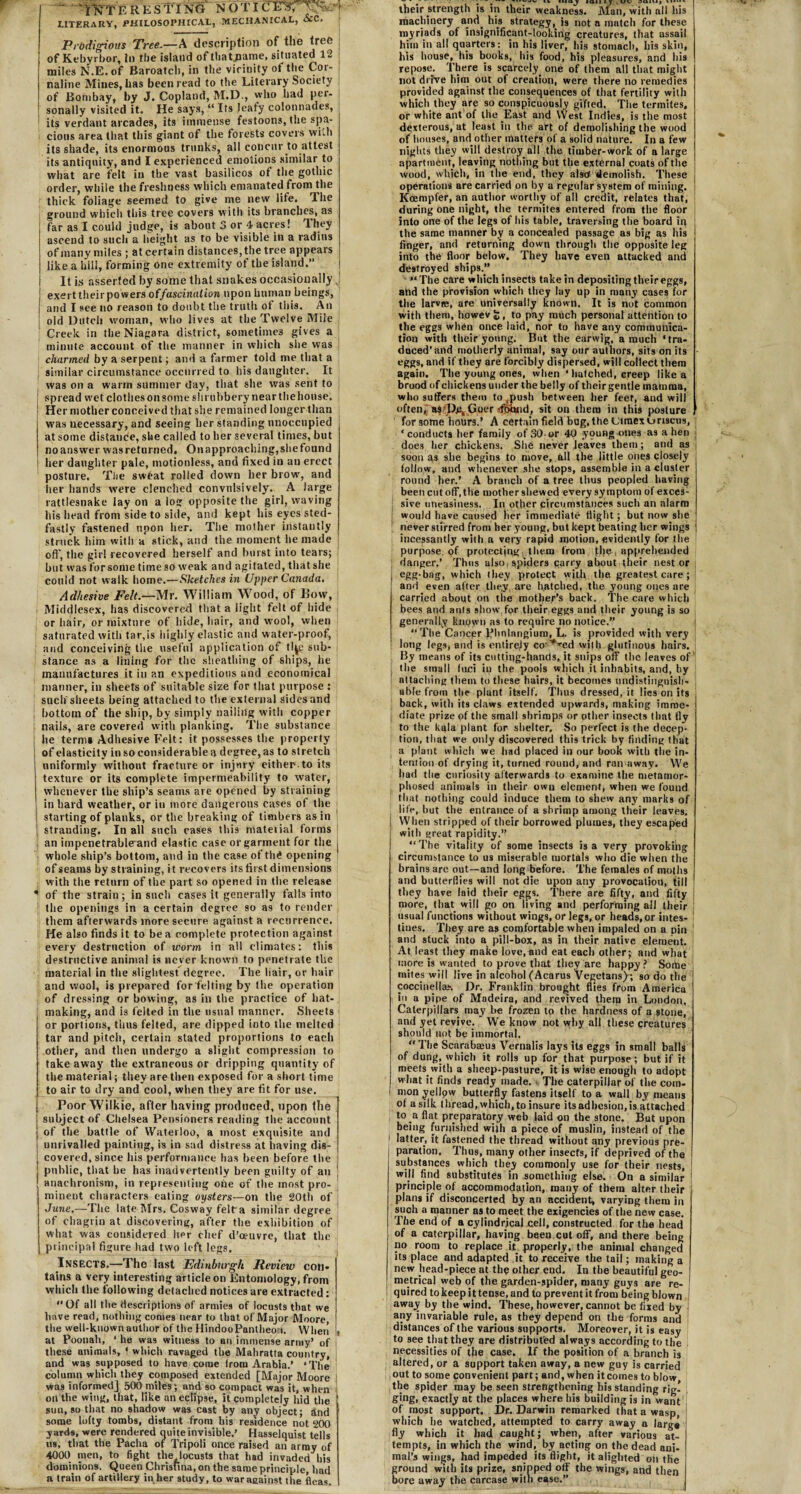 — RES ting NOT I CFSTK^ [ LITERARY, PHILOSOPHICAL, MECHANICAL, &C. Prodigious Tree.—A description of the tree of Kebyrbor, In the island of tliatjiame, situated 12 miles N.E. of Baroatcli, in the vicinity of the Cot- naline Mines, lias been read to the Literary Society of Bombay, by J. Copland, M.D., vvho had per¬ sonally visited it. He says, “ Its leafy colonnades, its verdant arcades, its immense festoons, the spa¬ cious area that this giant of the forefets covers with its shade, its enormous trunks, all concur to attest its antiquity, and I experienced emotions similar to what are felt in the vast basilicos of the gothic order, while the freshness which emanated from the thick foliage seemed to give me new life. The ground which this tree covers with its branches, as far as I could judge, is about 3 or 4 acres! They ascend to such a height as to be visible in a radius of many miles ; at certain distances, the tree appears like a hill, forming one extremity of the island.” It is asserted by some that snakes occasionally exert their po wers o ffascinalion upon human beings, and I see no reason to doubt the truth of this. An i old Dutch woman, who lives at the Twelve Mile Creek in the Niagara district, sometimes gives a minute account of the manner in which she was charmed by a serpent; and a farmer told me that a similar circumstance occurred to his daughter. It was on a warm summer day, that she was sent to spread wet clothes on some shrubbery near the house. Her mother conceived that she remained longer than was necessary, and seeing her standing unoccupied at some distance, she called to her several times, but no answer was returned. Onapproaching, she found her daughter pale, motionless, and fixed in an erect posture. The sweat rolled down her brow7, and her hands were clenched convulsively. A large rattlesnake lay on a log opposite the girl, waving his head from side to side, and kept his eyes sted- fastly fastened upon her. The mother instantly struck him with a stick, and the moment he made oft’, the girl recovered herself and burst into tears; but was for some time so weak and agitated, that she could not walk home.—Sketches hi Upper Canada. Adhesive Felt.—Mr. William Wood, of Bow, i Middlesex, has discovered that a light felt of hide or hair, or mixture of hide, hair, and wool, when saturated with tar,is highly elastic and water-proof, and conceiving the useful application of tl|c sub¬ stance as a lining for the sheathing of ships, he manufactures it in an expeditious and economical manner, in sheets of suitable size for that purpose : such sheets being attached to the external sides and bottom of the ship, by simply nailing with copper nails, are covered with planking. The substance he terms Adhesive Felt: it possesses the property ! of elasticity in so considerable a degree, as to stretch uniformly without fracture or injury either-to its texture or its complete impermeability to water, whenever the ship’s seams are opened by straining in hard weather, or in more dangerous cases of the starting of planks, or the breaking of timbers as in stranding. In all such cases this material forms an impenetrable-and elastic case or garment for the whole ship’s bottom, and in the case of thtf opening of seams by straining, it recovers its first dimensions with the return of the part so opened in the release 1 of the strain; in such cases it generally falls into the openings in a certain degree so as to render them afterwards more secure against a recurrence. He also finds it to be a complete protection against every destruction of worm in all climates: this destructive animal is never known to penetrate the material in the slightest degree. The liair, or hair and wool, is prepared for felting by the operation of dressing or bowing, as in the practice of hat¬ making, and is felted in the usual manner. Sheets or portions, thus felted, are dipped into the melted tar and pitch, certain stated proportions to each other, and then undergo a slight compression to take away the extraneous or dripping quantity of the material; they are then exposed for a short time to air to dry and cool, when they are fit for use. Poor Wilkie, after having produced, upon the subject of Chelsea Pensioners reading the account of the battle of Waterloo, a most exquisite and unrivalled painting, is in sad distress at having dis¬ covered, since his performance has been before the public, that he has inadvertently been guilty of an | anachronism, in representing one of the most pro¬ minent characters eating oysters—on the 20th of June.-—The late Mrs. Cosway felt a similar degree of chagrin at discovering, after the exhibition of what was considered her chef d’oeuvre, that the principal figure had two left legs. Insects.—The last Edinburgh Review con¬ tains a very interesting article on Entomology, from which the following detached notices are extracted: “Of all the descriptions of armies of locusts that we have read, nothing conies near to that of Major Moore, the well-known author of the HindooPantheosi. When ■ at Poonah, * he was witness to an immense army’ of these animals, ‘ which ravaged the Mahratta country, and was supposed to have come from Arabia.’ ‘The column which they composed extended [Major Moore was informed] 500 miles; and so compact was it, when oil the wing, that, like an eclipse, it completely hid the sun, so that no shadow was cast by any object; and some lofty tombs, distant from his residence not 200 yards, were rendered quite invisible.’ Hasselquist tells us, that the Pacha of Tripoli once raised an army of 4000 men, to fight the locusts that had invaded his dominions. Queen Christina, on the same principle, had a train of artillery in her study, to waraeainst the fleas. their strength is in their weakness. Man, with all his machinery and his strategy, is not a match for these myriads of insignificant-looking creatures, that assail him in all quarters: in his liver, his stomach, his skin, his house, his books, his food, his pleasures, and his repose. There is scarcely one of them all that might not drive him out of creation, were there no remedies provided against the consequences of that fertility with which they are so conspicuously gifted. The termites, or white ant of the East and West Indies, is the most dexterous, at least in the art of demolishing the wood of houses, and other matters of a solid nature. In a few nights they wilt destroy all the timber-work of a large apartment, leaving nothing but the external coats of the wood, which, in the end, they also demolish. These j operations are carried on by a regular system of mining. : Kcempfer, an author worthy of all credit, relates that, during one night, the termites entered from the floor into one of the legs of his table, traversing the board in the same manner by a concealed passage as big as his i finger, and returning down through the opposite leg into the floor below. They have even attacked and destroyed ships.” “ The care which insects take in depositing theireggs, and the provision which they lay up in many cases for the larvre, are universally known. It is not common with them, howev £ , to pay much personal attention to the eggs when once laid, nor to have any communica¬ tion with their young. But the earwig, a much ‘tra¬ duced’and motherly animal, say our authors, sits on its eggs, and if they are forcibly dispersed, will collect them again. The young ones, when ' hatched, creep like a brood of chickens under the belly of their gentle mamma, who suffers them to mush between her feet, and will often,Goer dibqtid, sit on them in this posture for some hours.’ A certain field bug, the utmexuriscus, ‘conducts her family of 30-or 40 young ones as alien does her chickens. She never leaves them; and as soon as she begins to move, all the little ones closely follow, and whenever she stops, assemble in a cluster round her.’ A branch of a tree thus peopled having been cut off, the mother shewed every symptom of exces¬ sive uneasiness. In other circumstances such an alarm would have caused tier immediate flight; but now she never stirred from her young, but kept beating her wings incessantly with a very rapid motion, evidently for the purpose of protecting them from the, apprehended danger,’ Thus also spiders parry about their nest or egg-bag, which they protect with the greatest care ; and even after they are hatched, the young ones are carried about on tiie mother’s back. The care which bees and ants show for their eggs and their young is so generally known as to require no notice.” “The Cancer lfhnlangium, L. is provided with very long legs, and is entirely co'*red with glutinous hairs. By means of its cutting-hands, it snips off the leaves of' j the small foci in the pools which it inhabits, and, by attaching them to these hairs, it becomes tindistinguish- uble from the plant itself. Tints dressed, it lies on its back, with its claws extended upwards, making imme¬ diate prize of the small shrimps or other insects that fly to the kala plant for shelter. So perfect is the decep¬ tion, that we only discovered this trick by finding that a plant which we had placed in our book with the in¬ tention of drying it, turned round, and ran away. We had the curiosity afterwards to examine the metamor¬ phosed animals in their own element, when we found that nothing could induce them to shew any marks of life, hut the entrance of a shrimp among their leaves. When stripped of their borrowed plumes, they escaped with great rapidity.” “The vitality of some insects is a very provoking circumstance to us miserable mortals who die when the brains are out—and long before. The females of moths and butterflies will not die upon any provocation, till they have laid their eggs. There are fifty, and fifty j more, that will go on living and performing all their usual functions without wings, or legs, or heads.or intes¬ tines. They are as comfortable when impaled on a pin I and stuck into a pill-box, as in their native element. At least they make love, and eat each other; and what j more is wanted to prove that they are happy? Some mites will live in alcohol (Acarus Vegetans); so do tile coccinellae-. Dr. Franklin brought flies from America in a pipe of Madeira, and revived them in London, Caterpillars may be frozen to the hardness of a stone, and yet revive. We know not why all these creatures should not be immortal. “ The Scarabteus Vernalis lays its eggs in small balls of dung, which it rolls up for that purpose; but if it meets with a sheep-pasture, it is wise enough to adopt what it finds ready made. The caterpillar of the com- 1 nion yellow butterfly fastens itself to a wall by means of a silk thread, which,to insure its adhesion, is attached to a flat preparatory web laid on the stone. But upon being furnished wijh a piece of muslin, instead of the 1 latter, it fastened the thread without any previous pre¬ paration. Thus, many other insects, if deprived of the substances which they commonly use for their nests, will find substitutes in something else. On a similar ! principle of accommodation, many of them alter their plans if disconcerted by an accident, varying them in such a manner as to meet the exigencies of the new case. The end of a cylindrical cell, constructed for the head of a caterpillar, having been cut off, and there being no room to replace it properly, the animal changed its place and adapted it to receive the tail; making a new head-piece at the other end. In the beautiful geo¬ metrical web of the garden-spider, many guys are re¬ quired tokeep it tense, and to prevent it from being blown away by the wind. These, however, cannot be fixed by any invariable rule, as they depend on the forms and distances of the various supports. Moreover, it is easy to see that they are distributed always according to the necessities of the case. If the position of a branch is altered, or a support taken away, a new guy is carried out to some convenient part; and, when it comes to blow the spider may be seen strengthening his standing rig¬ ging, exactly at the places where his building is in want of most support. Dr. Darwin remarked that a wasp, which he watched, attempted to carry away a large fly which it had caught; when, after various at¬ tempts, in which the wind, by acting on the dead ani¬ mal’s wings, had impeded its flight, it alighted on the round with its prize, snipped off the wings, and then ore away the carcase with ease.”