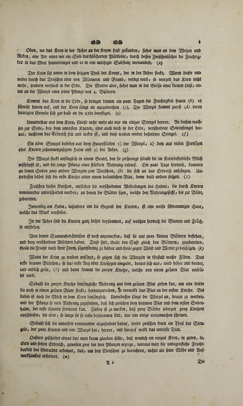 =öben, wo batf ßornin ber Siebte an t>er freien £uft geftanben, fielet man an bem <3Betjcn unb fXofen, eine Sltt eines wie ein ©ieb burcblocberten ^lattleins, burd) beffen ^wtfcbenlocbet bie ^euebtig* feie in bas Sfteel bineinbringet unb es in eine milchte ©ubftanj perwanbelt. (a) 2)er j?eim ft# unten in bem fpijtgen ^eil bes $ornS, ber in bei: Siebte fteeft/ SOBann biefer ent* webet bureb bas SDtefdpen ober pon Söürmern unb 23ranb, perle# wirb , fo wurjelt bas 5vorn nicht mehr, fonbern perfault in ber ©rbe. 3)te Butter aber, fielet man in ber ©rofje einer fleincn €infc/ un* ten an ber 2Bur$cl einer /eben ^flanje non 4. flattern» $ommt bas jvorn in bie ©rbe, fo bringet binnen ein paar $agcn bie $eucbtigfeit hinein 0) eö fcbwilit bapon auf, unb ber $eim fangt an aijojubrechen (0. £)ie ‘SBuriel foromt juerjt (d) bereit baarigtes ©ewebe ficb gar balb an bie ©rbe bepeftiget. (0 Unmittelbar aus bem STorn, febieft nicht mehr als nur ein einiger ©fengel berpor. Sin biefem wach* fen jur ©eite/ bei; bem unfer|ten knoten, ober auch noch in ber ©rbe, perfebiebene ©eifenftengel her* aus, naebbem bas (Erbrcicb fett unb locfcr ift, unb biefe treiben wieber befonbere ©tengel. (/) ©in/eher ©tengel behebet aus bret> #auptftücfen 1) ber SGBurjel/ 2} bem aus Pielen $ortfd#it ober knoten, jufammengefejten £alm unb 3) ber Siebte. Qj) 2)ie <2Burjcl jlecft anfänglich in einem Beutel, ben fte serfprengt fobalb bie im ^ornbefinblicbe Sttild) erfebopft ift, unb bie junge Sdftanjc einer ftarfern Nahrung bebarf. ©in paar $age hernach, fommen an benen ©eiten goep anbere 2ÖLir#ln #tm SBorjcbein, {h) bie ftd) an bas ©rbreicb anbdngen. Un* terbciTen bilbet ficb öie erfte 5^nofpe unter einem bräunlichen £51at, beme balb anbere folgen. Ci) gwifeben biefen Svnofpen, enffteben bie perfdjiebenen Slbtbeilungen besdoatms, bie bureb knoten ooneinanber unterfcbicbcn werben/ an benen bie glatter ft&cn, welche ben SSabrungSfafft, bis jur 2$lute, jubereifen. ^nwenbigam Jfbalrn, befonbere um bie ©egenb ber knoten/ ift eine weife febwammigfe *fpaut, welche bas $tarf porftcllet. 3n ber Siebte finb bie knoten ganj bid;fe bepfatnmen, auf welchen bewach bie Blumen unb $rücb* te entfteben. Q3on benen ©aamenbebdltnifen ift noch anjumerfen, baf fte aus jwep fleinen flattern befteben, unb brep oerfebiebene Slbftcbten haben. 2)icfe finb, tbeils ben ©aft gleich ben flattern/ jujubereiten, tbeils bie$rud;t nach ihrer ^orm, fdgenformig ju bilben unb tbeils gegen 2öinb unb <2öctter ju befei^ujen. (k) SBann ber STeint ju treiben anfangf, fo feigen ficb bie SBurjeln in ©eftalt weifet $dben. 2)aS erfte braune ^Matchen, fo bas erfte Slug ober Änofpgcn umgiebt, breitet ficb aus , wirb hoher unb breiter, unb enblicb grün, (/) unb bann fommt bie jwepte Svnofpe, welche oott einem grünen 331at umbül* lef wirb. ©obalb bie jwcptc jSnofpe hinlängliche Nahrung auö bem grünen ^lat sieben fan, um eine Dritte bie auch in einem grünen Q$lafe fteeft/ betau^jutreiben, To oerwelft ba^ Q51at an ber erjten ivnofpe. 5Si£{ Dabin ijt noch bie S3tilcb in bem ivorn hinlänglich. Unterbcjfen fangt bie ^ßurjel an, braun $u werben/ unb ber Q)flanje fo oiele Stabrung jujufenben, baf ficb jwifeben bem braunen Q5fof unb bem erjten ©eiten* balm, ber erfte knoten formtren fan. Jpiebep ift jumerfen, baf jwep glatter jeberjeit jwep Änofpeu einfebüefen/ bie aber / fo lange fte fo nabe bepfammen finb, nur eine einige auOjumacben febeinen* ©obalb (ich bie unterften oonetnanber abgefonbert haben, treibt jwifeben ihnen ein $b<ul beö ©ten* gel^, ber jwep knoten unb eine ^Burjel bat/ beroor, unb hierauf weift ba$ unterfte Q31at. öefferö cjefdjiebet etivaö batf man faum glauben follte, baf ncmlicl; ein einiget ^orn, in guten, lo* efern unb fetten ©rbreicb, sumeilen jwei bi^ brei ^flanjen erjeuge, morausman bie unbegreiflicbe ^ruebt* barfeit beö ©efraibeö erfennet, baö, um ben SQtenfcbcn ju bereichern, nichts atö feine S)tübe unb Sluf* merffamfeit erforbert. O) 212 £>\t