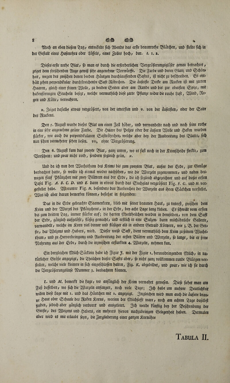 *f?och an eben biefent Qracj/ entfette fleh Abenbs bas erfte braunroff;e Q$Idfc^en, unb ftellte fleh in ber©eflatt eines .fpafenohrs ober Söffet, eines golles hoch/ bar. t. i, 2. SDicfes erfte rofhe Q3lat/ fo man es Durch Die erforberltchen SßcrgtdßerungSgldfer genau befragtet , geiget Dem forfchenben Auge gemiß angenehme SSormürffc. 2)ie $arbe unb beren ©lanj unb ©cl;on* heit, megen Des jmifd;cn benen beeben Spdutgen burchlauffcnben ©aftes, iß nicht ju befd;reibcn. & ent* halt jeben perpcnbifular burd;ßreichcnbe ©aft Röhrchen. £)ie duferfle 2)ccfe am Stucfen ift mit jarfen paaren, gleich einer feinen ^öolfc, ju beeben ©eiten aber am 0vanbe unb bi^ jur oberften ©pijc, mit bafenformigen ©tachcln bcfcjt, welche rermuthlich biefe jarte ^flanje miber Die raul;e Suft, 2Sinb,Ste* gen unb Pvdite/ Permahren. k. geiget baßelbe etwas rergroßert, oon berinnerften unb v. pon ber duferften, ober ber ©eite beS SvucfenS. SDcn f. Auguft mürbe biefes QMat um einen goll hoher, unb permanbelfe nach unb nach feine rofhe in eine fehr angenehme grüne garbe. 2)ic Spaare Des ^cljes ober ber äußern ‘SBolle unb #afen mürben ftdrfer, mic auch bie perpenbifularen ©aftrdf)rd;en, mclche aber bei; ber Ausbreitung Des Q3lattS/ fleh nun fchon pcrmebrter fehen liefen, w, ohne SSergroßcrung. SPcn 6. 5(uguft fam bas jvoepfe 25lat, ganj unten, mo es faß noch in ber 5teimfd;eibe ßeefte/ rum $8orfd;ein: unbjmar nicht rotb, fonbern fogleich grün. *. Unb ba ich nun ben <2öachsthum Des $eims bis jurn rmepten Q5lat, außer ber (?rbe, jur ©enuge beobachtet hatte, fo mollte icl; einmal mieber nachfehen/ mie bie (2Burjeln rugenommen/ unb nahm Des* megen fünf ^fldnjcben mit jwep flattern aus ber <£rbe, bie icl; fogleich abgerechnet unb auf biefer erften $afel Fig. a, b. c. d, unb e. bann in etmaS Durch bas ©uchglas rergroßert Fig. f. c. unb h. per* geßellet habe. Worunter Fig. f/. befonbers bas Ausbrechen ber Sßurjeln aus ihren ©dcfd;en rorßellct. 2ßaS ich aber Daran bemerken fonnen / befielet in folgenben: SPaS in Die (Erbe gebrachte ©aamenforn, blieb mit feiner braunen Jpaut, ju fmfetß, jmifchen Dem ^eim unb ber ‘Söurjel bcS ^fldnrchcns, in ber (Erbe, bep acht $age lang Heben. ©S fchmidt pom erßen bis rum britfen §ag, immer ftdrfer auf; bie harten ?0?eclthcilchen merben in bemfelbcn/ Pon Dem ©aft Der ©rbe, gdnjlicl; aufgeloßf, flüßig gemacht/ unb erßlich in eine ©uljen* bann milcl;dhnliche ©alterte, permanbeff / mclche im P?otn Piel binner unb fleißiger als in anbern ©etraib Kornern, mie j. «8. ber ©er* fic, Des SfßcijcnS unb SpaberS, mirb. SPiefer meife ©aft, bient permuthlicl; Dem ^eim ju feinem <2Bad)S* thum/ unb ju Jfperrorbringung unb Ausbreitung ber erften Q$lafter unb Söurjcln, fo lange, bis er feine Nahrung aus ber ©rbe/ Durch Die injmifchen erßarften 4. StBurjetn, nehmen fan. ©n Dergleichen $?itch ©dcflein habe ich ©gut mit ber ©gut 1. herausbringenben sfltflch/ in na* türlicher ©roße angercigt, bie Sheilchen biefeS ©afts aber / fo nicht ganj pollfommen runbe 55ldSgen Por* (teilen, mclche Picle Heinere in ftch eingefchlofien halten, ^ig. k, abgebilbet, unb jmar/ mie ich Durch bie ^ergroßerungSlinfe Kummer 3. beobachten fonnen. l. unb m. bemerft Die Jage, mo anfänglich Der ßeim permahrt gemefen. ^iefe flehet man am guß bcfTdben, mo fleh bie SBurreln anfangen, noch riete Sage; habe um mehret* ^eutlichfeit willen biefe Sage mit 1. unb bas ^dutcl;cn mit 2. angereigt. Ungleichen mirb man auch Die äußere brau* nc £aut ober ©chaalc Des Stofen dforns, morinn bet* ^ilchfafft mare, noch am achten ^age bafelbft flnben, feboch aber gdnjlicl; perborrt unb ausgeleert, ^ch werbe funftig bep Der Q3efcl;reibung ber ©erfle. Des ^eijens unb Räbers, ein mel;rcrs lptct>ort nachrubringen ©elegenheit haben, dermalen aber mirb es mir erlaubt fepn, bie gerglieberung einer ganjen 5torndhre Tabula II.